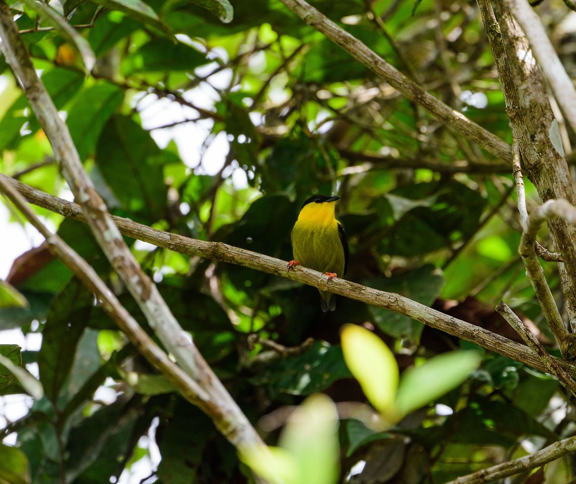 Golden-collared manakin - male, Uraba, Colombia Our second observation of this beautiful Manakin, this being the male. This one was found in the Cotton-top Tamarine reserve. Cool thing is that moments before this photo, we experienced their actual &quot;lek&quot;, where we saw a cluster of males doing their dance and making snapping sounds. Unfortunately, it was very high up and this forest is extremely dark, so I couldn&#039;t produce a single usable photo. Antioquia,Colombia,Colombia Choco & Pacific region,Golden-collared manakin,Manacus vitellinus,South America,Uraba,Urabá,World