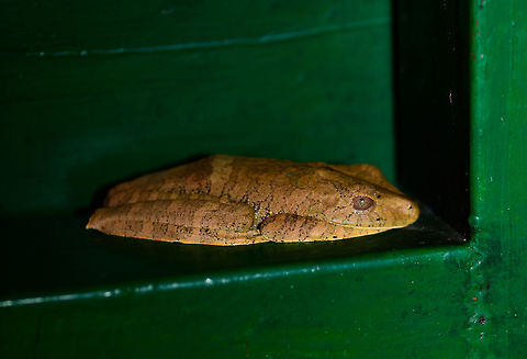 Giant Gladiator Treefrog, Uraba, Colombia After navigating the Cotton-top Tamarin for only 2 or 3 hours, we made a retreat. It's an absolutely gorgeous forest but our pace was too slow due to the conditions. It would have taken us another 6 hours of uphill deep mud where each step sucks  you in 20 inches, in order to reach grounds where some birding was possible. 

A pity, I'd gladly spent weeks navigating this forest, but we only had one daytime block assigned to this park, so it was the right thing to try to find a more productive use of our day. Retreating back to the park ranger's hut, we found this absolutely huge treefrog there.

It's known as the Rusty Frog, but I prefer the cooler Giant Gladiator Treefrog name. Even to our local guide Carlos, an absolute herping fanatic, it was the first time he saw it in his life. Indeed, the range within Colombia is described as only occurring in the Amazon and Colombian lowlands, so it's not expected here.

Our very own herping specialist John Sullivan has some more info on the species on this website:
http://www.wildherps.com/species/H.boans.html

Check out its amazing eyes:
https://www.jungledragon.com/image/58893/giant_gladiator_treefrog_-_head_closeup_uraba_colombia.html
Back:

https://www.jungledragon.com/image/58894/giant_gladiator_treefrog_-_back_uraba_colombia.html Antioquia,Colombia,Colombia Choco & Pacific region,Hypsiboas boans,South America,Uraba,Urab&aacute;,World