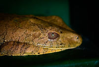 Giant Gladiator Treefrog - head closeup, Uraba, Colombia After navigating the Cotton-top Tamarin for only 2 or 3 hours, we made a retreat. It's an absolutely gorgeous forest but our pace was too slow due to the conditions. It would have taken us another 6 hours of uphill deep mud where each step sucks you in 20 inches, in order to reach grounds where some birding was possible.<br />
<br />
A pity, I'd gladly spent weeks navigating this forest, but we only had one daytime block assigned to this park, so it was the right thing to try to find a more productive use of our day. Retreating back to the park ranger's hut, we found this absolutely huge treefrog there.<br />
<br />
It's known as the Rusty Frog, but I prefer the cooler Giant Gladiator Treefrog name. Even to our local guide Carlos, an absolute herping fanatic, it was the first time he saw it in his life. Indeed, the range within Colombia is described as only occurring in the Amazon and Colombian lowlands, so it's not expected here.<br />
<br />
Our very own herping specialist John Sullivan has some more info on the species on this website:<br />
http://www.wildherps.com/species/H.boans.html<br />
https://www.jungledragon.com/image/58892/giant_gladiator_treefrog_uraba_colombia.html Antioquia,Colombia,Colombia Choco & Pacific region,Giant Gladiator Treefrog,Hypsiboas boans,South America,Uraba,Urab&aacute;,World