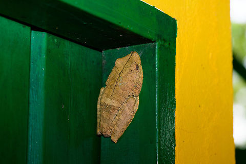 Giant Gladiator Treefrog - back, Uraba, Colombia After navigating the Cotton-top Tamarin for only 2 or 3 hours, we made a retreat. It's an absolutely gorgeous forest but our pace was too slow due to the conditions. It would have taken us another 6 hours of uphill deep mud where each step sucks you in 20 inches, in order to reach grounds where some birding was possible.

A pity, I'd gladly spent weeks navigating this forest, but we only had one daytime block assigned to this park, so it was the right thing to try to find a more productive use of our day. Retreating back to the park ranger's hut, we found this absolutely huge treefrog there.

It's known as the Rusty Frog, but I prefer the cooler Giant Gladiator Treefrog name. Even to our local guide Carlos, an absolute herping fanatic, it was the first time he saw it in his life. Indeed, the range within Colombia is described as only occurring in the Amazon and Colombian lowlands, so it's not expected here.

Our very own herping specialist John Sullivan has some more info on the species on this website:
http://www.wildherps.com/species/H.boans.html
https://www.jungledragon.com/image/58892/giant_gladiator_treefrog_uraba_colombia.html Antioquia,Colombia,Colombia Choco & Pacific region,Fall,Geotagged,Giant Gladiator Treefrog,Hypsiboas boans,South America,Uraba,Urab&aacute;,World