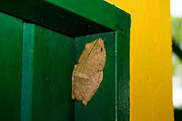 Giant Gladiator Treefrog - back, Uraba, Colombia After navigating the Cotton-top Tamarin for only 2 or 3 hours, we made a retreat. It's an absolutely gorgeous forest but our pace was too slow due to the conditions. It would have taken us another 6 hours of uphill deep mud where each step sucks you in 20 inches, in order to reach grounds where some birding was possible.<br />
<br />
A pity, I'd gladly spent weeks navigating this forest, but we only had one daytime block assigned to this park, so it was the right thing to try to find a more productive use of our day. Retreating back to the park ranger's hut, we found this absolutely huge treefrog there.<br />
<br />
It's known as the Rusty Frog, but I prefer the cooler Giant Gladiator Treefrog name. Even to our local guide Carlos, an absolute herping fanatic, it was the first time he saw it in his life. Indeed, the range within Colombia is described as only occurring in the Amazon and Colombian lowlands, so it's not expected here.<br />
<br />
Our very own herping specialist John Sullivan has some more info on the species on this website:<br />
http://www.wildherps.com/species/H.boans.html<br />
https://www.jungledragon.com/image/58892/giant_gladiator_treefrog_uraba_colombia.html Antioquia,Colombia,Colombia Choco & Pacific region,Fall,Geotagged,Giant Gladiator Treefrog,Hypsiboas boans,South America,Uraba,Urab&aacute;,World