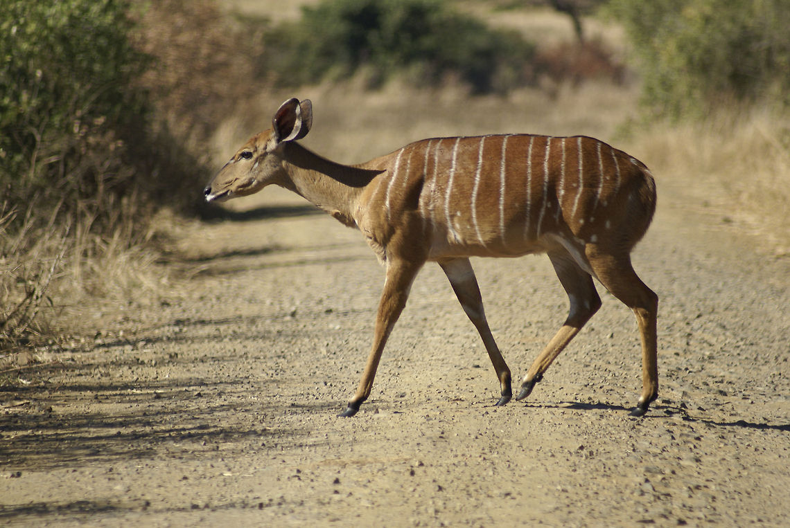 Female Nyala crossing path A female Nyala with beautiful white stripes crosses a dirt road in Hluwehluwe National Park, South Africa. Hluhluwe,Nyala,Nyala angasii