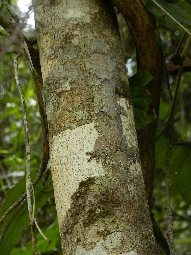 Mossy leaf-tailed gecko, master of disguise By the title of this photo and by the increased contrast you may notice soon the incredibly flat gecko on this tree. Our reality, however, was that we did not see it even with the guide almost touching it. You can see it because it is breaking the white part of the trunk, and from the side of the tree you can see its elevated eyes, but in most conditions you will never spot this remarkeable creature. <br />
<br />
Note that this photo was created with a compact cam, I got some better shots which I will share later. Andasibe,Geotagged,Madagascar,Mossy leaf-tailed gecko,Uroplatus sikorae