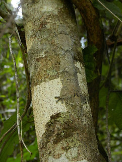 Mossy leaf-tailed gecko, master of disguise By the title of this photo and by the increased contrast you may notice soon the incredibly flat gecko on this tree. Our reality, however, was that we did not see it even with the guide almost touching it. You can see it because it is breaking the white part of the trunk, and from the side of the tree you can see its elevated eyes, but in most conditions you will never spot this remarkeable creature. 
Note that this photo was created with a compact cam, I got some better shots which I will share later. Andasibe,Geotagged,Madagascar,Mossy leaf-tailed gecko,Uroplatus sikorae