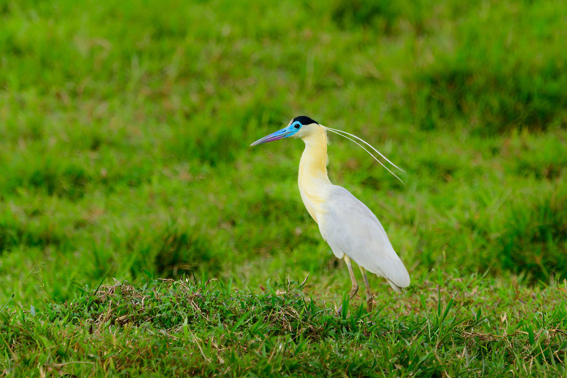 Capped Heron, Uraba, Colombia Found in an agricultural area when driving back from our morning hike. A very elegant and beautiful bird that seems to know its beautiful. This bird has a giant range yet is very thinly spread, appearing in low numbers in Colombia. <br />
<br />
Despite its range and explicit looks, it is little studied. Closeup:<br />
<figure class="photo"><a href="https://www.jungledragon.com/image/58967/capped_heron_-_closeup_uraba_colombia.html" title="Capped Heron - closeup, Uraba, Colombia"><img src="https://s3.amazonaws.com/media.jungledragon.com/images/2/58967_thumb.jpg?AWSAccessKeyId=05GMT0V3GWVNE7GGM1R2&Expires=1759968010&Signature=3zDvyzId0Km1zw1k%2F2UnyvuvPWo%3D" width="200" height="108" alt="Capped Heron - closeup, Uraba, Colombia Found in an agricultural area when driving back from our morning hike. A very elegant and beautiful bird that seems to know its beautiful. This bird has a giant range yet is very thinly spread, appearing in low numbers in Colombia.<br />
<br />
Despite its range and explicit looks, it is little studied. Full body shot:<br />
https://www.jungledragon.com/image/58966/capped_heron_uraba_colombia.html Antioquia,Capped Heron,Colombia,Colombia Choco &amp; Pacific region,Fall,Geotagged,Pilherodius pileatus,South America,Uraba,Urab&aacute;,World" /></a></figure><br />
Hunting behavior:<br />
<br />
<figure class="photo"><a href="https://www.jungledragon.com/image/58968/capped_heron_-_hunting_uraba_colombia.html" title="Capped Heron - hunting, Uraba, Colombia"><img src="https://s3.amazonaws.com/media.jungledragon.com/images/2/58968_thumb.jpg?AWSAccessKeyId=05GMT0V3GWVNE7GGM1R2&Expires=1759968010&Signature=necXPjt8LRLWapze7k1rGV00M2g%3D" width="200" height="134" alt="Capped Heron - hunting, Uraba, Colombia Here&#039;s the Capped Heron about to enter the water, check out its giant feet. We watched it hunt for 10 minutes. It seems to be an ambush feeder mostly, it moves to a position in the water and just stands there intensely focused, waiting for something to comes its way. <br />
https://www.jungledragon.com/image/58966/capped_heron_uraba_colombia.html Antioquia,Capped Heron,Colombia,Colombia Choco &amp; Pacific region,Pilherodius pileatus,South America,Uraba,Urab&aacute;,World" /></a></figure><br />
Big feet:<br />
<br />
<figure class="photo"><a href="https://www.jungledragon.com/image/58969/capped_heron_-_feet_closeup_uraba_colombia.html" title="Capped Heron - feet closeup, Uraba, Colombia"><img src="https://s3.amazonaws.com/media.jungledragon.com/images/2/58969_thumb.jpg?AWSAccessKeyId=05GMT0V3GWVNE7GGM1R2&Expires=1759968010&Signature=86Qf06yubeuHWS8QLXjjeA67o3U%3D" width="200" height="138" alt="Capped Heron - feet closeup, Uraba, Colombia Here&#039;s the Capped Heron in the water, check out its giant feet. We watched it hunt for 10 minutes. It seems to be an ambush feeder mostly, it moves to a position in the water and just stands there intensely focused, waiting for something to come its way. <br />
https://www.jungledragon.com/image/58968/capped_heron_-_hunting_uraba_colombia.html Antioquia,Capped Heron,Colombia,Colombia Choco &amp; Pacific region,Pilherodius pileatus,South America,Uraba,Urab&aacute;,World" /></a></figure> Antioquia,Capped Heron,Colombia,Colombia Choco & Pacific region,Fall,Geotagged,Pilherodius pileatus,South America,Uraba,Urabá,World