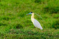 Capped Heron, Uraba, Colombia Found in an agricultural area when driving back from our morning hike. A very elegant and beautiful bird that seems to know its beautiful. This bird has a giant range yet is very thinly spread, appearing in low numbers in Colombia. <br />
<br />
Despite its range and explicit looks, it is little studied. Closeup:<br />
https://www.jungledragon.com/image/58967/capped_heron_-_closeup_uraba_colombia.html<br />
Hunting behavior:<br />
<br />
https://www.jungledragon.com/image/58968/capped_heron_-_hunting_uraba_colombia.html<br />
Big feet:<br />
<br />
https://www.jungledragon.com/image/58969/capped_heron_-_feet_closeup_uraba_colombia.html Antioquia,Capped Heron,Colombia,Colombia Choco & Pacific region,Fall,Geotagged,Pilherodius pileatus,South America,Uraba,Urabá,World