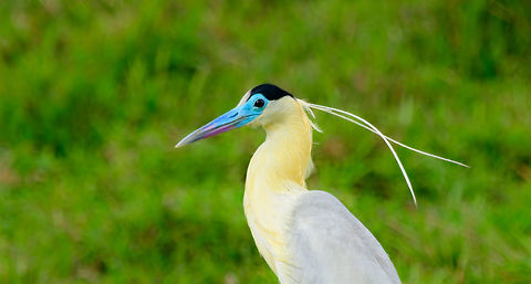 Capped Heron - closeup, Uraba, Colombia Found in an agricultural area when driving back from our morning hike. A very elegant and beautiful bird that seems to know its beautiful. This bird has a giant range yet is very thinly spread, appearing in low numbers in Colombia.

Despite its range and explicit looks, it is little studied. Full body shot:
https://www.jungledragon.com/image/58966/capped_heron_uraba_colombia.html Antioquia,Capped Heron,Colombia,Colombia Choco & Pacific region,Fall,Geotagged,Pilherodius pileatus,South America,Uraba,Urabá,World
