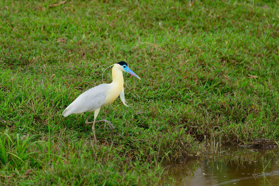 Capped Heron - hunting, Uraba, Colombia Here's the Capped Heron about to enter the water, check out its giant feet. We watched it hunt for 10 minutes. It seems to be an ambush feeder mostly, it moves to a position in the water and just stands there intensely focused, waiting for something to comes its way. <br />
<figure class="photo"><a href="https://www.jungledragon.com/image/58966/capped_heron_uraba_colombia.html" title="Capped Heron, Uraba, Colombia"><img src="https://s3.amazonaws.com/media.jungledragon.com/images/2/58966_thumb.jpg?AWSAccessKeyId=05GMT0V3GWVNE7GGM1R2&Expires=1763596810&Signature=JU%2FUxXypUpjkfehKr6Tmw6W545o%3D" width="200" height="134" alt="Capped Heron, Uraba, Colombia Found in an agricultural area when driving back from our morning hike. A very elegant and beautiful bird that seems to know its beautiful. This bird has a giant range yet is very thinly spread, appearing in low numbers in Colombia. <br />
<br />
Despite its range and explicit looks, it is little studied. Closeup:<br />
https://www.jungledragon.com/image/58967/capped_heron_-_closeup_uraba_colombia.html<br />
Hunting behavior:<br />
<br />
https://www.jungledragon.com/image/58968/capped_heron_-_hunting_uraba_colombia.html<br />
Big feet:<br />
<br />
https://www.jungledragon.com/image/58969/capped_heron_-_feet_closeup_uraba_colombia.html Antioquia,Capped Heron,Colombia,Colombia Choco & Pacific region,Fall,Geotagged,Pilherodius pileatus,South America,Uraba,Urabá,World" /></a></figure> Antioquia,Capped Heron,Colombia,Colombia Choco & Pacific region,Pilherodius pileatus,South America,Uraba,Urabá,World