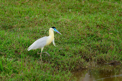 Capped Heron - hunting, Uraba, Colombia Here's the Capped Heron about to enter the water, check out its giant feet. We watched it hunt for 10 minutes. It seems to be an ambush feeder mostly, it moves to a position in the water and just stands there intensely focused, waiting for something to comes its way. 
https://www.jungledragon.com/image/58966/capped_heron_uraba_colombia.html Antioquia,Capped Heron,Colombia,Colombia Choco & Pacific region,Pilherodius pileatus,South America,Uraba,Urabá,World