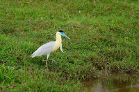 Capped Heron - hunting, Uraba, Colombia Here's the Capped Heron about to enter the water, check out its giant feet. We watched it hunt for 10 minutes. It seems to be an ambush feeder mostly, it moves to a position in the water and just stands there intensely focused, waiting for something to comes its way. <br />
https://www.jungledragon.com/image/58966/capped_heron_uraba_colombia.html Antioquia,Capped Heron,Colombia,Colombia Choco & Pacific region,Pilherodius pileatus,South America,Uraba,Urabá,World