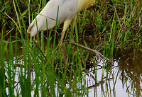 Capped Heron - feet closeup, Uraba, Colombia Here's the Capped Heron in the water, check out its giant feet. We watched it hunt for 10 minutes. It seems to be an ambush feeder mostly, it moves to a position in the water and just stands there intensely focused, waiting for something to come its way. <br />
https://www.jungledragon.com/image/58968/capped_heron_-_hunting_uraba_colombia.html Antioquia,Capped Heron,Colombia,Colombia Choco & Pacific region,Pilherodius pileatus,South America,Uraba,Urabá,World
