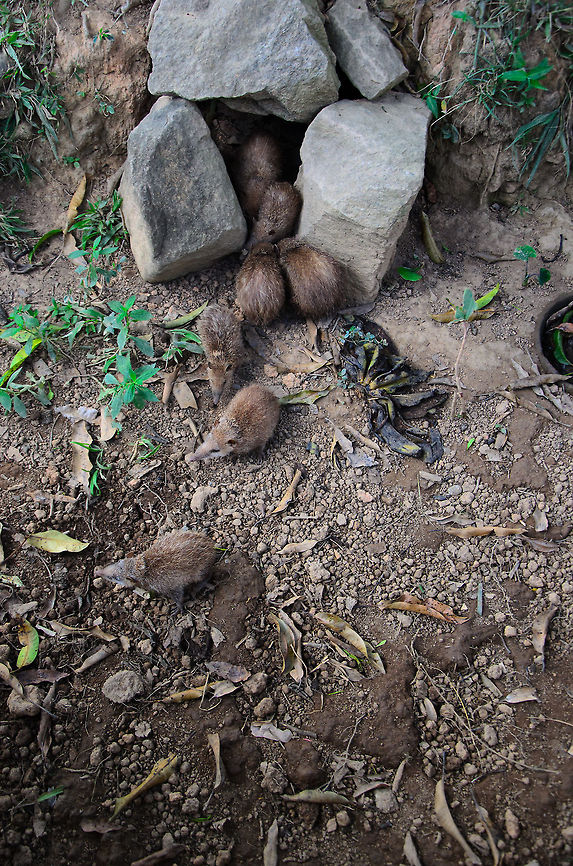 Tailless tenrec family nest Meet the tailless tenrec, in appearance similar to a mix between a shrew and a hedgehog but not related to either family of species. It isn&#039;t really tailless, it just has a really short tail.<br />
<br />
This photo is taken by my girlfriend Henriette, I like the wide angle perspective of the entire family nest. Note though that this scene is slightly misleading: tailless tenrecs in reality live a solitary existence. In addition, they are nocturnal (active at night). <br />
<br />
This is not a scene in the wild, it is taken in a reptile park called Pyreras Reserve in Madagascar. This park offers you the chance to view some iconic Madagascar species, species you are very unlikely to find in the real wild. Geotagged,Madagascar,Pyreras Reserve,Tailless tenrec,Tenrec ecaudatus