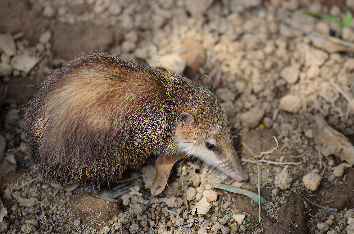 Tailless tenrec  Geotagged,Madagascar,Pyreras Reserve,Tailless tenrec,Tenrec ecaudatus