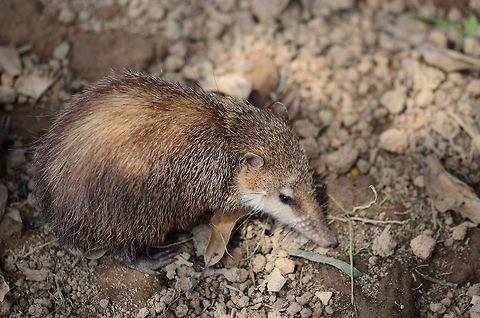 Tailless tenrec Geotagged,Madagascar,Pyreras Reserve,Tailless tenrec,Tenrec ecaudatus