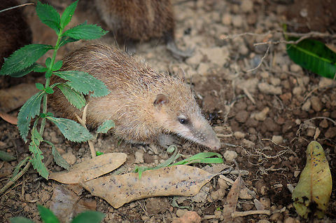 Tailless Tenrec closeup This photo shows the long snout of the Tailless Tenrec, which it uses to find worms, insects, frogs and mice. It eats both alive and dead prey. In the photo you can also see its spikes are laying flat, they are raised only when the Tenrec is alarmed.  Geotagged,Madagascar,Pyreras Reserve,Tailless tenrec,Tenrec ecaudatus