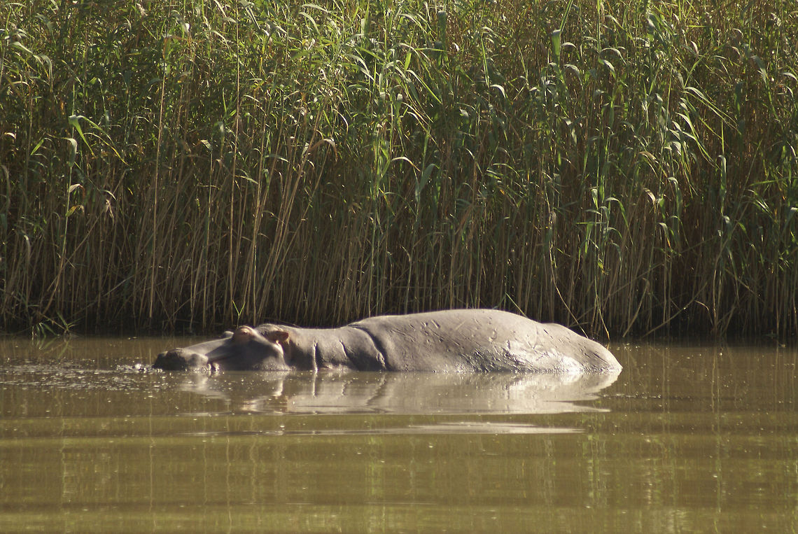 Hippo side view Peacefully sleeping in the lake. Careful though, this is one of the most deadly animals in the world. Hippo,Hippopotamus,Hippopotamus amphibius,South Africa