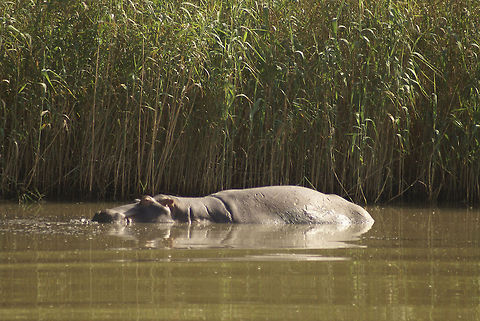 Hippo side view Peacefully sleeping in the lake. Careful though, this is one of the most deadly animals in the world. Hippo,Hippopotamus,Hippopotamus amphibius,South Africa