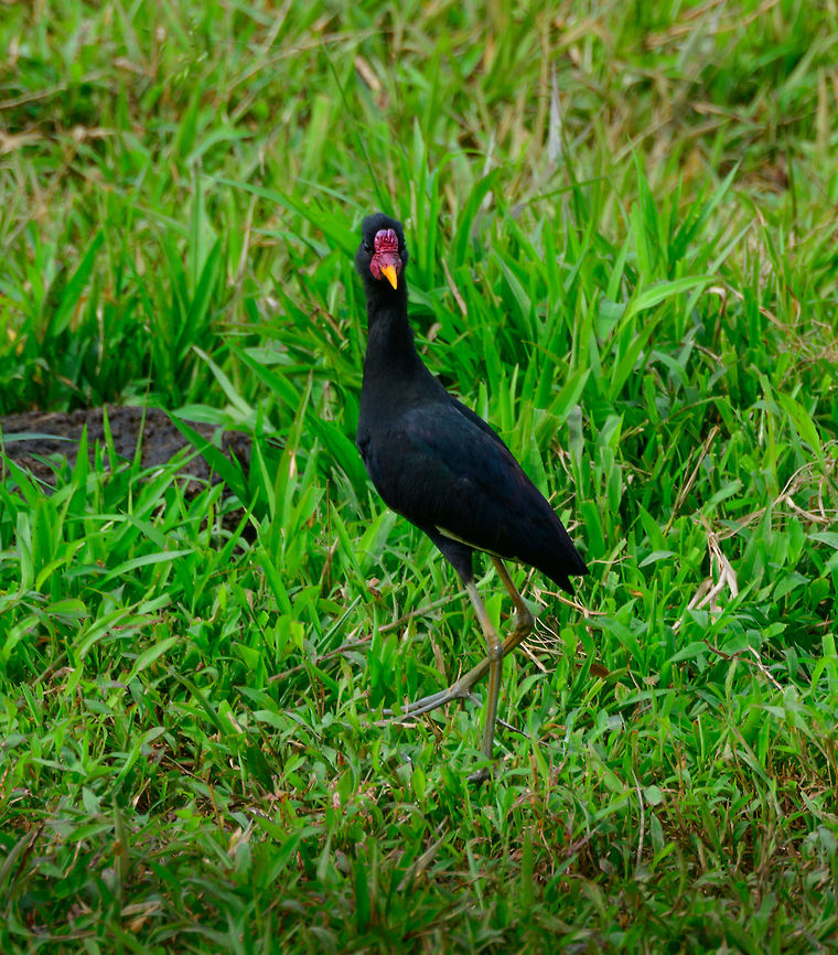 Wattled Jacana in field, Uraba, Colombia Found in an agricultural field in Uraba. This is very likely the hypomelaena sub species. Antioquia,Colombia,Colombia Choco & Pacific region,Fall,Geotagged,Jacana jacana,South America,Uraba,Urab&aacute;,Wattled Jacana,World