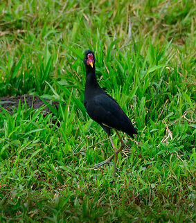 Wattled Jacana in field, Uraba, Colombia Found in an agricultural field in Uraba. This is very likely the hypomelaena sub species. Antioquia,Colombia,Colombia Choco & Pacific region,Fall,Geotagged,Jacana jacana,South America,Uraba,Urabá,Wattled Jacana,World