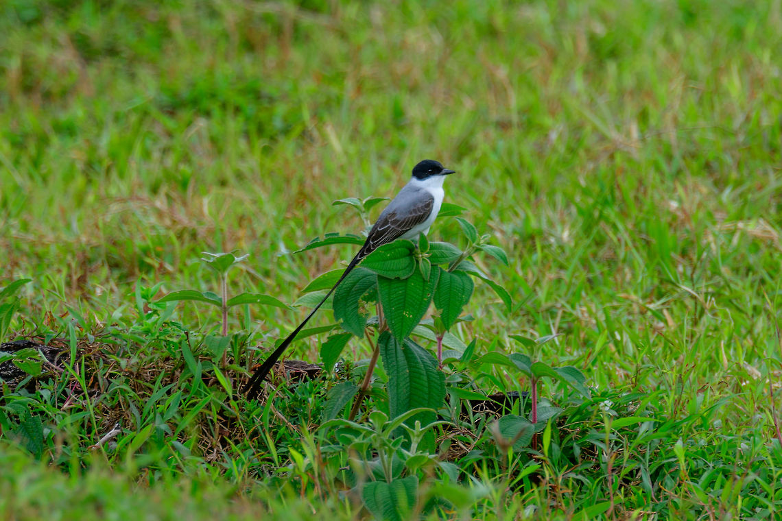 Fork-tailed flycatcher, Uraba, Colombia An unmistakable bird in the otherwise confusing army of flycatchers found in Colombia. This one was found in an agricultural field near the Cotton-top Tamarin Reserve in Uraba, Colombia. This clearly is the male of the species, based on its extremely lengthy tail. Here's a photo of a couple, where you can see the female looking almost identical, yet with a shorter tail:<br />
<a href="https://www.hbw.com/ibc/photo/fork-tailed-flycatcher-tyrannus-savana/mating-pair-early-breeding-season-female-above" rel="nofollow">https://www.hbw.com/ibc/photo/fork-tailed-flycatcher-tyrannus-savana/mating-pair-early-breeding-season-female-above</a> Antioquia,Colombia,Colombia Choco & Pacific region,Fall,Fork-tailed flycatcher,Geotagged,South America,Tyrannus savana,Uraba,Urabá,World