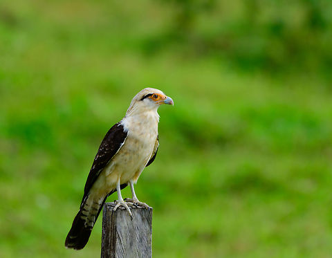 Yellow-headed caracara, Uraba, Colombia Found in an agricultural field near the Cotton-top Tamarin Reserve in Uraba, Colombia. This one was very approachable, with no intention to flee. Typically found in the open where it scavenges and kills easy to capture prey. Antioquia,Colombia,Colombia Choco & Pacific region,Fall,Geotagged,Milvago chimachima,South America,Uraba,Urabá,World,Yellow-headed caracara