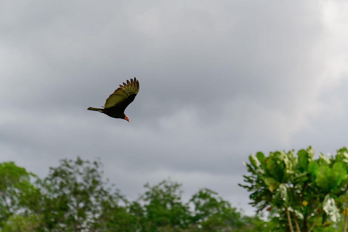 Lesser Yellow-headed Vulture in flight, Uraba, Colombia Also called the &quot;Savannah vulture&quot;. Flies in a V-shape as shown here. Detects food based on smell, and therefore flies relatively low. Antioquia,Cathartes burrovianus,Colombia,Colombia Choco & Pacific region,Lesser Yellow-headed Vulture,South America,Uraba,Urabá,World