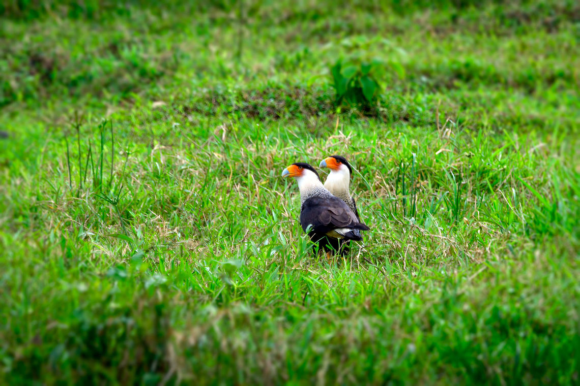Crested Caracara couple, Uraba, Colombia These two seemed very intimate and attached to each other during the 10 minutes or so that we observed them. This species is an opportunistic ground dweller. It scavenges anything it can, kills injured or weak prey, and steals eggs and food from other birds, including larger ones. They often beat vultures to a scavenge scene and are aggressive enough to defend the prize. This bird is even reported to follow cars and trains to hope something edible falls of. <br />
<br />
In other words, this bird can thrive anywhere. It&#039;s intelligent, opportunistic, aggressive and not picky. Antioquia,Caracara cheriway,Colombia,Colombia Choco & Pacific region,Fall,Geotagged,Northern Caracara,South America,Uraba,Urabá,World