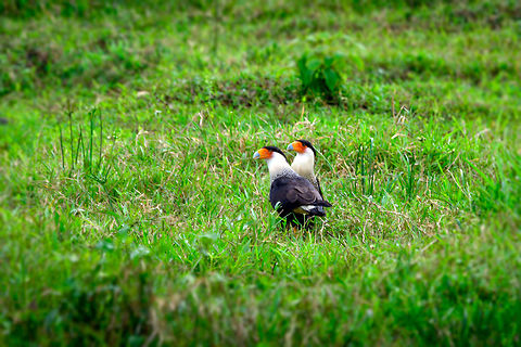 Crested Caracara couple, Uraba, Colombia These two seemed very intimate and attached to each other during the 10 minutes or so that we observed them. This species is an opportunistic ground dweller. It scavenges anything it can, kills injured or weak prey, and steals eggs and food from other birds, including larger ones. They often beat vultures to a scavenge scene and are aggressive enough to defend the prize. This bird is even reported to follow cars and trains to hope something edible falls of. 

In other words, this bird can thrive anywhere. It's intelligent, opportunistic, aggressive and not picky. Antioquia,Caracara cheriway,Colombia,Colombia Choco & Pacific region,Fall,Geotagged,Northern Caracara,South America,Uraba,Urabá,World