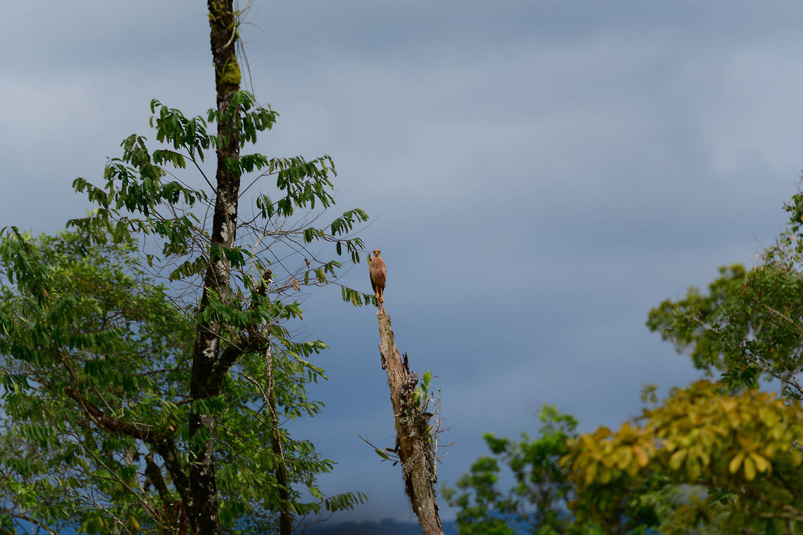 Savanna Hawk surveying, Uraba, Colombia Typical behavior of this hawk where from its high perch it oversees open fields.  Antioquia,Buteogallus meridionalis,Colombia,Colombia Choco & Pacific region,Fall,Geotagged,Savanna Hawk,South America,Uraba,Urabá,World