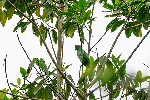 Southern Mealy Amazon, Uraba, Colombia Sorry for the poor photo, it was taken against the light.  Amazona farinosa,Antioquia,Colombia,Colombia Choco & Pacific region,Fall,Geotagged,Mealy Amazon,South America,Uraba,Urabá,World