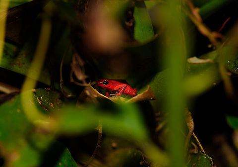 Andinobates victimatus - in habitat, Uraba, Colombia This observation is our main trophy from Uraba, and in many ways of our entire 2017 trip, for both its natural value and its symbolic value. This species is locally endemic to the Northwest of Colombia and had only been described 6 months earlier.

The symbolic value is in its naming, victimatus, dedicated to the victims of armed conflict in this poor area of Colombia. It also radiates a sense of hope, as the scientist discovering and describing the species is a young Afro-Colombian born in this region. Against all odds, he managed to escape poverty and a lack of opportunity, and turned it into this.

A few minutes before this observation, we had a strange encounter with illegal goldminers coming our way from the narrow forest path. Some greeted us when passing by, yet one insisted on stopping straight in front of me, and giving me a death stare for a solid 10 seconds. Which I returned. Not a word was said, but they were clearly not happy with our presence, even less so because of our cameras. Continuing, we could see signs of an improvised camp further down the path, and our guide shared that its probably not a good idea to find out if there's any weapons there. 

So we turned around, and whilst walking back I was contemplating in my mind what just happened. An unfortunate non-event, or a life threatening one. That thought was washed away instantly when our guide found this frog. 

Given how "new" this species is to science, I'm going to be generous in sharing many shots. As an ethical disclaimer, we found this frog in the bushes on what looks like a Bromeliad plant. It was located based on its call. However, as the scene was very dark and obscured, our guide picked it up, and then we put it on a large leaf on the forest floor for some better shots. It was then placed back exactly where it came from. 

Personally, we find the symbolic value of this observation the most valuable. We've come to love and deeply respect Colombia and its stunning wildlife and will be going back for a 3rd round later this year. This country deserves a far better reputation than it has, it is awesome, full of potential, and well into its next chapter, one of hope and pride.

Full set:
https://www.jungledragon.com/image/59096/andinobates_victimatus_-_in_habitat_uraba_colombia.html
https://www.jungledragon.com/image/59097/andinobates_victimatus_-_in_habitat_ii_uraba_colombia.html
https://www.jungledragon.com/image/59098/andinobates_victimatus_-_full_body_uraba_colombia.html
https://www.jungledragon.com/image/59099/andinobates_victimatus_-_side_view_uraba_colombia.html
https://www.jungledragon.com/image/59100/andinobates_victimatus_-_top_view_uraba_colombia.html
https://www.jungledragon.com/image/59101/andinobates_victimatus_-_full_body_side_view_uraba_colombia.html
https://www.jungledragon.com/image/59102/andinobates_victimatus_-_face_closeup_uraba_colombia.html
https://www.jungledragon.com/image/59103/andinobates_victimatus_-_front_view_uraba_colombia.html
https://www.jungledragon.com/image/59104/andinobates_victimatus_-_front_view_ii_uraba_colombia.html
https://www.jungledragon.com/image/59105/andinobates_victimatus_-_face_closeup_ii_uraba_colombia.html Andinobates victimatus,Antioquia,Colombia,Colombia Choco & Pacific region,South America,Uraba,Urabá,World