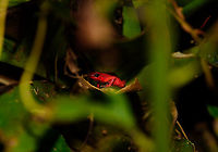 Andinobates victimatus - in habitat, Uraba, Colombia This observation is our main trophy from Uraba, and in many ways of our entire 2017 trip, for both its natural value and its symbolic value. This species is locally endemic to the Northwest of Colombia and had only been described 6 months earlier.<br />
<br />
The symbolic value is in its naming, victimatus, dedicated to the victims of armed conflict in this poor area of Colombia. It also radiates a sense of hope, as the scientist discovering and describing the species is a young Afro-Colombian born in this region. Against all odds, he managed to escape poverty and a lack of opportunity, and turned it into this.<br />
<br />
A few minutes before this observation, we had a strange encounter with illegal goldminers coming our way from the narrow forest path. Some greeted us when passing by, yet one insisted on stopping straight in front of me, and giving me a death stare for a solid 10 seconds. Which I returned. Not a word was said, but they were clearly not happy with our presence, even less so because of our cameras. Continuing, we could see signs of an improvised camp further down the path, and our guide shared that its probably not a good idea to find out if there's any weapons there. <br />
<br />
So we turned around, and whilst walking back I was contemplating in my mind what just happened. An unfortunate non-event, or a life threatening one. That thought was washed away instantly when our guide found this frog. <br />
<br />
Given how "new" this species is to science, I'm going to be generous in sharing many shots. As an ethical disclaimer, we found this frog in the bushes on what looks like a Bromeliad plant. It was located based on its call. However, as the scene was very dark and obscured, our guide picked it up, and then we put it on a large leaf on the forest floor for some better shots. It was then placed back exactly where it came from. <br />
<br />
Personally, we find the symbolic value of this observation the most valuable. We've come to love and deeply respect Colombia and its stunning wildlife and will be going back for a 3rd round later this year. This country deserves a far better reputation than it has, it is awesome, full of potential, and well into its next chapter, one of hope and pride.<br />
<br />
Full set:<br />
https://www.jungledragon.com/image/59096/andinobates_victimatus_-_in_habitat_uraba_colombia.html<br />
https://www.jungledragon.com/image/59097/andinobates_victimatus_-_in_habitat_ii_uraba_colombia.html<br />
https://www.jungledragon.com/image/59098/andinobates_victimatus_-_full_body_uraba_colombia.html<br />
https://www.jungledragon.com/image/59099/andinobates_victimatus_-_side_view_uraba_colombia.html<br />
https://www.jungledragon.com/image/59100/andinobates_victimatus_-_top_view_uraba_colombia.html<br />
https://www.jungledragon.com/image/59101/andinobates_victimatus_-_full_body_side_view_uraba_colombia.html<br />
https://www.jungledragon.com/image/59102/andinobates_victimatus_-_face_closeup_uraba_colombia.html<br />
https://www.jungledragon.com/image/59103/andinobates_victimatus_-_front_view_uraba_colombia.html<br />
https://www.jungledragon.com/image/59104/andinobates_victimatus_-_front_view_ii_uraba_colombia.html<br />
https://www.jungledragon.com/image/59105/andinobates_victimatus_-_face_closeup_ii_uraba_colombia.html Andinobates victimatus,Antioquia,Colombia,Colombia Choco & Pacific region,South America,Uraba,Urabá,World