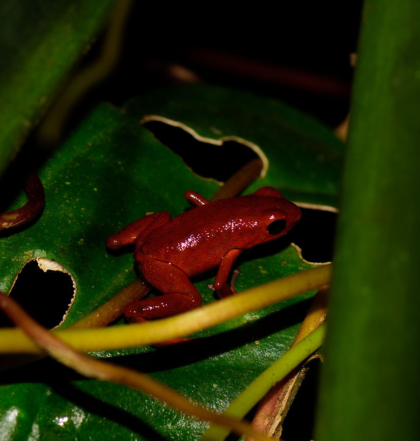 Andinobates victimatus - in habitat II, Uraba, Colombia This observation is our main trophy from Uraba, and in many ways of our entire 2017 trip, for both its natural value and its symbolic value. This species is locally endemic to the Northwest of Colombia and had only been described 6 months earlier.<br />
<br />
The symbolic value is in its naming, victimatus, dedicated to the victims of armed conflict in this poor area of Colombia. It also radiates a sense of hope, as the scientist discovering and describing the species is a young Afro-Colombian born in this region. Against all odds, he managed to escape poverty and a lack of opportunity, and turned it into this.<br />
<br />
A few minutes before this observation, we had a strange encounter with illegal goldminers coming our way from the narrow forest path. Some greeted us when passing by, yet one insisted on stopping straight in front of me, and giving me a death stare for a solid 10 seconds. Which I returned. Not a word was said, but they were clearly not happy with our presence, even less so because of our cameras. Continuing, we could see signs of an improvised camp further down the path, and our guide shared that its probably not a good idea to find out if there&#039;s any weapons there. <br />
<br />
So we turned around, and whilst walking back I was contemplating in my mind what just happened. An unfortunate non-event, or a life threatening one. That thought was washed away instantly when our guide found this frog. <br />
<br />
Given how &quot;new&quot; this species is to science, I&#039;m going to be generous in sharing many shots. As an ethical disclaimer, we found this frog in the bushes on what looks like a Bromeliad plant. It was located based on its call. However, as the scene was very dark and obscured, our guide picked it up, and then we put it on a large leaf on the forest floor for some better shots. It was then placed back exactly where it came from. <br />
<br />
Personally, we find the symbolic value of this observation the most valuable. We&#039;ve come to love and deeply respect Colombia and its stunning wildlife and will be going back for a 3rd round later this year. This country deserves a far better reputation than it has, it is awesome, full of potential, and well into its next chapter, one of hope and pride.<br />
<br />
Full set:<br />
<figure class="photo"><a href="https://www.jungledragon.com/image/59096/andinobates_victimatus_-_in_habitat_uraba_colombia.html" title="Andinobates victimatus - in habitat, Uraba, Colombia"><img src="https://s3.amazonaws.com/media.jungledragon.com/images/2/59096_thumb.jpg?AWSAccessKeyId=05GMT0V3GWVNE7GGM1R2&Expires=1767225610&Signature=IY9urx%2FU8Vn1pbEAd3gt8hklPKw%3D" width="200" height="142" alt="Andinobates victimatus - in habitat, Uraba, Colombia This observation is our main trophy from Uraba, and in many ways of our entire 2017 trip, for both its natural value and its symbolic value. This species is locally endemic to the Northwest of Colombia and had only been described 6 months earlier.<br />
<br />
The symbolic value is in its naming, victimatus, dedicated to the victims of armed conflict in this poor area of Colombia. It also radiates a sense of hope, as the scientist discovering and describing the species is a young Afro-Colombian born in this region. Against all odds, he managed to escape poverty and a lack of opportunity, and turned it into this.<br />
<br />
A few minutes before this observation, we had a strange encounter with illegal goldminers coming our way from the narrow forest path. Some greeted us when passing by, yet one insisted on stopping straight in front of me, and giving me a death stare for a solid 10 seconds. Which I returned. Not a word was said, but they were clearly not happy with our presence, even less so because of our cameras. Continuing, we could see signs of an improvised camp further down the path, and our guide shared that its probably not a good idea to find out if there&#039;s any weapons there. <br />
<br />
So we turned around, and whilst walking back I was contemplating in my mind what just happened. An unfortunate non-event, or a life threatening one. That thought was washed away instantly when our guide found this frog. <br />
<br />
Given how &quot;new&quot; this species is to science, I&#039;m going to be generous in sharing many shots. As an ethical disclaimer, we found this frog in the bushes on what looks like a Bromeliad plant. It was located based on its call. However, as the scene was very dark and obscured, our guide picked it up, and then we put it on a large leaf on the forest floor for some better shots. It was then placed back exactly where it came from. <br />
<br />
Personally, we find the symbolic value of this observation the most valuable. We&#039;ve come to love and deeply respect Colombia and its stunning wildlife and will be going back for a 3rd round later this year. This country deserves a far better reputation than it has, it is awesome, full of potential, and well into its next chapter, one of hope and pride.<br />
<br />
Full set:<br />
https://www.jungledragon.com/image/59096/andinobates_victimatus_-_in_habitat_uraba_colombia.html<br />
https://www.jungledragon.com/image/59097/andinobates_victimatus_-_in_habitat_ii_uraba_colombia.html<br />
https://www.jungledragon.com/image/59098/andinobates_victimatus_-_full_body_uraba_colombia.html<br />
https://www.jungledragon.com/image/59099/andinobates_victimatus_-_side_view_uraba_colombia.html<br />
https://www.jungledragon.com/image/59100/andinobates_victimatus_-_top_view_uraba_colombia.html<br />
https://www.jungledragon.com/image/59101/andinobates_victimatus_-_full_body_side_view_uraba_colombia.html<br />
https://www.jungledragon.com/image/59102/andinobates_victimatus_-_face_closeup_uraba_colombia.html<br />
https://www.jungledragon.com/image/59103/andinobates_victimatus_-_front_view_uraba_colombia.html<br />
https://www.jungledragon.com/image/59104/andinobates_victimatus_-_front_view_ii_uraba_colombia.html<br />
https://www.jungledragon.com/image/59105/andinobates_victimatus_-_face_closeup_ii_uraba_colombia.html Andinobates victimatus,Antioquia,Colombia,Colombia Choco &amp; Pacific region,South America,Uraba,Urab&aacute;,World" /></a></figure><br />
<figure class="photo"><a href="https://www.jungledragon.com/image/59097/andinobates_victimatus_-_in_habitat_ii_uraba_colombia.html" title="Andinobates victimatus - in habitat II, Uraba, Colombia"><img src="https://s3.amazonaws.com/media.jungledragon.com/images/2/59097_thumb.jpg?AWSAccessKeyId=05GMT0V3GWVNE7GGM1R2&Expires=1767225610&Signature=mjRcm47XdM6BOWCnUq0Gx5kYoi8%3D" width="146" height="152" alt="Andinobates victimatus - in habitat II, Uraba, Colombia This observation is our main trophy from Uraba, and in many ways of our entire 2017 trip, for both its natural value and its symbolic value. This species is locally endemic to the Northwest of Colombia and had only been described 6 months earlier.<br />
<br />
The symbolic value is in its naming, victimatus, dedicated to the victims of armed conflict in this poor area of Colombia. It also radiates a sense of hope, as the scientist discovering and describing the species is a young Afro-Colombian born in this region. Against all odds, he managed to escape poverty and a lack of opportunity, and turned it into this.<br />
<br />
A few minutes before this observation, we had a strange encounter with illegal goldminers coming our way from the narrow forest path. Some greeted us when passing by, yet one insisted on stopping straight in front of me, and giving me a death stare for a solid 10 seconds. Which I returned. Not a word was said, but they were clearly not happy with our presence, even less so because of our cameras. Continuing, we could see signs of an improvised camp further down the path, and our guide shared that its probably not a good idea to find out if there&#039;s any weapons there. <br />
<br />
So we turned around, and whilst walking back I was contemplating in my mind what just happened. An unfortunate non-event, or a life threatening one. That thought was washed away instantly when our guide found this frog. <br />
<br />
Given how &quot;new&quot; this species is to science, I&#039;m going to be generous in sharing many shots. As an ethical disclaimer, we found this frog in the bushes on what looks like a Bromeliad plant. It was located based on its call. However, as the scene was very dark and obscured, our guide picked it up, and then we put it on a large leaf on the forest floor for some better shots. It was then placed back exactly where it came from. <br />
<br />
Personally, we find the symbolic value of this observation the most valuable. We&#039;ve come to love and deeply respect Colombia and its stunning wildlife and will be going back for a 3rd round later this year. This country deserves a far better reputation than it has, it is awesome, full of potential, and well into its next chapter, one of hope and pride.<br />
<br />
Full set:<br />
https://www.jungledragon.com/image/59096/andinobates_victimatus_-_in_habitat_uraba_colombia.html<br />
https://www.jungledragon.com/image/59097/andinobates_victimatus_-_in_habitat_ii_uraba_colombia.html<br />
https://www.jungledragon.com/image/59098/andinobates_victimatus_-_full_body_uraba_colombia.html<br />
https://www.jungledragon.com/image/59099/andinobates_victimatus_-_side_view_uraba_colombia.html<br />
https://www.jungledragon.com/image/59100/andinobates_victimatus_-_top_view_uraba_colombia.html<br />
https://www.jungledragon.com/image/59101/andinobates_victimatus_-_full_body_side_view_uraba_colombia.html<br />
https://www.jungledragon.com/image/59102/andinobates_victimatus_-_face_closeup_uraba_colombia.html<br />
https://www.jungledragon.com/image/59103/andinobates_victimatus_-_front_view_uraba_colombia.html<br />
https://www.jungledragon.com/image/59104/andinobates_victimatus_-_front_view_ii_uraba_colombia.html<br />
https://www.jungledragon.com/image/59105/andinobates_victimatus_-_face_closeup_ii_uraba_colombia.html Andinobates victimatus,Antioquia,Colombia,Colombia Choco &amp; Pacific region,South America,Uraba,Urab&aacute;,World" /></a></figure><br />
<figure class="photo"><a href="https://www.jungledragon.com/image/59098/andinobates_victimatus_-_full_body_uraba_colombia.html" title="Andinobates victimatus - full body, Uraba, Colombia"><img src="https://s3.amazonaws.com/media.jungledragon.com/images/2/59098_thumb.jpg?AWSAccessKeyId=05GMT0V3GWVNE7GGM1R2&Expires=1767225610&Signature=QlW48Df6GmMP2qWtVwN4vTu5UyM%3D" width="200" height="142" alt="Andinobates victimatus - full body, Uraba, Colombia This observation is our main trophy from Uraba, and in many ways of our entire 2017 trip, for both its natural value and its symbolic value. This species is locally endemic to the Northwest of Colombia and had only been described 6 months earlier.<br />
<br />
The symbolic value is in its naming, victimatus, dedicated to the victims of armed conflict in this poor area of Colombia. It also radiates a sense of hope, as the scientist discovering and describing the species is a young Afro-Colombian born in this region. Against all odds, he managed to escape poverty and a lack of opportunity, and turned it into this.<br />
<br />
A few minutes before this observation, we had a strange encounter with illegal goldminers coming our way from the narrow forest path. Some greeted us when passing by, yet one insisted on stopping straight in front of me, and giving me a death stare for a solid 10 seconds. Which I returned. Not a word was said, but they were clearly not happy with our presence, even less so because of our cameras. Continuing, we could see signs of an improvised camp further down the path, and our guide shared that its probably not a good idea to find out if there&#039;s any weapons there. <br />
<br />
So we turned around, and whilst walking back I was contemplating in my mind what just happened. An unfortunate non-event, or a life threatening one. That thought was washed away instantly when our guide found this frog. <br />
<br />
Given how &quot;new&quot; this species is to science, I&#039;m going to be generous in sharing many shots. As an ethical disclaimer, we found this frog in the bushes on what looks like a Bromeliad plant. It was located based on its call. However, as the scene was very dark and obscured, our guide picked it up, and then we put it on a large leaf on the forest floor for some better shots. It was then placed back exactly where it came from. <br />
<br />
Personally, we find the symbolic value of this observation the most valuable. We&#039;ve come to love and deeply respect Colombia and its stunning wildlife and will be going back for a 3rd round later this year. This country deserves a far better reputation than it has, it is awesome, full of potential, and well into its next chapter, one of hope and pride.<br />
<br />
Full set:<br />
https://www.jungledragon.com/image/59096/andinobates_victimatus_-_in_habitat_uraba_colombia.html<br />
https://www.jungledragon.com/image/59097/andinobates_victimatus_-_in_habitat_ii_uraba_colombia.html<br />
https://www.jungledragon.com/image/59098/andinobates_victimatus_-_full_body_uraba_colombia.html<br />
https://www.jungledragon.com/image/59099/andinobates_victimatus_-_side_view_uraba_colombia.html<br />
https://www.jungledragon.com/image/59100/andinobates_victimatus_-_top_view_uraba_colombia.html<br />
https://www.jungledragon.com/image/59101/andinobates_victimatus_-_full_body_side_view_uraba_colombia.html<br />
https://www.jungledragon.com/image/59102/andinobates_victimatus_-_face_closeup_uraba_colombia.html<br />
https://www.jungledragon.com/image/59103/andinobates_victimatus_-_front_view_uraba_colombia.html<br />
https://www.jungledragon.com/image/59104/andinobates_victimatus_-_front_view_ii_uraba_colombia.html<br />
https://www.jungledragon.com/image/59105/andinobates_victimatus_-_face_closeup_ii_uraba_colombia.html Andinobates victimatus,Antioquia,Colombia,Colombia Choco &amp; Pacific region,South America,Uraba,Urab&aacute;,World" /></a></figure><br />
<figure class="photo"><a href="https://www.jungledragon.com/image/59099/andinobates_victimatus_-_side_view_uraba_colombia.html" title="Andinobates victimatus - side view, Uraba, Colombia"><img src="https://s3.amazonaws.com/media.jungledragon.com/images/2/59099_thumb.jpg?AWSAccessKeyId=05GMT0V3GWVNE7GGM1R2&Expires=1767225610&Signature=aQi5Ltq17UzyJZyANDs8ls1JxOo%3D" width="200" height="200" alt="Andinobates victimatus - side view, Uraba, Colombia This observation is our main trophy from Uraba, and in many ways of our entire 2017 trip, for both its natural value and its symbolic value. This species is locally endemic to the Northwest of Colombia and had only been described 6 months earlier.<br />
<br />
The symbolic value is in its naming, victimatus, dedicated to the victims of armed conflict in this poor area of Colombia. It also radiates a sense of hope, as the scientist discovering and describing the species is a young Afro-Colombian born in this region. Against all odds, he managed to escape poverty and a lack of opportunity, and turned it into this.<br />
<br />
A few minutes before this observation, we had a strange encounter with illegal goldminers coming our way from the narrow forest path. Some greeted us when passing by, yet one insisted on stopping straight in front of me, and giving me a death stare for a solid 10 seconds. Which I returned. Not a word was said, but they were clearly not happy with our presence, even less so because of our cameras. Continuing, we could see signs of an improvised camp further down the path, and our guide shared that its probably not a good idea to find out if there&#039;s any weapons there. <br />
<br />
So we turned around, and whilst walking back I was contemplating in my mind what just happened. An unfortunate non-event, or a life threatening one. That thought was washed away instantly when our guide found this frog. <br />
<br />
Given how &quot;new&quot; this species is to science, I&#039;m going to be generous in sharing many shots. As an ethical disclaimer, we found this frog in the bushes on what looks like a Bromeliad plant. It was located based on its call. However, as the scene was very dark and obscured, our guide picked it up, and then we put it on a large leaf on the forest floor for some better shots. It was then placed back exactly where it came from. <br />
<br />
Personally, we find the symbolic value of this observation the most valuable. We&#039;ve come to love and deeply respect Colombia and its stunning wildlife and will be going back for a 3rd round later this year. This country deserves a far better reputation than it has, it is awesome, full of potential, and well into its next chapter, one of hope and pride.<br />
<br />
Full set:<br />
https://www.jungledragon.com/image/59096/andinobates_victimatus_-_in_habitat_uraba_colombia.html<br />
https://www.jungledragon.com/image/59097/andinobates_victimatus_-_in_habitat_ii_uraba_colombia.html<br />
https://www.jungledragon.com/image/59098/andinobates_victimatus_-_full_body_uraba_colombia.html<br />
https://www.jungledragon.com/image/59099/andinobates_victimatus_-_side_view_uraba_colombia.html<br />
https://www.jungledragon.com/image/59100/andinobates_victimatus_-_top_view_uraba_colombia.html<br />
https://www.jungledragon.com/image/59101/andinobates_victimatus_-_full_body_side_view_uraba_colombia.html<br />
https://www.jungledragon.com/image/59102/andinobates_victimatus_-_face_closeup_uraba_colombia.html<br />
https://www.jungledragon.com/image/59103/andinobates_victimatus_-_front_view_uraba_colombia.html<br />
https://www.jungledragon.com/image/59104/andinobates_victimatus_-_front_view_ii_uraba_colombia.html<br />
https://www.jungledragon.com/image/59105/andinobates_victimatus_-_face_closeup_ii_uraba_colombia.html Andinobates victimatus,Antioquia,Colombia,Colombia Choco &amp; Pacific region,South America,Uraba,Urab&aacute;,World" /></a></figure><br />
<figure class="photo"><a href="https://www.jungledragon.com/image/59100/andinobates_victimatus_-_top_view_uraba_colombia.html" title="Andinobates victimatus - top view, Uraba, Colombia"><img src="https://s3.amazonaws.com/media.jungledragon.com/images/2/59100_thumb.jpg?AWSAccessKeyId=05GMT0V3GWVNE7GGM1R2&Expires=1767225610&Signature=5Mu1nKjVh2PyWDrDc2YGWMhPWho%3D" width="200" height="200" alt="Andinobates victimatus - top view, Uraba, Colombia This observation is our main trophy from Uraba, and in many ways of our entire 2017 trip, for both its natural value and its symbolic value. This species is locally endemic to the Northwest of Colombia and had only been described 6 months earlier.<br />
<br />
The symbolic value is in its naming, victimatus, dedicated to the victims of armed conflict in this poor area of Colombia. It also radiates a sense of hope, as the scientist discovering and describing the species is a young Afro-Colombian born in this region. Against all odds, he managed to escape poverty and a lack of opportunity, and turned it into this.<br />
<br />
A few minutes before this observation, we had a strange encounter with illegal goldminers coming our way from the narrow forest path. Some greeted us when passing by, yet one insisted on stopping straight in front of me, and giving me a death stare for a solid 10 seconds. Which I returned. Not a word was said, but they were clearly not happy with our presence, even less so because of our cameras. Continuing, we could see signs of an improvised camp further down the path, and our guide shared that its probably not a good idea to find out if there&#039;s any weapons there. <br />
<br />
So we turned around, and whilst walking back I was contemplating in my mind what just happened. An unfortunate non-event, or a life threatening one. That thought was washed away instantly when our guide found this frog. <br />
<br />
Given how &quot;new&quot; this species is to science, I&#039;m going to be generous in sharing many shots. As an ethical disclaimer, we found this frog in the bushes on what looks like a Bromeliad plant. It was located based on its call. However, as the scene was very dark and obscured, our guide picked it up, and then we put it on a large leaf on the forest floor for some better shots. It was then placed back exactly where it came from. <br />
<br />
Personally, we find the symbolic value of this observation the most valuable. We&#039;ve come to love and deeply respect Colombia and its stunning wildlife and will be going back for a 3rd round later this year. This country deserves a far better reputation than it has, it is awesome, full of potential, and well into its next chapter, one of hope and pride.<br />
<br />
Full set:<br />
https://www.jungledragon.com/image/59096/andinobates_victimatus_-_in_habitat_uraba_colombia.html<br />
https://www.jungledragon.com/image/59097/andinobates_victimatus_-_in_habitat_ii_uraba_colombia.html<br />
https://www.jungledragon.com/image/59098/andinobates_victimatus_-_full_body_uraba_colombia.html<br />
https://www.jungledragon.com/image/59099/andinobates_victimatus_-_side_view_uraba_colombia.html<br />
https://www.jungledragon.com/image/59100/andinobates_victimatus_-_top_view_uraba_colombia.html<br />
https://www.jungledragon.com/image/59101/andinobates_victimatus_-_full_body_side_view_uraba_colombia.html<br />
https://www.jungledragon.com/image/59102/andinobates_victimatus_-_face_closeup_uraba_colombia.html<br />
https://www.jungledragon.com/image/59103/andinobates_victimatus_-_front_view_uraba_colombia.html<br />
https://www.jungledragon.com/image/59104/andinobates_victimatus_-_front_view_ii_uraba_colombia.html<br />
https://www.jungledragon.com/image/59105/andinobates_victimatus_-_face_closeup_ii_uraba_colombia.html Andinobates victimatus,Antioquia,Colombia,Colombia Choco &amp; Pacific region,South America,Uraba,Urab&aacute;,World" /></a></figure><br />
<figure class="photo"><a href="https://www.jungledragon.com/image/59101/andinobates_victimatus_-_full_body_side_view_uraba_colombia.html" title="Andinobates victimatus - full body side view, Uraba, Colombia"><img src="https://s3.amazonaws.com/media.jungledragon.com/images/2/59101_thumb.jpg?AWSAccessKeyId=05GMT0V3GWVNE7GGM1R2&Expires=1767225610&Signature=gwQWf52Rrkpu0oWv2maoNV5LBf8%3D" width="200" height="140" alt="Andinobates victimatus - full body side view, Uraba, Colombia This observation is our main trophy from Uraba, and in many ways of our entire 2017 trip, for both its natural value and its symbolic value. This species is locally endemic to the Northwest of Colombia and had only been described 6 months earlier.<br />
<br />
The symbolic value is in its naming, victimatus, dedicated to the victims of armed conflict in this poor area of Colombia. It also radiates a sense of hope, as the scientist discovering and describing the species is a young Afro-Colombian born in this region. Against all odds, he managed to escape poverty and a lack of opportunity, and turned it into this.<br />
<br />
A few minutes before this observation, we had a strange encounter with illegal goldminers coming our way from the narrow forest path. Some greeted us when passing by, yet one insisted on stopping straight in front of me, and giving me a death stare for a solid 10 seconds. Which I returned. Not a word was said, but they were clearly not happy with our presence, even less so because of our cameras. Continuing, we could see signs of an improvised camp further down the path, and our guide shared that its probably not a good idea to find out if there&#039;s any weapons there. <br />
<br />
So we turned around, and whilst walking back I was contemplating in my mind what just happened. An unfortunate non-event, or a life threatening one. That thought was washed away instantly when our guide found this frog. <br />
<br />
Given how &quot;new&quot; this species is to science, I&#039;m going to be generous in sharing many shots. As an ethical disclaimer, we found this frog in the bushes on what looks like a Bromeliad plant. It was located based on its call. However, as the scene was very dark and obscured, our guide picked it up, and then we put it on a large leaf on the forest floor for some better shots. It was then placed back exactly where it came from. <br />
<br />
Personally, we find the symbolic value of this observation the most valuable. We&#039;ve come to love and deeply respect Colombia and its stunning wildlife and will be going back for a 3rd round later this year. This country deserves a far better reputation than it has, it is awesome, full of potential, and well into its next chapter, one of hope and pride.<br />
<br />
Full set:<br />
https://www.jungledragon.com/image/59096/andinobates_victimatus_-_in_habitat_uraba_colombia.html<br />
https://www.jungledragon.com/image/59097/andinobates_victimatus_-_in_habitat_ii_uraba_colombia.html<br />
https://www.jungledragon.com/image/59098/andinobates_victimatus_-_full_body_uraba_colombia.html<br />
https://www.jungledragon.com/image/59099/andinobates_victimatus_-_side_view_uraba_colombia.html<br />
https://www.jungledragon.com/image/59100/andinobates_victimatus_-_top_view_uraba_colombia.html<br />
https://www.jungledragon.com/image/59101/andinobates_victimatus_-_full_body_side_view_uraba_colombia.html<br />
https://www.jungledragon.com/image/59102/andinobates_victimatus_-_face_closeup_uraba_colombia.html<br />
https://www.jungledragon.com/image/59103/andinobates_victimatus_-_front_view_uraba_colombia.html<br />
https://www.jungledragon.com/image/59104/andinobates_victimatus_-_front_view_ii_uraba_colombia.html<br />
https://www.jungledragon.com/image/59105/andinobates_victimatus_-_face_closeup_ii_uraba_colombia.html Andinobates victimatus,Antioquia,Colombia,Colombia Choco &amp; Pacific region,South America,Uraba,Urab&aacute;,World" /></a></figure><br />
<figure class="photo"><a href="https://www.jungledragon.com/image/59102/andinobates_victimatus_-_face_closeup_uraba_colombia.html" title="Andinobates victimatus - face closeup, Uraba, Colombia"><img src="https://s3.amazonaws.com/media.jungledragon.com/images/2/59102_thumb.jpg?AWSAccessKeyId=05GMT0V3GWVNE7GGM1R2&Expires=1767225610&Signature=vkJn0IHlxK3V6Sx4BjttEbf0QRE%3D" width="200" height="126" alt="Andinobates victimatus - face closeup, Uraba, Colombia This observation is our main trophy from Uraba, and in many ways of our entire 2017 trip, for both its natural value and its symbolic value. This species is locally endemic to the Northwest of Colombia and had only been described 6 months earlier.<br />
<br />
The symbolic value is in its naming, victimatus, dedicated to the victims of armed conflict in this poor area of Colombia. It also radiates a sense of hope, as the scientist discovering and describing the species is a young Afro-Colombian born in this region. Against all odds, he managed to escape poverty and a lack of opportunity, and turned it into this.<br />
<br />
A few minutes before this observation, we had a strange encounter with illegal goldminers coming our way from the narrow forest path. Some greeted us when passing by, yet one insisted on stopping straight in front of me, and giving me a death stare for a solid 10 seconds. Which I returned. Not a word was said, but they were clearly not happy with our presence, even less so because of our cameras. Continuing, we could see signs of an improvised camp further down the path, and our guide shared that its probably not a good idea to find out if there&#039;s any weapons there. <br />
<br />
So we turned around, and whilst walking back I was contemplating in my mind what just happened. An unfortunate non-event, or a life threatening one. That thought was washed away instantly when our guide found this frog. <br />
<br />
Given how &quot;new&quot; this species is to science, I&#039;m going to be generous in sharing many shots. As an ethical disclaimer, we found this frog in the bushes on what looks like a Bromeliad plant. It was located based on its call. However, as the scene was very dark and obscured, our guide picked it up, and then we put it on a large leaf on the forest floor for some better shots. It was then placed back exactly where it came from. <br />
<br />
Personally, we find the symbolic value of this observation the most valuable. We&#039;ve come to love and deeply respect Colombia and its stunning wildlife and will be going back for a 3rd round later this year. This country deserves a far better reputation than it has, it is awesome, full of potential, and well into its next chapter, one of hope and pride.<br />
<br />
Full set:<br />
https://www.jungledragon.com/image/59096/andinobates_victimatus_-_in_habitat_uraba_colombia.html<br />
https://www.jungledragon.com/image/59097/andinobates_victimatus_-_in_habitat_ii_uraba_colombia.html<br />
https://www.jungledragon.com/image/59098/andinobates_victimatus_-_full_body_uraba_colombia.html<br />
https://www.jungledragon.com/image/59099/andinobates_victimatus_-_side_view_uraba_colombia.html<br />
https://www.jungledragon.com/image/59100/andinobates_victimatus_-_top_view_uraba_colombia.html<br />
https://www.jungledragon.com/image/59101/andinobates_victimatus_-_full_body_side_view_uraba_colombia.html<br />
https://www.jungledragon.com/image/59102/andinobates_victimatus_-_face_closeup_uraba_colombia.html<br />
https://www.jungledragon.com/image/59103/andinobates_victimatus_-_front_view_uraba_colombia.html<br />
https://www.jungledragon.com/image/59104/andinobates_victimatus_-_front_view_ii_uraba_colombia.html<br />
https://www.jungledragon.com/image/59105/andinobates_victimatus_-_face_closeup_ii_uraba_colombia.html Andinobates victimatus,Antioquia,Colombia,Colombia Choco &amp; Pacific region,South America,Uraba,Urab&aacute;,World" /></a></figure><br />
<figure class="photo"><a href="https://www.jungledragon.com/image/59103/andinobates_victimatus_-_front_view_uraba_colombia.html" title="Andinobates victimatus - front view, Uraba, Colombia"><img src="https://s3.amazonaws.com/media.jungledragon.com/images/2/59103_thumb.jpg?AWSAccessKeyId=05GMT0V3GWVNE7GGM1R2&Expires=1767225610&Signature=jlgJoUVQLks%2FWIHeIbDA7VfgzRA%3D" width="200" height="114" alt="Andinobates victimatus - front view, Uraba, Colombia This observation is our main trophy from Uraba, and in many ways of our entire 2017 trip, for both its natural value and its symbolic value. This species is locally endemic to the Northwest of Colombia and had only been described 6 months earlier.<br />
<br />
The symbolic value is in its naming, victimatus, dedicated to the victims of armed conflict in this poor area of Colombia. It also radiates a sense of hope, as the scientist discovering and describing the species is a young Afro-Colombian born in this region. Against all odds, he managed to escape poverty and a lack of opportunity, and turned it into this.<br />
<br />
A few minutes before this observation, we had a strange encounter with illegal goldminers coming our way from the narrow forest path. Some greeted us when passing by, yet one insisted on stopping straight in front of me, and giving me a death stare for a solid 10 seconds. Which I returned. Not a word was said, but they were clearly not happy with our presence, even less so because of our cameras. Continuing, we could see signs of an improvised camp further down the path, and our guide shared that its probably not a good idea to find out if there&#039;s any weapons there. <br />
<br />
So we turned around, and whilst walking back I was contemplating in my mind what just happened. An unfortunate non-event, or a life threatening one. That thought was washed away instantly when our guide found this frog. <br />
<br />
Given how &quot;new&quot; this species is to science, I&#039;m going to be generous in sharing many shots. As an ethical disclaimer, we found this frog in the bushes on what looks like a Bromeliad plant. It was located based on its call. However, as the scene was very dark and obscured, our guide picked it up, and then we put it on a large leaf on the forest floor for some better shots. It was then placed back exactly where it came from. <br />
<br />
Personally, we find the symbolic value of this observation the most valuable. We&#039;ve come to love and deeply respect Colombia and its stunning wildlife and will be going back for a 3rd round later this year. This country deserves a far better reputation than it has, it is awesome, full of potential, and well into its next chapter, one of hope and pride.<br />
<br />
Full set:<br />
https://www.jungledragon.com/image/59096/andinobates_victimatus_-_in_habitat_uraba_colombia.html<br />
https://www.jungledragon.com/image/59097/andinobates_victimatus_-_in_habitat_ii_uraba_colombia.html<br />
https://www.jungledragon.com/image/59098/andinobates_victimatus_-_full_body_uraba_colombia.html<br />
https://www.jungledragon.com/image/59099/andinobates_victimatus_-_side_view_uraba_colombia.html<br />
https://www.jungledragon.com/image/59100/andinobates_victimatus_-_top_view_uraba_colombia.html<br />
https://www.jungledragon.com/image/59101/andinobates_victimatus_-_full_body_side_view_uraba_colombia.html<br />
https://www.jungledragon.com/image/59102/andinobates_victimatus_-_face_closeup_uraba_colombia.html<br />
https://www.jungledragon.com/image/59103/andinobates_victimatus_-_front_view_uraba_colombia.html<br />
https://www.jungledragon.com/image/59104/andinobates_victimatus_-_front_view_ii_uraba_colombia.html<br />
https://www.jungledragon.com/image/59105/andinobates_victimatus_-_face_closeup_ii_uraba_colombia.html Andinobates victimatus,Antioquia,Colombia,Colombia Choco &amp; Pacific region,South America,Uraba,Urab&aacute;,World" /></a></figure><br />
<figure class="photo"><a href="https://www.jungledragon.com/image/59104/andinobates_victimatus_-_front_view_ii_uraba_colombia.html" title="Andinobates victimatus - front view II, Uraba, Colombia"><img src="https://s3.amazonaws.com/media.jungledragon.com/images/2/59104_thumb.jpg?AWSAccessKeyId=05GMT0V3GWVNE7GGM1R2&Expires=1767225610&Signature=BkZcFcVFjmg1VVoOXptK99Rra2I%3D" width="200" height="134" alt="Andinobates victimatus - front view II, Uraba, Colombia This observation is our main trophy from Uraba, and in many ways of our entire 2017 trip, for both its natural value and its symbolic value. This species is locally endemic to the Northwest of Colombia and had only been described 6 months earlier.<br />
<br />
The symbolic value is in its naming, victimatus, dedicated to the victims of armed conflict in this poor area of Colombia. It also radiates a sense of hope, as the scientist discovering and describing the species is a young Afro-Colombian born in this region. Against all odds, he managed to escape poverty and a lack of opportunity, and turned it into this.<br />
<br />
A few minutes before this observation, we had a strange encounter with illegal goldminers coming our way from the narrow forest path. Some greeted us when passing by, yet one insisted on stopping straight in front of me, and giving me a death stare for a solid 10 seconds. Which I returned. Not a word was said, but they were clearly not happy with our presence, even less so because of our cameras. Continuing, we could see signs of an improvised camp further down the path, and our guide shared that its probably not a good idea to find out if there&#039;s any weapons there. <br />
<br />
So we turned around, and whilst walking back I was contemplating in my mind what just happened. An unfortunate non-event, or a life threatening one. That thought was washed away instantly when our guide found this frog. <br />
<br />
Given how &quot;new&quot; this species is to science, I&#039;m going to be generous in sharing many shots. As an ethical disclaimer, we found this frog in the bushes on what looks like a Bromeliad plant. It was located based on its call. However, as the scene was very dark and obscured, our guide picked it up, and then we put it on a large leaf on the forest floor for some better shots. It was then placed back exactly where it came from. <br />
<br />
Personally, we find the symbolic value of this observation the most valuable. We&#039;ve come to love and deeply respect Colombia and its stunning wildlife and will be going back for a 3rd round later this year. This country deserves a far better reputation than it has, it is awesome, full of potential, and well into its next chapter, one of hope and pride.<br />
<br />
Full set:<br />
https://www.jungledragon.com/image/59096/andinobates_victimatus_-_in_habitat_uraba_colombia.html<br />
https://www.jungledragon.com/image/59097/andinobates_victimatus_-_in_habitat_ii_uraba_colombia.html<br />
https://www.jungledragon.com/image/59098/andinobates_victimatus_-_full_body_uraba_colombia.html<br />
https://www.jungledragon.com/image/59099/andinobates_victimatus_-_side_view_uraba_colombia.html<br />
https://www.jungledragon.com/image/59100/andinobates_victimatus_-_top_view_uraba_colombia.html<br />
https://www.jungledragon.com/image/59101/andinobates_victimatus_-_full_body_side_view_uraba_colombia.html<br />
https://www.jungledragon.com/image/59102/andinobates_victimatus_-_face_closeup_uraba_colombia.html<br />
https://www.jungledragon.com/image/59103/andinobates_victimatus_-_front_view_uraba_colombia.html<br />
https://www.jungledragon.com/image/59104/andinobates_victimatus_-_front_view_ii_uraba_colombia.html<br />
https://www.jungledragon.com/image/59105/andinobates_victimatus_-_face_closeup_ii_uraba_colombia.html Andinobates victimatus,Antioquia,Colombia,Colombia Choco &amp; Pacific region,South America,Uraba,Urab&aacute;,World" /></a></figure><br />
<figure class="photo"><a href="https://www.jungledragon.com/image/59105/andinobates_victimatus_-_face_closeup_ii_uraba_colombia.html" title="Andinobates victimatus - face closeup II, Uraba, Colombia"><img src="https://s3.amazonaws.com/media.jungledragon.com/images/2/59105_thumb.jpg?AWSAccessKeyId=05GMT0V3GWVNE7GGM1R2&Expires=1767225610&Signature=UTsukZGkHOqhtihXuFk2UEaXJg8%3D" width="200" height="134" alt="Andinobates victimatus - face closeup II, Uraba, Colombia This observation is our main trophy from Uraba, and in many ways of our entire 2017 trip, for both its natural value and its symbolic value. This species is locally endemic to the Northwest of Colombia and had only been described 6 months earlier.<br />
<br />
The symbolic value is in its naming, victimatus, dedicated to the victims of armed conflict in this poor area of Colombia. It also radiates a sense of hope, as the scientist discovering and describing the species is a young Afro-Colombian born in this region. Against all odds, he managed to escape poverty and a lack of opportunity, and turned it into this.<br />
<br />
A few minutes before this observation, we had a strange encounter with illegal goldminers coming our way from the narrow forest path. Some greeted us when passing by, yet one insisted on stopping straight in front of me, and giving me a death stare for a solid 10 seconds. Which I returned. Not a word was said, but they were clearly not happy with our presence, even less so because of our cameras. Continuing, we could see signs of an improvised camp further down the path, and our guide shared that its probably not a good idea to find out if there&#039;s any weapons there. <br />
<br />
So we turned around, and whilst walking back I was contemplating in my mind what just happened. An unfortunate non-event, or a life threatening one. That thought was washed away instantly when our guide found this frog. <br />
<br />
Given how &quot;new&quot; this species is to science, I&#039;m going to be generous in sharing many shots. As an ethical disclaimer, we found this frog in the bushes on what looks like a Bromeliad plant. It was located based on its call. However, as the scene was very dark and obscured, our guide picked it up, and then we put it on a large leaf on the forest floor for some better shots. It was then placed back exactly where it came from. <br />
<br />
Personally, we find the symbolic value of this observation the most valuable. We&#039;ve come to love and deeply respect Colombia and its stunning wildlife and will be going back for a 3rd round later this year. This country deserves a far better reputation than it has, it is awesome, full of potential, and well into its next chapter, one of hope and pride.<br />
<br />
Full set:<br />
https://www.jungledragon.com/image/59096/andinobates_victimatus_-_in_habitat_uraba_colombia.html<br />
https://www.jungledragon.com/image/59097/andinobates_victimatus_-_in_habitat_ii_uraba_colombia.html<br />
https://www.jungledragon.com/image/59098/andinobates_victimatus_-_full_body_uraba_colombia.html<br />
https://www.jungledragon.com/image/59099/andinobates_victimatus_-_side_view_uraba_colombia.html<br />
https://www.jungledragon.com/image/59100/andinobates_victimatus_-_top_view_uraba_colombia.html<br />
https://www.jungledragon.com/image/59101/andinobates_victimatus_-_full_body_side_view_uraba_colombia.html<br />
https://www.jungledragon.com/image/59102/andinobates_victimatus_-_face_closeup_uraba_colombia.html<br />
https://www.jungledragon.com/image/59103/andinobates_victimatus_-_front_view_uraba_colombia.html<br />
https://www.jungledragon.com/image/59104/andinobates_victimatus_-_front_view_ii_uraba_colombia.html<br />
https://www.jungledragon.com/image/59105/andinobates_victimatus_-_face_closeup_ii_uraba_colombia.html Andinobates victimatus,Antioquia,Colombia,Colombia Choco &amp; Pacific region,South America,Uraba,Urab&aacute;,World" /></a></figure> Andinobates victimatus,Antioquia,Colombia,Colombia Choco & Pacific region,South America,Uraba,Urabá,World