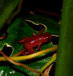 Andinobates victimatus - in habitat II, Uraba, Colombia This observation is our main trophy from Uraba, and in many ways of our entire 2017 trip, for both its natural value and its symbolic value. This species is locally endemic to the Northwest of Colombia and had only been described 6 months earlier.<br />
<br />
The symbolic value is in its naming, victimatus, dedicated to the victims of armed conflict in this poor area of Colombia. It also radiates a sense of hope, as the scientist discovering and describing the species is a young Afro-Colombian born in this region. Against all odds, he managed to escape poverty and a lack of opportunity, and turned it into this.<br />
<br />
A few minutes before this observation, we had a strange encounter with illegal goldminers coming our way from the narrow forest path. Some greeted us when passing by, yet one insisted on stopping straight in front of me, and giving me a death stare for a solid 10 seconds. Which I returned. Not a word was said, but they were clearly not happy with our presence, even less so because of our cameras. Continuing, we could see signs of an improvised camp further down the path, and our guide shared that its probably not a good idea to find out if there's any weapons there. <br />
<br />
So we turned around, and whilst walking back I was contemplating in my mind what just happened. An unfortunate non-event, or a life threatening one. That thought was washed away instantly when our guide found this frog. <br />
<br />
Given how "new" this species is to science, I'm going to be generous in sharing many shots. As an ethical disclaimer, we found this frog in the bushes on what looks like a Bromeliad plant. It was located based on its call. However, as the scene was very dark and obscured, our guide picked it up, and then we put it on a large leaf on the forest floor for some better shots. It was then placed back exactly where it came from. <br />
<br />
Personally, we find the symbolic value of this observation the most valuable. We've come to love and deeply respect Colombia and its stunning wildlife and will be going back for a 3rd round later this year. This country deserves a far better reputation than it has, it is awesome, full of potential, and well into its next chapter, one of hope and pride.<br />
<br />
Full set:<br />
https://www.jungledragon.com/image/59096/andinobates_victimatus_-_in_habitat_uraba_colombia.html<br />
https://www.jungledragon.com/image/59097/andinobates_victimatus_-_in_habitat_ii_uraba_colombia.html<br />
https://www.jungledragon.com/image/59098/andinobates_victimatus_-_full_body_uraba_colombia.html<br />
https://www.jungledragon.com/image/59099/andinobates_victimatus_-_side_view_uraba_colombia.html<br />
https://www.jungledragon.com/image/59100/andinobates_victimatus_-_top_view_uraba_colombia.html<br />
https://www.jungledragon.com/image/59101/andinobates_victimatus_-_full_body_side_view_uraba_colombia.html<br />
https://www.jungledragon.com/image/59102/andinobates_victimatus_-_face_closeup_uraba_colombia.html<br />
https://www.jungledragon.com/image/59103/andinobates_victimatus_-_front_view_uraba_colombia.html<br />
https://www.jungledragon.com/image/59104/andinobates_victimatus_-_front_view_ii_uraba_colombia.html<br />
https://www.jungledragon.com/image/59105/andinobates_victimatus_-_face_closeup_ii_uraba_colombia.html Andinobates victimatus,Antioquia,Colombia,Colombia Choco & Pacific region,South America,Uraba,Urab&aacute;,World