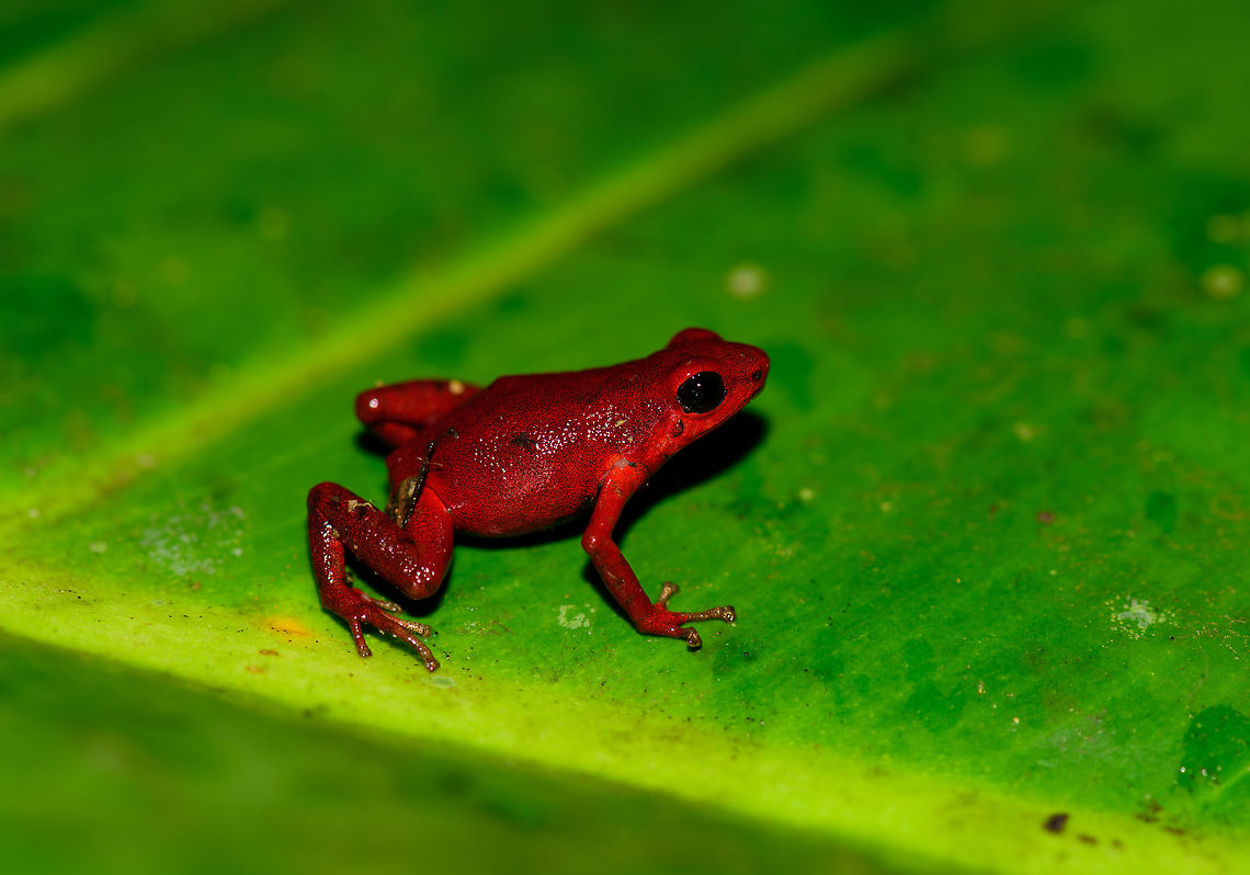 Andinobates victimatus - full body, Uraba, Colombia This observation is our main trophy from Uraba, and in many ways of our entire 2017 trip, for both its natural value and its symbolic value. This species is locally endemic to the Northwest of Colombia and had only been described 6 months earlier.<br />
<br />
The symbolic value is in its naming, victimatus, dedicated to the victims of armed conflict in this poor area of Colombia. It also radiates a sense of hope, as the scientist discovering and describing the species is a young Afro-Colombian born in this region. Against all odds, he managed to escape poverty and a lack of opportunity, and turned it into this.<br />
<br />
A few minutes before this observation, we had a strange encounter with illegal goldminers coming our way from the narrow forest path. Some greeted us when passing by, yet one insisted on stopping straight in front of me, and giving me a death stare for a solid 10 seconds. Which I returned. Not a word was said, but they were clearly not happy with our presence, even less so because of our cameras. Continuing, we could see signs of an improvised camp further down the path, and our guide shared that its probably not a good idea to find out if there&#039;s any weapons there. <br />
<br />
So we turned around, and whilst walking back I was contemplating in my mind what just happened. An unfortunate non-event, or a life threatening one. That thought was washed away instantly when our guide found this frog. <br />
<br />
Given how &quot;new&quot; this species is to science, I&#039;m going to be generous in sharing many shots. As an ethical disclaimer, we found this frog in the bushes on what looks like a Bromeliad plant. It was located based on its call. However, as the scene was very dark and obscured, our guide picked it up, and then we put it on a large leaf on the forest floor for some better shots. It was then placed back exactly where it came from. <br />
<br />
Personally, we find the symbolic value of this observation the most valuable. We&#039;ve come to love and deeply respect Colombia and its stunning wildlife and will be going back for a 3rd round later this year. This country deserves a far better reputation than it has, it is awesome, full of potential, and well into its next chapter, one of hope and pride.<br />
<br />
Full set:<br />
<figure class="photo"><a href="https://www.jungledragon.com/image/59096/andinobates_victimatus_-_in_habitat_uraba_colombia.html" title="Andinobates victimatus - in habitat, Uraba, Colombia"><img src="https://s3.amazonaws.com/media.jungledragon.com/images/2/59096_thumb.jpg?AWSAccessKeyId=05GMT0V3GWVNE7GGM1R2&Expires=1759968010&Signature=ifOWJYKg7vCLmr8ndw%2FFAkFdjdY%3D" width="200" height="142" alt="Andinobates victimatus - in habitat, Uraba, Colombia This observation is our main trophy from Uraba, and in many ways of our entire 2017 trip, for both its natural value and its symbolic value. This species is locally endemic to the Northwest of Colombia and had only been described 6 months earlier.<br />
<br />
The symbolic value is in its naming, victimatus, dedicated to the victims of armed conflict in this poor area of Colombia. It also radiates a sense of hope, as the scientist discovering and describing the species is a young Afro-Colombian born in this region. Against all odds, he managed to escape poverty and a lack of opportunity, and turned it into this.<br />
<br />
A few minutes before this observation, we had a strange encounter with illegal goldminers coming our way from the narrow forest path. Some greeted us when passing by, yet one insisted on stopping straight in front of me, and giving me a death stare for a solid 10 seconds. Which I returned. Not a word was said, but they were clearly not happy with our presence, even less so because of our cameras. Continuing, we could see signs of an improvised camp further down the path, and our guide shared that its probably not a good idea to find out if there&#039;s any weapons there. <br />
<br />
So we turned around, and whilst walking back I was contemplating in my mind what just happened. An unfortunate non-event, or a life threatening one. That thought was washed away instantly when our guide found this frog. <br />
<br />
Given how &quot;new&quot; this species is to science, I&#039;m going to be generous in sharing many shots. As an ethical disclaimer, we found this frog in the bushes on what looks like a Bromeliad plant. It was located based on its call. However, as the scene was very dark and obscured, our guide picked it up, and then we put it on a large leaf on the forest floor for some better shots. It was then placed back exactly where it came from. <br />
<br />
Personally, we find the symbolic value of this observation the most valuable. We&#039;ve come to love and deeply respect Colombia and its stunning wildlife and will be going back for a 3rd round later this year. This country deserves a far better reputation than it has, it is awesome, full of potential, and well into its next chapter, one of hope and pride.<br />
<br />
Full set:<br />
https://www.jungledragon.com/image/59096/andinobates_victimatus_-_in_habitat_uraba_colombia.html<br />
https://www.jungledragon.com/image/59097/andinobates_victimatus_-_in_habitat_ii_uraba_colombia.html<br />
https://www.jungledragon.com/image/59098/andinobates_victimatus_-_full_body_uraba_colombia.html<br />
https://www.jungledragon.com/image/59099/andinobates_victimatus_-_side_view_uraba_colombia.html<br />
https://www.jungledragon.com/image/59100/andinobates_victimatus_-_top_view_uraba_colombia.html<br />
https://www.jungledragon.com/image/59101/andinobates_victimatus_-_full_body_side_view_uraba_colombia.html<br />
https://www.jungledragon.com/image/59102/andinobates_victimatus_-_face_closeup_uraba_colombia.html<br />
https://www.jungledragon.com/image/59103/andinobates_victimatus_-_front_view_uraba_colombia.html<br />
https://www.jungledragon.com/image/59104/andinobates_victimatus_-_front_view_ii_uraba_colombia.html<br />
https://www.jungledragon.com/image/59105/andinobates_victimatus_-_face_closeup_ii_uraba_colombia.html Andinobates victimatus,Antioquia,Colombia,Colombia Choco &amp; Pacific region,South America,Uraba,Urab&aacute;,World" /></a></figure><br />
<figure class="photo"><a href="https://www.jungledragon.com/image/59097/andinobates_victimatus_-_in_habitat_ii_uraba_colombia.html" title="Andinobates victimatus - in habitat II, Uraba, Colombia"><img src="https://s3.amazonaws.com/media.jungledragon.com/images/2/59097_thumb.jpg?AWSAccessKeyId=05GMT0V3GWVNE7GGM1R2&Expires=1759968010&Signature=5V36SeM2Q6H%2B9TplXnCO7%2F%2Bwq4Q%3D" width="146" height="152" alt="Andinobates victimatus - in habitat II, Uraba, Colombia This observation is our main trophy from Uraba, and in many ways of our entire 2017 trip, for both its natural value and its symbolic value. This species is locally endemic to the Northwest of Colombia and had only been described 6 months earlier.<br />
<br />
The symbolic value is in its naming, victimatus, dedicated to the victims of armed conflict in this poor area of Colombia. It also radiates a sense of hope, as the scientist discovering and describing the species is a young Afro-Colombian born in this region. Against all odds, he managed to escape poverty and a lack of opportunity, and turned it into this.<br />
<br />
A few minutes before this observation, we had a strange encounter with illegal goldminers coming our way from the narrow forest path. Some greeted us when passing by, yet one insisted on stopping straight in front of me, and giving me a death stare for a solid 10 seconds. Which I returned. Not a word was said, but they were clearly not happy with our presence, even less so because of our cameras. Continuing, we could see signs of an improvised camp further down the path, and our guide shared that its probably not a good idea to find out if there&#039;s any weapons there. <br />
<br />
So we turned around, and whilst walking back I was contemplating in my mind what just happened. An unfortunate non-event, or a life threatening one. That thought was washed away instantly when our guide found this frog. <br />
<br />
Given how &quot;new&quot; this species is to science, I&#039;m going to be generous in sharing many shots. As an ethical disclaimer, we found this frog in the bushes on what looks like a Bromeliad plant. It was located based on its call. However, as the scene was very dark and obscured, our guide picked it up, and then we put it on a large leaf on the forest floor for some better shots. It was then placed back exactly where it came from. <br />
<br />
Personally, we find the symbolic value of this observation the most valuable. We&#039;ve come to love and deeply respect Colombia and its stunning wildlife and will be going back for a 3rd round later this year. This country deserves a far better reputation than it has, it is awesome, full of potential, and well into its next chapter, one of hope and pride.<br />
<br />
Full set:<br />
https://www.jungledragon.com/image/59096/andinobates_victimatus_-_in_habitat_uraba_colombia.html<br />
https://www.jungledragon.com/image/59097/andinobates_victimatus_-_in_habitat_ii_uraba_colombia.html<br />
https://www.jungledragon.com/image/59098/andinobates_victimatus_-_full_body_uraba_colombia.html<br />
https://www.jungledragon.com/image/59099/andinobates_victimatus_-_side_view_uraba_colombia.html<br />
https://www.jungledragon.com/image/59100/andinobates_victimatus_-_top_view_uraba_colombia.html<br />
https://www.jungledragon.com/image/59101/andinobates_victimatus_-_full_body_side_view_uraba_colombia.html<br />
https://www.jungledragon.com/image/59102/andinobates_victimatus_-_face_closeup_uraba_colombia.html<br />
https://www.jungledragon.com/image/59103/andinobates_victimatus_-_front_view_uraba_colombia.html<br />
https://www.jungledragon.com/image/59104/andinobates_victimatus_-_front_view_ii_uraba_colombia.html<br />
https://www.jungledragon.com/image/59105/andinobates_victimatus_-_face_closeup_ii_uraba_colombia.html Andinobates victimatus,Antioquia,Colombia,Colombia Choco &amp; Pacific region,South America,Uraba,Urab&aacute;,World" /></a></figure><br />
<figure class="photo"><a href="https://www.jungledragon.com/image/59098/andinobates_victimatus_-_full_body_uraba_colombia.html" title="Andinobates victimatus - full body, Uraba, Colombia"><img src="https://s3.amazonaws.com/media.jungledragon.com/images/2/59098_thumb.jpg?AWSAccessKeyId=05GMT0V3GWVNE7GGM1R2&Expires=1759968010&Signature=uaEDi9RQAjqkLxPgYG9jgBPPkoo%3D" width="200" height="142" alt="Andinobates victimatus - full body, Uraba, Colombia This observation is our main trophy from Uraba, and in many ways of our entire 2017 trip, for both its natural value and its symbolic value. This species is locally endemic to the Northwest of Colombia and had only been described 6 months earlier.<br />
<br />
The symbolic value is in its naming, victimatus, dedicated to the victims of armed conflict in this poor area of Colombia. It also radiates a sense of hope, as the scientist discovering and describing the species is a young Afro-Colombian born in this region. Against all odds, he managed to escape poverty and a lack of opportunity, and turned it into this.<br />
<br />
A few minutes before this observation, we had a strange encounter with illegal goldminers coming our way from the narrow forest path. Some greeted us when passing by, yet one insisted on stopping straight in front of me, and giving me a death stare for a solid 10 seconds. Which I returned. Not a word was said, but they were clearly not happy with our presence, even less so because of our cameras. Continuing, we could see signs of an improvised camp further down the path, and our guide shared that its probably not a good idea to find out if there&#039;s any weapons there. <br />
<br />
So we turned around, and whilst walking back I was contemplating in my mind what just happened. An unfortunate non-event, or a life threatening one. That thought was washed away instantly when our guide found this frog. <br />
<br />
Given how &quot;new&quot; this species is to science, I&#039;m going to be generous in sharing many shots. As an ethical disclaimer, we found this frog in the bushes on what looks like a Bromeliad plant. It was located based on its call. However, as the scene was very dark and obscured, our guide picked it up, and then we put it on a large leaf on the forest floor for some better shots. It was then placed back exactly where it came from. <br />
<br />
Personally, we find the symbolic value of this observation the most valuable. We&#039;ve come to love and deeply respect Colombia and its stunning wildlife and will be going back for a 3rd round later this year. This country deserves a far better reputation than it has, it is awesome, full of potential, and well into its next chapter, one of hope and pride.<br />
<br />
Full set:<br />
https://www.jungledragon.com/image/59096/andinobates_victimatus_-_in_habitat_uraba_colombia.html<br />
https://www.jungledragon.com/image/59097/andinobates_victimatus_-_in_habitat_ii_uraba_colombia.html<br />
https://www.jungledragon.com/image/59098/andinobates_victimatus_-_full_body_uraba_colombia.html<br />
https://www.jungledragon.com/image/59099/andinobates_victimatus_-_side_view_uraba_colombia.html<br />
https://www.jungledragon.com/image/59100/andinobates_victimatus_-_top_view_uraba_colombia.html<br />
https://www.jungledragon.com/image/59101/andinobates_victimatus_-_full_body_side_view_uraba_colombia.html<br />
https://www.jungledragon.com/image/59102/andinobates_victimatus_-_face_closeup_uraba_colombia.html<br />
https://www.jungledragon.com/image/59103/andinobates_victimatus_-_front_view_uraba_colombia.html<br />
https://www.jungledragon.com/image/59104/andinobates_victimatus_-_front_view_ii_uraba_colombia.html<br />
https://www.jungledragon.com/image/59105/andinobates_victimatus_-_face_closeup_ii_uraba_colombia.html Andinobates victimatus,Antioquia,Colombia,Colombia Choco &amp; Pacific region,South America,Uraba,Urab&aacute;,World" /></a></figure><br />
<figure class="photo"><a href="https://www.jungledragon.com/image/59099/andinobates_victimatus_-_side_view_uraba_colombia.html" title="Andinobates victimatus - side view, Uraba, Colombia"><img src="https://s3.amazonaws.com/media.jungledragon.com/images/2/59099_thumb.jpg?AWSAccessKeyId=05GMT0V3GWVNE7GGM1R2&Expires=1759968010&Signature=hgyxpBRgfhElFB%2FE9%2BPbAInNsCc%3D" width="200" height="200" alt="Andinobates victimatus - side view, Uraba, Colombia This observation is our main trophy from Uraba, and in many ways of our entire 2017 trip, for both its natural value and its symbolic value. This species is locally endemic to the Northwest of Colombia and had only been described 6 months earlier.<br />
<br />
The symbolic value is in its naming, victimatus, dedicated to the victims of armed conflict in this poor area of Colombia. It also radiates a sense of hope, as the scientist discovering and describing the species is a young Afro-Colombian born in this region. Against all odds, he managed to escape poverty and a lack of opportunity, and turned it into this.<br />
<br />
A few minutes before this observation, we had a strange encounter with illegal goldminers coming our way from the narrow forest path. Some greeted us when passing by, yet one insisted on stopping straight in front of me, and giving me a death stare for a solid 10 seconds. Which I returned. Not a word was said, but they were clearly not happy with our presence, even less so because of our cameras. Continuing, we could see signs of an improvised camp further down the path, and our guide shared that its probably not a good idea to find out if there&#039;s any weapons there. <br />
<br />
So we turned around, and whilst walking back I was contemplating in my mind what just happened. An unfortunate non-event, or a life threatening one. That thought was washed away instantly when our guide found this frog. <br />
<br />
Given how &quot;new&quot; this species is to science, I&#039;m going to be generous in sharing many shots. As an ethical disclaimer, we found this frog in the bushes on what looks like a Bromeliad plant. It was located based on its call. However, as the scene was very dark and obscured, our guide picked it up, and then we put it on a large leaf on the forest floor for some better shots. It was then placed back exactly where it came from. <br />
<br />
Personally, we find the symbolic value of this observation the most valuable. We&#039;ve come to love and deeply respect Colombia and its stunning wildlife and will be going back for a 3rd round later this year. This country deserves a far better reputation than it has, it is awesome, full of potential, and well into its next chapter, one of hope and pride.<br />
<br />
Full set:<br />
https://www.jungledragon.com/image/59096/andinobates_victimatus_-_in_habitat_uraba_colombia.html<br />
https://www.jungledragon.com/image/59097/andinobates_victimatus_-_in_habitat_ii_uraba_colombia.html<br />
https://www.jungledragon.com/image/59098/andinobates_victimatus_-_full_body_uraba_colombia.html<br />
https://www.jungledragon.com/image/59099/andinobates_victimatus_-_side_view_uraba_colombia.html<br />
https://www.jungledragon.com/image/59100/andinobates_victimatus_-_top_view_uraba_colombia.html<br />
https://www.jungledragon.com/image/59101/andinobates_victimatus_-_full_body_side_view_uraba_colombia.html<br />
https://www.jungledragon.com/image/59102/andinobates_victimatus_-_face_closeup_uraba_colombia.html<br />
https://www.jungledragon.com/image/59103/andinobates_victimatus_-_front_view_uraba_colombia.html<br />
https://www.jungledragon.com/image/59104/andinobates_victimatus_-_front_view_ii_uraba_colombia.html<br />
https://www.jungledragon.com/image/59105/andinobates_victimatus_-_face_closeup_ii_uraba_colombia.html Andinobates victimatus,Antioquia,Colombia,Colombia Choco &amp; Pacific region,South America,Uraba,Urab&aacute;,World" /></a></figure><br />
<figure class="photo"><a href="https://www.jungledragon.com/image/59100/andinobates_victimatus_-_top_view_uraba_colombia.html" title="Andinobates victimatus - top view, Uraba, Colombia"><img src="https://s3.amazonaws.com/media.jungledragon.com/images/2/59100_thumb.jpg?AWSAccessKeyId=05GMT0V3GWVNE7GGM1R2&Expires=1759968010&Signature=zRLkFWQaD86u6l537jU3VNhH%2BX4%3D" width="200" height="200" alt="Andinobates victimatus - top view, Uraba, Colombia This observation is our main trophy from Uraba, and in many ways of our entire 2017 trip, for both its natural value and its symbolic value. This species is locally endemic to the Northwest of Colombia and had only been described 6 months earlier.<br />
<br />
The symbolic value is in its naming, victimatus, dedicated to the victims of armed conflict in this poor area of Colombia. It also radiates a sense of hope, as the scientist discovering and describing the species is a young Afro-Colombian born in this region. Against all odds, he managed to escape poverty and a lack of opportunity, and turned it into this.<br />
<br />
A few minutes before this observation, we had a strange encounter with illegal goldminers coming our way from the narrow forest path. Some greeted us when passing by, yet one insisted on stopping straight in front of me, and giving me a death stare for a solid 10 seconds. Which I returned. Not a word was said, but they were clearly not happy with our presence, even less so because of our cameras. Continuing, we could see signs of an improvised camp further down the path, and our guide shared that its probably not a good idea to find out if there&#039;s any weapons there. <br />
<br />
So we turned around, and whilst walking back I was contemplating in my mind what just happened. An unfortunate non-event, or a life threatening one. That thought was washed away instantly when our guide found this frog. <br />
<br />
Given how &quot;new&quot; this species is to science, I&#039;m going to be generous in sharing many shots. As an ethical disclaimer, we found this frog in the bushes on what looks like a Bromeliad plant. It was located based on its call. However, as the scene was very dark and obscured, our guide picked it up, and then we put it on a large leaf on the forest floor for some better shots. It was then placed back exactly where it came from. <br />
<br />
Personally, we find the symbolic value of this observation the most valuable. We&#039;ve come to love and deeply respect Colombia and its stunning wildlife and will be going back for a 3rd round later this year. This country deserves a far better reputation than it has, it is awesome, full of potential, and well into its next chapter, one of hope and pride.<br />
<br />
Full set:<br />
https://www.jungledragon.com/image/59096/andinobates_victimatus_-_in_habitat_uraba_colombia.html<br />
https://www.jungledragon.com/image/59097/andinobates_victimatus_-_in_habitat_ii_uraba_colombia.html<br />
https://www.jungledragon.com/image/59098/andinobates_victimatus_-_full_body_uraba_colombia.html<br />
https://www.jungledragon.com/image/59099/andinobates_victimatus_-_side_view_uraba_colombia.html<br />
https://www.jungledragon.com/image/59100/andinobates_victimatus_-_top_view_uraba_colombia.html<br />
https://www.jungledragon.com/image/59101/andinobates_victimatus_-_full_body_side_view_uraba_colombia.html<br />
https://www.jungledragon.com/image/59102/andinobates_victimatus_-_face_closeup_uraba_colombia.html<br />
https://www.jungledragon.com/image/59103/andinobates_victimatus_-_front_view_uraba_colombia.html<br />
https://www.jungledragon.com/image/59104/andinobates_victimatus_-_front_view_ii_uraba_colombia.html<br />
https://www.jungledragon.com/image/59105/andinobates_victimatus_-_face_closeup_ii_uraba_colombia.html Andinobates victimatus,Antioquia,Colombia,Colombia Choco &amp; Pacific region,South America,Uraba,Urab&aacute;,World" /></a></figure><br />
<figure class="photo"><a href="https://www.jungledragon.com/image/59101/andinobates_victimatus_-_full_body_side_view_uraba_colombia.html" title="Andinobates victimatus - full body side view, Uraba, Colombia"><img src="https://s3.amazonaws.com/media.jungledragon.com/images/2/59101_thumb.jpg?AWSAccessKeyId=05GMT0V3GWVNE7GGM1R2&Expires=1759968010&Signature=CllxnpB0LFYHyQPI2vEqtBcImCE%3D" width="200" height="140" alt="Andinobates victimatus - full body side view, Uraba, Colombia This observation is our main trophy from Uraba, and in many ways of our entire 2017 trip, for both its natural value and its symbolic value. This species is locally endemic to the Northwest of Colombia and had only been described 6 months earlier.<br />
<br />
The symbolic value is in its naming, victimatus, dedicated to the victims of armed conflict in this poor area of Colombia. It also radiates a sense of hope, as the scientist discovering and describing the species is a young Afro-Colombian born in this region. Against all odds, he managed to escape poverty and a lack of opportunity, and turned it into this.<br />
<br />
A few minutes before this observation, we had a strange encounter with illegal goldminers coming our way from the narrow forest path. Some greeted us when passing by, yet one insisted on stopping straight in front of me, and giving me a death stare for a solid 10 seconds. Which I returned. Not a word was said, but they were clearly not happy with our presence, even less so because of our cameras. Continuing, we could see signs of an improvised camp further down the path, and our guide shared that its probably not a good idea to find out if there&#039;s any weapons there. <br />
<br />
So we turned around, and whilst walking back I was contemplating in my mind what just happened. An unfortunate non-event, or a life threatening one. That thought was washed away instantly when our guide found this frog. <br />
<br />
Given how &quot;new&quot; this species is to science, I&#039;m going to be generous in sharing many shots. As an ethical disclaimer, we found this frog in the bushes on what looks like a Bromeliad plant. It was located based on its call. However, as the scene was very dark and obscured, our guide picked it up, and then we put it on a large leaf on the forest floor for some better shots. It was then placed back exactly where it came from. <br />
<br />
Personally, we find the symbolic value of this observation the most valuable. We&#039;ve come to love and deeply respect Colombia and its stunning wildlife and will be going back for a 3rd round later this year. This country deserves a far better reputation than it has, it is awesome, full of potential, and well into its next chapter, one of hope and pride.<br />
<br />
Full set:<br />
https://www.jungledragon.com/image/59096/andinobates_victimatus_-_in_habitat_uraba_colombia.html<br />
https://www.jungledragon.com/image/59097/andinobates_victimatus_-_in_habitat_ii_uraba_colombia.html<br />
https://www.jungledragon.com/image/59098/andinobates_victimatus_-_full_body_uraba_colombia.html<br />
https://www.jungledragon.com/image/59099/andinobates_victimatus_-_side_view_uraba_colombia.html<br />
https://www.jungledragon.com/image/59100/andinobates_victimatus_-_top_view_uraba_colombia.html<br />
https://www.jungledragon.com/image/59101/andinobates_victimatus_-_full_body_side_view_uraba_colombia.html<br />
https://www.jungledragon.com/image/59102/andinobates_victimatus_-_face_closeup_uraba_colombia.html<br />
https://www.jungledragon.com/image/59103/andinobates_victimatus_-_front_view_uraba_colombia.html<br />
https://www.jungledragon.com/image/59104/andinobates_victimatus_-_front_view_ii_uraba_colombia.html<br />
https://www.jungledragon.com/image/59105/andinobates_victimatus_-_face_closeup_ii_uraba_colombia.html Andinobates victimatus,Antioquia,Colombia,Colombia Choco &amp; Pacific region,South America,Uraba,Urab&aacute;,World" /></a></figure><br />
<figure class="photo"><a href="https://www.jungledragon.com/image/59102/andinobates_victimatus_-_face_closeup_uraba_colombia.html" title="Andinobates victimatus - face closeup, Uraba, Colombia"><img src="https://s3.amazonaws.com/media.jungledragon.com/images/2/59102_thumb.jpg?AWSAccessKeyId=05GMT0V3GWVNE7GGM1R2&Expires=1759968010&Signature=0VJPAyZswNLN9x4OvljOjXf71yM%3D" width="200" height="126" alt="Andinobates victimatus - face closeup, Uraba, Colombia This observation is our main trophy from Uraba, and in many ways of our entire 2017 trip, for both its natural value and its symbolic value. This species is locally endemic to the Northwest of Colombia and had only been described 6 months earlier.<br />
<br />
The symbolic value is in its naming, victimatus, dedicated to the victims of armed conflict in this poor area of Colombia. It also radiates a sense of hope, as the scientist discovering and describing the species is a young Afro-Colombian born in this region. Against all odds, he managed to escape poverty and a lack of opportunity, and turned it into this.<br />
<br />
A few minutes before this observation, we had a strange encounter with illegal goldminers coming our way from the narrow forest path. Some greeted us when passing by, yet one insisted on stopping straight in front of me, and giving me a death stare for a solid 10 seconds. Which I returned. Not a word was said, but they were clearly not happy with our presence, even less so because of our cameras. Continuing, we could see signs of an improvised camp further down the path, and our guide shared that its probably not a good idea to find out if there&#039;s any weapons there. <br />
<br />
So we turned around, and whilst walking back I was contemplating in my mind what just happened. An unfortunate non-event, or a life threatening one. That thought was washed away instantly when our guide found this frog. <br />
<br />
Given how &quot;new&quot; this species is to science, I&#039;m going to be generous in sharing many shots. As an ethical disclaimer, we found this frog in the bushes on what looks like a Bromeliad plant. It was located based on its call. However, as the scene was very dark and obscured, our guide picked it up, and then we put it on a large leaf on the forest floor for some better shots. It was then placed back exactly where it came from. <br />
<br />
Personally, we find the symbolic value of this observation the most valuable. We&#039;ve come to love and deeply respect Colombia and its stunning wildlife and will be going back for a 3rd round later this year. This country deserves a far better reputation than it has, it is awesome, full of potential, and well into its next chapter, one of hope and pride.<br />
<br />
Full set:<br />
https://www.jungledragon.com/image/59096/andinobates_victimatus_-_in_habitat_uraba_colombia.html<br />
https://www.jungledragon.com/image/59097/andinobates_victimatus_-_in_habitat_ii_uraba_colombia.html<br />
https://www.jungledragon.com/image/59098/andinobates_victimatus_-_full_body_uraba_colombia.html<br />
https://www.jungledragon.com/image/59099/andinobates_victimatus_-_side_view_uraba_colombia.html<br />
https://www.jungledragon.com/image/59100/andinobates_victimatus_-_top_view_uraba_colombia.html<br />
https://www.jungledragon.com/image/59101/andinobates_victimatus_-_full_body_side_view_uraba_colombia.html<br />
https://www.jungledragon.com/image/59102/andinobates_victimatus_-_face_closeup_uraba_colombia.html<br />
https://www.jungledragon.com/image/59103/andinobates_victimatus_-_front_view_uraba_colombia.html<br />
https://www.jungledragon.com/image/59104/andinobates_victimatus_-_front_view_ii_uraba_colombia.html<br />
https://www.jungledragon.com/image/59105/andinobates_victimatus_-_face_closeup_ii_uraba_colombia.html Andinobates victimatus,Antioquia,Colombia,Colombia Choco &amp; Pacific region,South America,Uraba,Urab&aacute;,World" /></a></figure><br />
<figure class="photo"><a href="https://www.jungledragon.com/image/59103/andinobates_victimatus_-_front_view_uraba_colombia.html" title="Andinobates victimatus - front view, Uraba, Colombia"><img src="https://s3.amazonaws.com/media.jungledragon.com/images/2/59103_thumb.jpg?AWSAccessKeyId=05GMT0V3GWVNE7GGM1R2&Expires=1759968010&Signature=ws7aTUTwW9punh7Fkoq2lV4eENE%3D" width="200" height="114" alt="Andinobates victimatus - front view, Uraba, Colombia This observation is our main trophy from Uraba, and in many ways of our entire 2017 trip, for both its natural value and its symbolic value. This species is locally endemic to the Northwest of Colombia and had only been described 6 months earlier.<br />
<br />
The symbolic value is in its naming, victimatus, dedicated to the victims of armed conflict in this poor area of Colombia. It also radiates a sense of hope, as the scientist discovering and describing the species is a young Afro-Colombian born in this region. Against all odds, he managed to escape poverty and a lack of opportunity, and turned it into this.<br />
<br />
A few minutes before this observation, we had a strange encounter with illegal goldminers coming our way from the narrow forest path. Some greeted us when passing by, yet one insisted on stopping straight in front of me, and giving me a death stare for a solid 10 seconds. Which I returned. Not a word was said, but they were clearly not happy with our presence, even less so because of our cameras. Continuing, we could see signs of an improvised camp further down the path, and our guide shared that its probably not a good idea to find out if there&#039;s any weapons there. <br />
<br />
So we turned around, and whilst walking back I was contemplating in my mind what just happened. An unfortunate non-event, or a life threatening one. That thought was washed away instantly when our guide found this frog. <br />
<br />
Given how &quot;new&quot; this species is to science, I&#039;m going to be generous in sharing many shots. As an ethical disclaimer, we found this frog in the bushes on what looks like a Bromeliad plant. It was located based on its call. However, as the scene was very dark and obscured, our guide picked it up, and then we put it on a large leaf on the forest floor for some better shots. It was then placed back exactly where it came from. <br />
<br />
Personally, we find the symbolic value of this observation the most valuable. We&#039;ve come to love and deeply respect Colombia and its stunning wildlife and will be going back for a 3rd round later this year. This country deserves a far better reputation than it has, it is awesome, full of potential, and well into its next chapter, one of hope and pride.<br />
<br />
Full set:<br />
https://www.jungledragon.com/image/59096/andinobates_victimatus_-_in_habitat_uraba_colombia.html<br />
https://www.jungledragon.com/image/59097/andinobates_victimatus_-_in_habitat_ii_uraba_colombia.html<br />
https://www.jungledragon.com/image/59098/andinobates_victimatus_-_full_body_uraba_colombia.html<br />
https://www.jungledragon.com/image/59099/andinobates_victimatus_-_side_view_uraba_colombia.html<br />
https://www.jungledragon.com/image/59100/andinobates_victimatus_-_top_view_uraba_colombia.html<br />
https://www.jungledragon.com/image/59101/andinobates_victimatus_-_full_body_side_view_uraba_colombia.html<br />
https://www.jungledragon.com/image/59102/andinobates_victimatus_-_face_closeup_uraba_colombia.html<br />
https://www.jungledragon.com/image/59103/andinobates_victimatus_-_front_view_uraba_colombia.html<br />
https://www.jungledragon.com/image/59104/andinobates_victimatus_-_front_view_ii_uraba_colombia.html<br />
https://www.jungledragon.com/image/59105/andinobates_victimatus_-_face_closeup_ii_uraba_colombia.html Andinobates victimatus,Antioquia,Colombia,Colombia Choco &amp; Pacific region,South America,Uraba,Urab&aacute;,World" /></a></figure><br />
<figure class="photo"><a href="https://www.jungledragon.com/image/59104/andinobates_victimatus_-_front_view_ii_uraba_colombia.html" title="Andinobates victimatus - front view II, Uraba, Colombia"><img src="https://s3.amazonaws.com/media.jungledragon.com/images/2/59104_thumb.jpg?AWSAccessKeyId=05GMT0V3GWVNE7GGM1R2&Expires=1759968010&Signature=FHBrmaqHGpg%2FUHI728LdlP5n58Q%3D" width="200" height="134" alt="Andinobates victimatus - front view II, Uraba, Colombia This observation is our main trophy from Uraba, and in many ways of our entire 2017 trip, for both its natural value and its symbolic value. This species is locally endemic to the Northwest of Colombia and had only been described 6 months earlier.<br />
<br />
The symbolic value is in its naming, victimatus, dedicated to the victims of armed conflict in this poor area of Colombia. It also radiates a sense of hope, as the scientist discovering and describing the species is a young Afro-Colombian born in this region. Against all odds, he managed to escape poverty and a lack of opportunity, and turned it into this.<br />
<br />
A few minutes before this observation, we had a strange encounter with illegal goldminers coming our way from the narrow forest path. Some greeted us when passing by, yet one insisted on stopping straight in front of me, and giving me a death stare for a solid 10 seconds. Which I returned. Not a word was said, but they were clearly not happy with our presence, even less so because of our cameras. Continuing, we could see signs of an improvised camp further down the path, and our guide shared that its probably not a good idea to find out if there&#039;s any weapons there. <br />
<br />
So we turned around, and whilst walking back I was contemplating in my mind what just happened. An unfortunate non-event, or a life threatening one. That thought was washed away instantly when our guide found this frog. <br />
<br />
Given how &quot;new&quot; this species is to science, I&#039;m going to be generous in sharing many shots. As an ethical disclaimer, we found this frog in the bushes on what looks like a Bromeliad plant. It was located based on its call. However, as the scene was very dark and obscured, our guide picked it up, and then we put it on a large leaf on the forest floor for some better shots. It was then placed back exactly where it came from. <br />
<br />
Personally, we find the symbolic value of this observation the most valuable. We&#039;ve come to love and deeply respect Colombia and its stunning wildlife and will be going back for a 3rd round later this year. This country deserves a far better reputation than it has, it is awesome, full of potential, and well into its next chapter, one of hope and pride.<br />
<br />
Full set:<br />
https://www.jungledragon.com/image/59096/andinobates_victimatus_-_in_habitat_uraba_colombia.html<br />
https://www.jungledragon.com/image/59097/andinobates_victimatus_-_in_habitat_ii_uraba_colombia.html<br />
https://www.jungledragon.com/image/59098/andinobates_victimatus_-_full_body_uraba_colombia.html<br />
https://www.jungledragon.com/image/59099/andinobates_victimatus_-_side_view_uraba_colombia.html<br />
https://www.jungledragon.com/image/59100/andinobates_victimatus_-_top_view_uraba_colombia.html<br />
https://www.jungledragon.com/image/59101/andinobates_victimatus_-_full_body_side_view_uraba_colombia.html<br />
https://www.jungledragon.com/image/59102/andinobates_victimatus_-_face_closeup_uraba_colombia.html<br />
https://www.jungledragon.com/image/59103/andinobates_victimatus_-_front_view_uraba_colombia.html<br />
https://www.jungledragon.com/image/59104/andinobates_victimatus_-_front_view_ii_uraba_colombia.html<br />
https://www.jungledragon.com/image/59105/andinobates_victimatus_-_face_closeup_ii_uraba_colombia.html Andinobates victimatus,Antioquia,Colombia,Colombia Choco &amp; Pacific region,South America,Uraba,Urab&aacute;,World" /></a></figure><br />
<figure class="photo"><a href="https://www.jungledragon.com/image/59105/andinobates_victimatus_-_face_closeup_ii_uraba_colombia.html" title="Andinobates victimatus - face closeup II, Uraba, Colombia"><img src="https://s3.amazonaws.com/media.jungledragon.com/images/2/59105_thumb.jpg?AWSAccessKeyId=05GMT0V3GWVNE7GGM1R2&Expires=1759968010&Signature=kRFfmBEa%2FAHaTpM2aiIgRGE21Xo%3D" width="200" height="134" alt="Andinobates victimatus - face closeup II, Uraba, Colombia This observation is our main trophy from Uraba, and in many ways of our entire 2017 trip, for both its natural value and its symbolic value. This species is locally endemic to the Northwest of Colombia and had only been described 6 months earlier.<br />
<br />
The symbolic value is in its naming, victimatus, dedicated to the victims of armed conflict in this poor area of Colombia. It also radiates a sense of hope, as the scientist discovering and describing the species is a young Afro-Colombian born in this region. Against all odds, he managed to escape poverty and a lack of opportunity, and turned it into this.<br />
<br />
A few minutes before this observation, we had a strange encounter with illegal goldminers coming our way from the narrow forest path. Some greeted us when passing by, yet one insisted on stopping straight in front of me, and giving me a death stare for a solid 10 seconds. Which I returned. Not a word was said, but they were clearly not happy with our presence, even less so because of our cameras. Continuing, we could see signs of an improvised camp further down the path, and our guide shared that its probably not a good idea to find out if there&#039;s any weapons there. <br />
<br />
So we turned around, and whilst walking back I was contemplating in my mind what just happened. An unfortunate non-event, or a life threatening one. That thought was washed away instantly when our guide found this frog. <br />
<br />
Given how &quot;new&quot; this species is to science, I&#039;m going to be generous in sharing many shots. As an ethical disclaimer, we found this frog in the bushes on what looks like a Bromeliad plant. It was located based on its call. However, as the scene was very dark and obscured, our guide picked it up, and then we put it on a large leaf on the forest floor for some better shots. It was then placed back exactly where it came from. <br />
<br />
Personally, we find the symbolic value of this observation the most valuable. We&#039;ve come to love and deeply respect Colombia and its stunning wildlife and will be going back for a 3rd round later this year. This country deserves a far better reputation than it has, it is awesome, full of potential, and well into its next chapter, one of hope and pride.<br />
<br />
Full set:<br />
https://www.jungledragon.com/image/59096/andinobates_victimatus_-_in_habitat_uraba_colombia.html<br />
https://www.jungledragon.com/image/59097/andinobates_victimatus_-_in_habitat_ii_uraba_colombia.html<br />
https://www.jungledragon.com/image/59098/andinobates_victimatus_-_full_body_uraba_colombia.html<br />
https://www.jungledragon.com/image/59099/andinobates_victimatus_-_side_view_uraba_colombia.html<br />
https://www.jungledragon.com/image/59100/andinobates_victimatus_-_top_view_uraba_colombia.html<br />
https://www.jungledragon.com/image/59101/andinobates_victimatus_-_full_body_side_view_uraba_colombia.html<br />
https://www.jungledragon.com/image/59102/andinobates_victimatus_-_face_closeup_uraba_colombia.html<br />
https://www.jungledragon.com/image/59103/andinobates_victimatus_-_front_view_uraba_colombia.html<br />
https://www.jungledragon.com/image/59104/andinobates_victimatus_-_front_view_ii_uraba_colombia.html<br />
https://www.jungledragon.com/image/59105/andinobates_victimatus_-_face_closeup_ii_uraba_colombia.html Andinobates victimatus,Antioquia,Colombia,Colombia Choco &amp; Pacific region,South America,Uraba,Urab&aacute;,World" /></a></figure> Andinobates victimatus,Antioquia,Colombia,Colombia Choco & Pacific region,South America,Uraba,Urabá,World