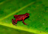 Andinobates victimatus - full body, Uraba, Colombia This observation is our main trophy from Uraba, and in many ways of our entire 2017 trip, for both its natural value and its symbolic value. This species is locally endemic to the Northwest of Colombia and had only been described 6 months earlier.<br />
<br />
The symbolic value is in its naming, victimatus, dedicated to the victims of armed conflict in this poor area of Colombia. It also radiates a sense of hope, as the scientist discovering and describing the species is a young Afro-Colombian born in this region. Against all odds, he managed to escape poverty and a lack of opportunity, and turned it into this.<br />
<br />
A few minutes before this observation, we had a strange encounter with illegal goldminers coming our way from the narrow forest path. Some greeted us when passing by, yet one insisted on stopping straight in front of me, and giving me a death stare for a solid 10 seconds. Which I returned. Not a word was said, but they were clearly not happy with our presence, even less so because of our cameras. Continuing, we could see signs of an improvised camp further down the path, and our guide shared that its probably not a good idea to find out if there's any weapons there. <br />
<br />
So we turned around, and whilst walking back I was contemplating in my mind what just happened. An unfortunate non-event, or a life threatening one. That thought was washed away instantly when our guide found this frog. <br />
<br />
Given how "new" this species is to science, I'm going to be generous in sharing many shots. As an ethical disclaimer, we found this frog in the bushes on what looks like a Bromeliad plant. It was located based on its call. However, as the scene was very dark and obscured, our guide picked it up, and then we put it on a large leaf on the forest floor for some better shots. It was then placed back exactly where it came from. <br />
<br />
Personally, we find the symbolic value of this observation the most valuable. We've come to love and deeply respect Colombia and its stunning wildlife and will be going back for a 3rd round later this year. This country deserves a far better reputation than it has, it is awesome, full of potential, and well into its next chapter, one of hope and pride.<br />
<br />
Full set:<br />
https://www.jungledragon.com/image/59096/andinobates_victimatus_-_in_habitat_uraba_colombia.html<br />
https://www.jungledragon.com/image/59097/andinobates_victimatus_-_in_habitat_ii_uraba_colombia.html<br />
https://www.jungledragon.com/image/59098/andinobates_victimatus_-_full_body_uraba_colombia.html<br />
https://www.jungledragon.com/image/59099/andinobates_victimatus_-_side_view_uraba_colombia.html<br />
https://www.jungledragon.com/image/59100/andinobates_victimatus_-_top_view_uraba_colombia.html<br />
https://www.jungledragon.com/image/59101/andinobates_victimatus_-_full_body_side_view_uraba_colombia.html<br />
https://www.jungledragon.com/image/59102/andinobates_victimatus_-_face_closeup_uraba_colombia.html<br />
https://www.jungledragon.com/image/59103/andinobates_victimatus_-_front_view_uraba_colombia.html<br />
https://www.jungledragon.com/image/59104/andinobates_victimatus_-_front_view_ii_uraba_colombia.html<br />
https://www.jungledragon.com/image/59105/andinobates_victimatus_-_face_closeup_ii_uraba_colombia.html Andinobates victimatus,Antioquia,Colombia,Colombia Choco & Pacific region,South America,Uraba,Urabá,World
