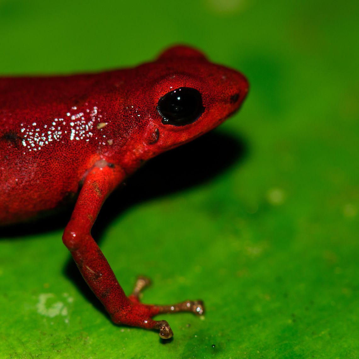 Andinobates victimatus - side view, Uraba, Colombia This observation is our main trophy from Uraba, and in many ways of our entire 2017 trip, for both its natural value and its symbolic value. This species is locally endemic to the Northwest of Colombia and had only been described 6 months earlier.<br />
<br />
The symbolic value is in its naming, victimatus, dedicated to the victims of armed conflict in this poor area of Colombia. It also radiates a sense of hope, as the scientist discovering and describing the species is a young Afro-Colombian born in this region. Against all odds, he managed to escape poverty and a lack of opportunity, and turned it into this.<br />
<br />
A few minutes before this observation, we had a strange encounter with illegal goldminers coming our way from the narrow forest path. Some greeted us when passing by, yet one insisted on stopping straight in front of me, and giving me a death stare for a solid 10 seconds. Which I returned. Not a word was said, but they were clearly not happy with our presence, even less so because of our cameras. Continuing, we could see signs of an improvised camp further down the path, and our guide shared that its probably not a good idea to find out if there&#039;s any weapons there. <br />
<br />
So we turned around, and whilst walking back I was contemplating in my mind what just happened. An unfortunate non-event, or a life threatening one. That thought was washed away instantly when our guide found this frog. <br />
<br />
Given how &quot;new&quot; this species is to science, I&#039;m going to be generous in sharing many shots. As an ethical disclaimer, we found this frog in the bushes on what looks like a Bromeliad plant. It was located based on its call. However, as the scene was very dark and obscured, our guide picked it up, and then we put it on a large leaf on the forest floor for some better shots. It was then placed back exactly where it came from. <br />
<br />
Personally, we find the symbolic value of this observation the most valuable. We&#039;ve come to love and deeply respect Colombia and its stunning wildlife and will be going back for a 3rd round later this year. This country deserves a far better reputation than it has, it is awesome, full of potential, and well into its next chapter, one of hope and pride.<br />
<br />
Full set:<br />
<figure class="photo"><a href="https://www.jungledragon.com/image/59096/andinobates_victimatus_-_in_habitat_uraba_colombia.html" title="Andinobates victimatus - in habitat, Uraba, Colombia"><img src="https://s3.amazonaws.com/media.jungledragon.com/images/2/59096_thumb.jpg?AWSAccessKeyId=05GMT0V3GWVNE7GGM1R2&Expires=1759968010&Signature=ifOWJYKg7vCLmr8ndw%2FFAkFdjdY%3D" width="200" height="142" alt="Andinobates victimatus - in habitat, Uraba, Colombia This observation is our main trophy from Uraba, and in many ways of our entire 2017 trip, for both its natural value and its symbolic value. This species is locally endemic to the Northwest of Colombia and had only been described 6 months earlier.<br />
<br />
The symbolic value is in its naming, victimatus, dedicated to the victims of armed conflict in this poor area of Colombia. It also radiates a sense of hope, as the scientist discovering and describing the species is a young Afro-Colombian born in this region. Against all odds, he managed to escape poverty and a lack of opportunity, and turned it into this.<br />
<br />
A few minutes before this observation, we had a strange encounter with illegal goldminers coming our way from the narrow forest path. Some greeted us when passing by, yet one insisted on stopping straight in front of me, and giving me a death stare for a solid 10 seconds. Which I returned. Not a word was said, but they were clearly not happy with our presence, even less so because of our cameras. Continuing, we could see signs of an improvised camp further down the path, and our guide shared that its probably not a good idea to find out if there&#039;s any weapons there. <br />
<br />
So we turned around, and whilst walking back I was contemplating in my mind what just happened. An unfortunate non-event, or a life threatening one. That thought was washed away instantly when our guide found this frog. <br />
<br />
Given how &quot;new&quot; this species is to science, I&#039;m going to be generous in sharing many shots. As an ethical disclaimer, we found this frog in the bushes on what looks like a Bromeliad plant. It was located based on its call. However, as the scene was very dark and obscured, our guide picked it up, and then we put it on a large leaf on the forest floor for some better shots. It was then placed back exactly where it came from. <br />
<br />
Personally, we find the symbolic value of this observation the most valuable. We&#039;ve come to love and deeply respect Colombia and its stunning wildlife and will be going back for a 3rd round later this year. This country deserves a far better reputation than it has, it is awesome, full of potential, and well into its next chapter, one of hope and pride.<br />
<br />
Full set:<br />
https://www.jungledragon.com/image/59096/andinobates_victimatus_-_in_habitat_uraba_colombia.html<br />
https://www.jungledragon.com/image/59097/andinobates_victimatus_-_in_habitat_ii_uraba_colombia.html<br />
https://www.jungledragon.com/image/59098/andinobates_victimatus_-_full_body_uraba_colombia.html<br />
https://www.jungledragon.com/image/59099/andinobates_victimatus_-_side_view_uraba_colombia.html<br />
https://www.jungledragon.com/image/59100/andinobates_victimatus_-_top_view_uraba_colombia.html<br />
https://www.jungledragon.com/image/59101/andinobates_victimatus_-_full_body_side_view_uraba_colombia.html<br />
https://www.jungledragon.com/image/59102/andinobates_victimatus_-_face_closeup_uraba_colombia.html<br />
https://www.jungledragon.com/image/59103/andinobates_victimatus_-_front_view_uraba_colombia.html<br />
https://www.jungledragon.com/image/59104/andinobates_victimatus_-_front_view_ii_uraba_colombia.html<br />
https://www.jungledragon.com/image/59105/andinobates_victimatus_-_face_closeup_ii_uraba_colombia.html Andinobates victimatus,Antioquia,Colombia,Colombia Choco &amp; Pacific region,South America,Uraba,Urab&aacute;,World" /></a></figure><br />
<figure class="photo"><a href="https://www.jungledragon.com/image/59097/andinobates_victimatus_-_in_habitat_ii_uraba_colombia.html" title="Andinobates victimatus - in habitat II, Uraba, Colombia"><img src="https://s3.amazonaws.com/media.jungledragon.com/images/2/59097_thumb.jpg?AWSAccessKeyId=05GMT0V3GWVNE7GGM1R2&Expires=1759968010&Signature=5V36SeM2Q6H%2B9TplXnCO7%2F%2Bwq4Q%3D" width="146" height="152" alt="Andinobates victimatus - in habitat II, Uraba, Colombia This observation is our main trophy from Uraba, and in many ways of our entire 2017 trip, for both its natural value and its symbolic value. This species is locally endemic to the Northwest of Colombia and had only been described 6 months earlier.<br />
<br />
The symbolic value is in its naming, victimatus, dedicated to the victims of armed conflict in this poor area of Colombia. It also radiates a sense of hope, as the scientist discovering and describing the species is a young Afro-Colombian born in this region. Against all odds, he managed to escape poverty and a lack of opportunity, and turned it into this.<br />
<br />
A few minutes before this observation, we had a strange encounter with illegal goldminers coming our way from the narrow forest path. Some greeted us when passing by, yet one insisted on stopping straight in front of me, and giving me a death stare for a solid 10 seconds. Which I returned. Not a word was said, but they were clearly not happy with our presence, even less so because of our cameras. Continuing, we could see signs of an improvised camp further down the path, and our guide shared that its probably not a good idea to find out if there&#039;s any weapons there. <br />
<br />
So we turned around, and whilst walking back I was contemplating in my mind what just happened. An unfortunate non-event, or a life threatening one. That thought was washed away instantly when our guide found this frog. <br />
<br />
Given how &quot;new&quot; this species is to science, I&#039;m going to be generous in sharing many shots. As an ethical disclaimer, we found this frog in the bushes on what looks like a Bromeliad plant. It was located based on its call. However, as the scene was very dark and obscured, our guide picked it up, and then we put it on a large leaf on the forest floor for some better shots. It was then placed back exactly where it came from. <br />
<br />
Personally, we find the symbolic value of this observation the most valuable. We&#039;ve come to love and deeply respect Colombia and its stunning wildlife and will be going back for a 3rd round later this year. This country deserves a far better reputation than it has, it is awesome, full of potential, and well into its next chapter, one of hope and pride.<br />
<br />
Full set:<br />
https://www.jungledragon.com/image/59096/andinobates_victimatus_-_in_habitat_uraba_colombia.html<br />
https://www.jungledragon.com/image/59097/andinobates_victimatus_-_in_habitat_ii_uraba_colombia.html<br />
https://www.jungledragon.com/image/59098/andinobates_victimatus_-_full_body_uraba_colombia.html<br />
https://www.jungledragon.com/image/59099/andinobates_victimatus_-_side_view_uraba_colombia.html<br />
https://www.jungledragon.com/image/59100/andinobates_victimatus_-_top_view_uraba_colombia.html<br />
https://www.jungledragon.com/image/59101/andinobates_victimatus_-_full_body_side_view_uraba_colombia.html<br />
https://www.jungledragon.com/image/59102/andinobates_victimatus_-_face_closeup_uraba_colombia.html<br />
https://www.jungledragon.com/image/59103/andinobates_victimatus_-_front_view_uraba_colombia.html<br />
https://www.jungledragon.com/image/59104/andinobates_victimatus_-_front_view_ii_uraba_colombia.html<br />
https://www.jungledragon.com/image/59105/andinobates_victimatus_-_face_closeup_ii_uraba_colombia.html Andinobates victimatus,Antioquia,Colombia,Colombia Choco &amp; Pacific region,South America,Uraba,Urab&aacute;,World" /></a></figure><br />
<figure class="photo"><a href="https://www.jungledragon.com/image/59098/andinobates_victimatus_-_full_body_uraba_colombia.html" title="Andinobates victimatus - full body, Uraba, Colombia"><img src="https://s3.amazonaws.com/media.jungledragon.com/images/2/59098_thumb.jpg?AWSAccessKeyId=05GMT0V3GWVNE7GGM1R2&Expires=1759968010&Signature=uaEDi9RQAjqkLxPgYG9jgBPPkoo%3D" width="200" height="142" alt="Andinobates victimatus - full body, Uraba, Colombia This observation is our main trophy from Uraba, and in many ways of our entire 2017 trip, for both its natural value and its symbolic value. This species is locally endemic to the Northwest of Colombia and had only been described 6 months earlier.<br />
<br />
The symbolic value is in its naming, victimatus, dedicated to the victims of armed conflict in this poor area of Colombia. It also radiates a sense of hope, as the scientist discovering and describing the species is a young Afro-Colombian born in this region. Against all odds, he managed to escape poverty and a lack of opportunity, and turned it into this.<br />
<br />
A few minutes before this observation, we had a strange encounter with illegal goldminers coming our way from the narrow forest path. Some greeted us when passing by, yet one insisted on stopping straight in front of me, and giving me a death stare for a solid 10 seconds. Which I returned. Not a word was said, but they were clearly not happy with our presence, even less so because of our cameras. Continuing, we could see signs of an improvised camp further down the path, and our guide shared that its probably not a good idea to find out if there&#039;s any weapons there. <br />
<br />
So we turned around, and whilst walking back I was contemplating in my mind what just happened. An unfortunate non-event, or a life threatening one. That thought was washed away instantly when our guide found this frog. <br />
<br />
Given how &quot;new&quot; this species is to science, I&#039;m going to be generous in sharing many shots. As an ethical disclaimer, we found this frog in the bushes on what looks like a Bromeliad plant. It was located based on its call. However, as the scene was very dark and obscured, our guide picked it up, and then we put it on a large leaf on the forest floor for some better shots. It was then placed back exactly where it came from. <br />
<br />
Personally, we find the symbolic value of this observation the most valuable. We&#039;ve come to love and deeply respect Colombia and its stunning wildlife and will be going back for a 3rd round later this year. This country deserves a far better reputation than it has, it is awesome, full of potential, and well into its next chapter, one of hope and pride.<br />
<br />
Full set:<br />
https://www.jungledragon.com/image/59096/andinobates_victimatus_-_in_habitat_uraba_colombia.html<br />
https://www.jungledragon.com/image/59097/andinobates_victimatus_-_in_habitat_ii_uraba_colombia.html<br />
https://www.jungledragon.com/image/59098/andinobates_victimatus_-_full_body_uraba_colombia.html<br />
https://www.jungledragon.com/image/59099/andinobates_victimatus_-_side_view_uraba_colombia.html<br />
https://www.jungledragon.com/image/59100/andinobates_victimatus_-_top_view_uraba_colombia.html<br />
https://www.jungledragon.com/image/59101/andinobates_victimatus_-_full_body_side_view_uraba_colombia.html<br />
https://www.jungledragon.com/image/59102/andinobates_victimatus_-_face_closeup_uraba_colombia.html<br />
https://www.jungledragon.com/image/59103/andinobates_victimatus_-_front_view_uraba_colombia.html<br />
https://www.jungledragon.com/image/59104/andinobates_victimatus_-_front_view_ii_uraba_colombia.html<br />
https://www.jungledragon.com/image/59105/andinobates_victimatus_-_face_closeup_ii_uraba_colombia.html Andinobates victimatus,Antioquia,Colombia,Colombia Choco &amp; Pacific region,South America,Uraba,Urab&aacute;,World" /></a></figure><br />
<figure class="photo"><a href="https://www.jungledragon.com/image/59099/andinobates_victimatus_-_side_view_uraba_colombia.html" title="Andinobates victimatus - side view, Uraba, Colombia"><img src="https://s3.amazonaws.com/media.jungledragon.com/images/2/59099_thumb.jpg?AWSAccessKeyId=05GMT0V3GWVNE7GGM1R2&Expires=1759968010&Signature=hgyxpBRgfhElFB%2FE9%2BPbAInNsCc%3D" width="200" height="200" alt="Andinobates victimatus - side view, Uraba, Colombia This observation is our main trophy from Uraba, and in many ways of our entire 2017 trip, for both its natural value and its symbolic value. This species is locally endemic to the Northwest of Colombia and had only been described 6 months earlier.<br />
<br />
The symbolic value is in its naming, victimatus, dedicated to the victims of armed conflict in this poor area of Colombia. It also radiates a sense of hope, as the scientist discovering and describing the species is a young Afro-Colombian born in this region. Against all odds, he managed to escape poverty and a lack of opportunity, and turned it into this.<br />
<br />
A few minutes before this observation, we had a strange encounter with illegal goldminers coming our way from the narrow forest path. Some greeted us when passing by, yet one insisted on stopping straight in front of me, and giving me a death stare for a solid 10 seconds. Which I returned. Not a word was said, but they were clearly not happy with our presence, even less so because of our cameras. Continuing, we could see signs of an improvised camp further down the path, and our guide shared that its probably not a good idea to find out if there&#039;s any weapons there. <br />
<br />
So we turned around, and whilst walking back I was contemplating in my mind what just happened. An unfortunate non-event, or a life threatening one. That thought was washed away instantly when our guide found this frog. <br />
<br />
Given how &quot;new&quot; this species is to science, I&#039;m going to be generous in sharing many shots. As an ethical disclaimer, we found this frog in the bushes on what looks like a Bromeliad plant. It was located based on its call. However, as the scene was very dark and obscured, our guide picked it up, and then we put it on a large leaf on the forest floor for some better shots. It was then placed back exactly where it came from. <br />
<br />
Personally, we find the symbolic value of this observation the most valuable. We&#039;ve come to love and deeply respect Colombia and its stunning wildlife and will be going back for a 3rd round later this year. This country deserves a far better reputation than it has, it is awesome, full of potential, and well into its next chapter, one of hope and pride.<br />
<br />
Full set:<br />
https://www.jungledragon.com/image/59096/andinobates_victimatus_-_in_habitat_uraba_colombia.html<br />
https://www.jungledragon.com/image/59097/andinobates_victimatus_-_in_habitat_ii_uraba_colombia.html<br />
https://www.jungledragon.com/image/59098/andinobates_victimatus_-_full_body_uraba_colombia.html<br />
https://www.jungledragon.com/image/59099/andinobates_victimatus_-_side_view_uraba_colombia.html<br />
https://www.jungledragon.com/image/59100/andinobates_victimatus_-_top_view_uraba_colombia.html<br />
https://www.jungledragon.com/image/59101/andinobates_victimatus_-_full_body_side_view_uraba_colombia.html<br />
https://www.jungledragon.com/image/59102/andinobates_victimatus_-_face_closeup_uraba_colombia.html<br />
https://www.jungledragon.com/image/59103/andinobates_victimatus_-_front_view_uraba_colombia.html<br />
https://www.jungledragon.com/image/59104/andinobates_victimatus_-_front_view_ii_uraba_colombia.html<br />
https://www.jungledragon.com/image/59105/andinobates_victimatus_-_face_closeup_ii_uraba_colombia.html Andinobates victimatus,Antioquia,Colombia,Colombia Choco &amp; Pacific region,South America,Uraba,Urab&aacute;,World" /></a></figure><br />
<figure class="photo"><a href="https://www.jungledragon.com/image/59100/andinobates_victimatus_-_top_view_uraba_colombia.html" title="Andinobates victimatus - top view, Uraba, Colombia"><img src="https://s3.amazonaws.com/media.jungledragon.com/images/2/59100_thumb.jpg?AWSAccessKeyId=05GMT0V3GWVNE7GGM1R2&Expires=1759968010&Signature=zRLkFWQaD86u6l537jU3VNhH%2BX4%3D" width="200" height="200" alt="Andinobates victimatus - top view, Uraba, Colombia This observation is our main trophy from Uraba, and in many ways of our entire 2017 trip, for both its natural value and its symbolic value. This species is locally endemic to the Northwest of Colombia and had only been described 6 months earlier.<br />
<br />
The symbolic value is in its naming, victimatus, dedicated to the victims of armed conflict in this poor area of Colombia. It also radiates a sense of hope, as the scientist discovering and describing the species is a young Afro-Colombian born in this region. Against all odds, he managed to escape poverty and a lack of opportunity, and turned it into this.<br />
<br />
A few minutes before this observation, we had a strange encounter with illegal goldminers coming our way from the narrow forest path. Some greeted us when passing by, yet one insisted on stopping straight in front of me, and giving me a death stare for a solid 10 seconds. Which I returned. Not a word was said, but they were clearly not happy with our presence, even less so because of our cameras. Continuing, we could see signs of an improvised camp further down the path, and our guide shared that its probably not a good idea to find out if there&#039;s any weapons there. <br />
<br />
So we turned around, and whilst walking back I was contemplating in my mind what just happened. An unfortunate non-event, or a life threatening one. That thought was washed away instantly when our guide found this frog. <br />
<br />
Given how &quot;new&quot; this species is to science, I&#039;m going to be generous in sharing many shots. As an ethical disclaimer, we found this frog in the bushes on what looks like a Bromeliad plant. It was located based on its call. However, as the scene was very dark and obscured, our guide picked it up, and then we put it on a large leaf on the forest floor for some better shots. It was then placed back exactly where it came from. <br />
<br />
Personally, we find the symbolic value of this observation the most valuable. We&#039;ve come to love and deeply respect Colombia and its stunning wildlife and will be going back for a 3rd round later this year. This country deserves a far better reputation than it has, it is awesome, full of potential, and well into its next chapter, one of hope and pride.<br />
<br />
Full set:<br />
https://www.jungledragon.com/image/59096/andinobates_victimatus_-_in_habitat_uraba_colombia.html<br />
https://www.jungledragon.com/image/59097/andinobates_victimatus_-_in_habitat_ii_uraba_colombia.html<br />
https://www.jungledragon.com/image/59098/andinobates_victimatus_-_full_body_uraba_colombia.html<br />
https://www.jungledragon.com/image/59099/andinobates_victimatus_-_side_view_uraba_colombia.html<br />
https://www.jungledragon.com/image/59100/andinobates_victimatus_-_top_view_uraba_colombia.html<br />
https://www.jungledragon.com/image/59101/andinobates_victimatus_-_full_body_side_view_uraba_colombia.html<br />
https://www.jungledragon.com/image/59102/andinobates_victimatus_-_face_closeup_uraba_colombia.html<br />
https://www.jungledragon.com/image/59103/andinobates_victimatus_-_front_view_uraba_colombia.html<br />
https://www.jungledragon.com/image/59104/andinobates_victimatus_-_front_view_ii_uraba_colombia.html<br />
https://www.jungledragon.com/image/59105/andinobates_victimatus_-_face_closeup_ii_uraba_colombia.html Andinobates victimatus,Antioquia,Colombia,Colombia Choco &amp; Pacific region,South America,Uraba,Urab&aacute;,World" /></a></figure><br />
<figure class="photo"><a href="https://www.jungledragon.com/image/59101/andinobates_victimatus_-_full_body_side_view_uraba_colombia.html" title="Andinobates victimatus - full body side view, Uraba, Colombia"><img src="https://s3.amazonaws.com/media.jungledragon.com/images/2/59101_thumb.jpg?AWSAccessKeyId=05GMT0V3GWVNE7GGM1R2&Expires=1759968010&Signature=CllxnpB0LFYHyQPI2vEqtBcImCE%3D" width="200" height="140" alt="Andinobates victimatus - full body side view, Uraba, Colombia This observation is our main trophy from Uraba, and in many ways of our entire 2017 trip, for both its natural value and its symbolic value. This species is locally endemic to the Northwest of Colombia and had only been described 6 months earlier.<br />
<br />
The symbolic value is in its naming, victimatus, dedicated to the victims of armed conflict in this poor area of Colombia. It also radiates a sense of hope, as the scientist discovering and describing the species is a young Afro-Colombian born in this region. Against all odds, he managed to escape poverty and a lack of opportunity, and turned it into this.<br />
<br />
A few minutes before this observation, we had a strange encounter with illegal goldminers coming our way from the narrow forest path. Some greeted us when passing by, yet one insisted on stopping straight in front of me, and giving me a death stare for a solid 10 seconds. Which I returned. Not a word was said, but they were clearly not happy with our presence, even less so because of our cameras. Continuing, we could see signs of an improvised camp further down the path, and our guide shared that its probably not a good idea to find out if there&#039;s any weapons there. <br />
<br />
So we turned around, and whilst walking back I was contemplating in my mind what just happened. An unfortunate non-event, or a life threatening one. That thought was washed away instantly when our guide found this frog. <br />
<br />
Given how &quot;new&quot; this species is to science, I&#039;m going to be generous in sharing many shots. As an ethical disclaimer, we found this frog in the bushes on what looks like a Bromeliad plant. It was located based on its call. However, as the scene was very dark and obscured, our guide picked it up, and then we put it on a large leaf on the forest floor for some better shots. It was then placed back exactly where it came from. <br />
<br />
Personally, we find the symbolic value of this observation the most valuable. We&#039;ve come to love and deeply respect Colombia and its stunning wildlife and will be going back for a 3rd round later this year. This country deserves a far better reputation than it has, it is awesome, full of potential, and well into its next chapter, one of hope and pride.<br />
<br />
Full set:<br />
https://www.jungledragon.com/image/59096/andinobates_victimatus_-_in_habitat_uraba_colombia.html<br />
https://www.jungledragon.com/image/59097/andinobates_victimatus_-_in_habitat_ii_uraba_colombia.html<br />
https://www.jungledragon.com/image/59098/andinobates_victimatus_-_full_body_uraba_colombia.html<br />
https://www.jungledragon.com/image/59099/andinobates_victimatus_-_side_view_uraba_colombia.html<br />
https://www.jungledragon.com/image/59100/andinobates_victimatus_-_top_view_uraba_colombia.html<br />
https://www.jungledragon.com/image/59101/andinobates_victimatus_-_full_body_side_view_uraba_colombia.html<br />
https://www.jungledragon.com/image/59102/andinobates_victimatus_-_face_closeup_uraba_colombia.html<br />
https://www.jungledragon.com/image/59103/andinobates_victimatus_-_front_view_uraba_colombia.html<br />
https://www.jungledragon.com/image/59104/andinobates_victimatus_-_front_view_ii_uraba_colombia.html<br />
https://www.jungledragon.com/image/59105/andinobates_victimatus_-_face_closeup_ii_uraba_colombia.html Andinobates victimatus,Antioquia,Colombia,Colombia Choco &amp; Pacific region,South America,Uraba,Urab&aacute;,World" /></a></figure><br />
<figure class="photo"><a href="https://www.jungledragon.com/image/59102/andinobates_victimatus_-_face_closeup_uraba_colombia.html" title="Andinobates victimatus - face closeup, Uraba, Colombia"><img src="https://s3.amazonaws.com/media.jungledragon.com/images/2/59102_thumb.jpg?AWSAccessKeyId=05GMT0V3GWVNE7GGM1R2&Expires=1759968010&Signature=0VJPAyZswNLN9x4OvljOjXf71yM%3D" width="200" height="126" alt="Andinobates victimatus - face closeup, Uraba, Colombia This observation is our main trophy from Uraba, and in many ways of our entire 2017 trip, for both its natural value and its symbolic value. This species is locally endemic to the Northwest of Colombia and had only been described 6 months earlier.<br />
<br />
The symbolic value is in its naming, victimatus, dedicated to the victims of armed conflict in this poor area of Colombia. It also radiates a sense of hope, as the scientist discovering and describing the species is a young Afro-Colombian born in this region. Against all odds, he managed to escape poverty and a lack of opportunity, and turned it into this.<br />
<br />
A few minutes before this observation, we had a strange encounter with illegal goldminers coming our way from the narrow forest path. Some greeted us when passing by, yet one insisted on stopping straight in front of me, and giving me a death stare for a solid 10 seconds. Which I returned. Not a word was said, but they were clearly not happy with our presence, even less so because of our cameras. Continuing, we could see signs of an improvised camp further down the path, and our guide shared that its probably not a good idea to find out if there&#039;s any weapons there. <br />
<br />
So we turned around, and whilst walking back I was contemplating in my mind what just happened. An unfortunate non-event, or a life threatening one. That thought was washed away instantly when our guide found this frog. <br />
<br />
Given how &quot;new&quot; this species is to science, I&#039;m going to be generous in sharing many shots. As an ethical disclaimer, we found this frog in the bushes on what looks like a Bromeliad plant. It was located based on its call. However, as the scene was very dark and obscured, our guide picked it up, and then we put it on a large leaf on the forest floor for some better shots. It was then placed back exactly where it came from. <br />
<br />
Personally, we find the symbolic value of this observation the most valuable. We&#039;ve come to love and deeply respect Colombia and its stunning wildlife and will be going back for a 3rd round later this year. This country deserves a far better reputation than it has, it is awesome, full of potential, and well into its next chapter, one of hope and pride.<br />
<br />
Full set:<br />
https://www.jungledragon.com/image/59096/andinobates_victimatus_-_in_habitat_uraba_colombia.html<br />
https://www.jungledragon.com/image/59097/andinobates_victimatus_-_in_habitat_ii_uraba_colombia.html<br />
https://www.jungledragon.com/image/59098/andinobates_victimatus_-_full_body_uraba_colombia.html<br />
https://www.jungledragon.com/image/59099/andinobates_victimatus_-_side_view_uraba_colombia.html<br />
https://www.jungledragon.com/image/59100/andinobates_victimatus_-_top_view_uraba_colombia.html<br />
https://www.jungledragon.com/image/59101/andinobates_victimatus_-_full_body_side_view_uraba_colombia.html<br />
https://www.jungledragon.com/image/59102/andinobates_victimatus_-_face_closeup_uraba_colombia.html<br />
https://www.jungledragon.com/image/59103/andinobates_victimatus_-_front_view_uraba_colombia.html<br />
https://www.jungledragon.com/image/59104/andinobates_victimatus_-_front_view_ii_uraba_colombia.html<br />
https://www.jungledragon.com/image/59105/andinobates_victimatus_-_face_closeup_ii_uraba_colombia.html Andinobates victimatus,Antioquia,Colombia,Colombia Choco &amp; Pacific region,South America,Uraba,Urab&aacute;,World" /></a></figure><br />
<figure class="photo"><a href="https://www.jungledragon.com/image/59103/andinobates_victimatus_-_front_view_uraba_colombia.html" title="Andinobates victimatus - front view, Uraba, Colombia"><img src="https://s3.amazonaws.com/media.jungledragon.com/images/2/59103_thumb.jpg?AWSAccessKeyId=05GMT0V3GWVNE7GGM1R2&Expires=1759968010&Signature=ws7aTUTwW9punh7Fkoq2lV4eENE%3D" width="200" height="114" alt="Andinobates victimatus - front view, Uraba, Colombia This observation is our main trophy from Uraba, and in many ways of our entire 2017 trip, for both its natural value and its symbolic value. This species is locally endemic to the Northwest of Colombia and had only been described 6 months earlier.<br />
<br />
The symbolic value is in its naming, victimatus, dedicated to the victims of armed conflict in this poor area of Colombia. It also radiates a sense of hope, as the scientist discovering and describing the species is a young Afro-Colombian born in this region. Against all odds, he managed to escape poverty and a lack of opportunity, and turned it into this.<br />
<br />
A few minutes before this observation, we had a strange encounter with illegal goldminers coming our way from the narrow forest path. Some greeted us when passing by, yet one insisted on stopping straight in front of me, and giving me a death stare for a solid 10 seconds. Which I returned. Not a word was said, but they were clearly not happy with our presence, even less so because of our cameras. Continuing, we could see signs of an improvised camp further down the path, and our guide shared that its probably not a good idea to find out if there&#039;s any weapons there. <br />
<br />
So we turned around, and whilst walking back I was contemplating in my mind what just happened. An unfortunate non-event, or a life threatening one. That thought was washed away instantly when our guide found this frog. <br />
<br />
Given how &quot;new&quot; this species is to science, I&#039;m going to be generous in sharing many shots. As an ethical disclaimer, we found this frog in the bushes on what looks like a Bromeliad plant. It was located based on its call. However, as the scene was very dark and obscured, our guide picked it up, and then we put it on a large leaf on the forest floor for some better shots. It was then placed back exactly where it came from. <br />
<br />
Personally, we find the symbolic value of this observation the most valuable. We&#039;ve come to love and deeply respect Colombia and its stunning wildlife and will be going back for a 3rd round later this year. This country deserves a far better reputation than it has, it is awesome, full of potential, and well into its next chapter, one of hope and pride.<br />
<br />
Full set:<br />
https://www.jungledragon.com/image/59096/andinobates_victimatus_-_in_habitat_uraba_colombia.html<br />
https://www.jungledragon.com/image/59097/andinobates_victimatus_-_in_habitat_ii_uraba_colombia.html<br />
https://www.jungledragon.com/image/59098/andinobates_victimatus_-_full_body_uraba_colombia.html<br />
https://www.jungledragon.com/image/59099/andinobates_victimatus_-_side_view_uraba_colombia.html<br />
https://www.jungledragon.com/image/59100/andinobates_victimatus_-_top_view_uraba_colombia.html<br />
https://www.jungledragon.com/image/59101/andinobates_victimatus_-_full_body_side_view_uraba_colombia.html<br />
https://www.jungledragon.com/image/59102/andinobates_victimatus_-_face_closeup_uraba_colombia.html<br />
https://www.jungledragon.com/image/59103/andinobates_victimatus_-_front_view_uraba_colombia.html<br />
https://www.jungledragon.com/image/59104/andinobates_victimatus_-_front_view_ii_uraba_colombia.html<br />
https://www.jungledragon.com/image/59105/andinobates_victimatus_-_face_closeup_ii_uraba_colombia.html Andinobates victimatus,Antioquia,Colombia,Colombia Choco &amp; Pacific region,South America,Uraba,Urab&aacute;,World" /></a></figure><br />
<figure class="photo"><a href="https://www.jungledragon.com/image/59104/andinobates_victimatus_-_front_view_ii_uraba_colombia.html" title="Andinobates victimatus - front view II, Uraba, Colombia"><img src="https://s3.amazonaws.com/media.jungledragon.com/images/2/59104_thumb.jpg?AWSAccessKeyId=05GMT0V3GWVNE7GGM1R2&Expires=1759968010&Signature=FHBrmaqHGpg%2FUHI728LdlP5n58Q%3D" width="200" height="134" alt="Andinobates victimatus - front view II, Uraba, Colombia This observation is our main trophy from Uraba, and in many ways of our entire 2017 trip, for both its natural value and its symbolic value. This species is locally endemic to the Northwest of Colombia and had only been described 6 months earlier.<br />
<br />
The symbolic value is in its naming, victimatus, dedicated to the victims of armed conflict in this poor area of Colombia. It also radiates a sense of hope, as the scientist discovering and describing the species is a young Afro-Colombian born in this region. Against all odds, he managed to escape poverty and a lack of opportunity, and turned it into this.<br />
<br />
A few minutes before this observation, we had a strange encounter with illegal goldminers coming our way from the narrow forest path. Some greeted us when passing by, yet one insisted on stopping straight in front of me, and giving me a death stare for a solid 10 seconds. Which I returned. Not a word was said, but they were clearly not happy with our presence, even less so because of our cameras. Continuing, we could see signs of an improvised camp further down the path, and our guide shared that its probably not a good idea to find out if there&#039;s any weapons there. <br />
<br />
So we turned around, and whilst walking back I was contemplating in my mind what just happened. An unfortunate non-event, or a life threatening one. That thought was washed away instantly when our guide found this frog. <br />
<br />
Given how &quot;new&quot; this species is to science, I&#039;m going to be generous in sharing many shots. As an ethical disclaimer, we found this frog in the bushes on what looks like a Bromeliad plant. It was located based on its call. However, as the scene was very dark and obscured, our guide picked it up, and then we put it on a large leaf on the forest floor for some better shots. It was then placed back exactly where it came from. <br />
<br />
Personally, we find the symbolic value of this observation the most valuable. We&#039;ve come to love and deeply respect Colombia and its stunning wildlife and will be going back for a 3rd round later this year. This country deserves a far better reputation than it has, it is awesome, full of potential, and well into its next chapter, one of hope and pride.<br />
<br />
Full set:<br />
https://www.jungledragon.com/image/59096/andinobates_victimatus_-_in_habitat_uraba_colombia.html<br />
https://www.jungledragon.com/image/59097/andinobates_victimatus_-_in_habitat_ii_uraba_colombia.html<br />
https://www.jungledragon.com/image/59098/andinobates_victimatus_-_full_body_uraba_colombia.html<br />
https://www.jungledragon.com/image/59099/andinobates_victimatus_-_side_view_uraba_colombia.html<br />
https://www.jungledragon.com/image/59100/andinobates_victimatus_-_top_view_uraba_colombia.html<br />
https://www.jungledragon.com/image/59101/andinobates_victimatus_-_full_body_side_view_uraba_colombia.html<br />
https://www.jungledragon.com/image/59102/andinobates_victimatus_-_face_closeup_uraba_colombia.html<br />
https://www.jungledragon.com/image/59103/andinobates_victimatus_-_front_view_uraba_colombia.html<br />
https://www.jungledragon.com/image/59104/andinobates_victimatus_-_front_view_ii_uraba_colombia.html<br />
https://www.jungledragon.com/image/59105/andinobates_victimatus_-_face_closeup_ii_uraba_colombia.html Andinobates victimatus,Antioquia,Colombia,Colombia Choco &amp; Pacific region,South America,Uraba,Urab&aacute;,World" /></a></figure><br />
<figure class="photo"><a href="https://www.jungledragon.com/image/59105/andinobates_victimatus_-_face_closeup_ii_uraba_colombia.html" title="Andinobates victimatus - face closeup II, Uraba, Colombia"><img src="https://s3.amazonaws.com/media.jungledragon.com/images/2/59105_thumb.jpg?AWSAccessKeyId=05GMT0V3GWVNE7GGM1R2&Expires=1759968010&Signature=kRFfmBEa%2FAHaTpM2aiIgRGE21Xo%3D" width="200" height="134" alt="Andinobates victimatus - face closeup II, Uraba, Colombia This observation is our main trophy from Uraba, and in many ways of our entire 2017 trip, for both its natural value and its symbolic value. This species is locally endemic to the Northwest of Colombia and had only been described 6 months earlier.<br />
<br />
The symbolic value is in its naming, victimatus, dedicated to the victims of armed conflict in this poor area of Colombia. It also radiates a sense of hope, as the scientist discovering and describing the species is a young Afro-Colombian born in this region. Against all odds, he managed to escape poverty and a lack of opportunity, and turned it into this.<br />
<br />
A few minutes before this observation, we had a strange encounter with illegal goldminers coming our way from the narrow forest path. Some greeted us when passing by, yet one insisted on stopping straight in front of me, and giving me a death stare for a solid 10 seconds. Which I returned. Not a word was said, but they were clearly not happy with our presence, even less so because of our cameras. Continuing, we could see signs of an improvised camp further down the path, and our guide shared that its probably not a good idea to find out if there&#039;s any weapons there. <br />
<br />
So we turned around, and whilst walking back I was contemplating in my mind what just happened. An unfortunate non-event, or a life threatening one. That thought was washed away instantly when our guide found this frog. <br />
<br />
Given how &quot;new&quot; this species is to science, I&#039;m going to be generous in sharing many shots. As an ethical disclaimer, we found this frog in the bushes on what looks like a Bromeliad plant. It was located based on its call. However, as the scene was very dark and obscured, our guide picked it up, and then we put it on a large leaf on the forest floor for some better shots. It was then placed back exactly where it came from. <br />
<br />
Personally, we find the symbolic value of this observation the most valuable. We&#039;ve come to love and deeply respect Colombia and its stunning wildlife and will be going back for a 3rd round later this year. This country deserves a far better reputation than it has, it is awesome, full of potential, and well into its next chapter, one of hope and pride.<br />
<br />
Full set:<br />
https://www.jungledragon.com/image/59096/andinobates_victimatus_-_in_habitat_uraba_colombia.html<br />
https://www.jungledragon.com/image/59097/andinobates_victimatus_-_in_habitat_ii_uraba_colombia.html<br />
https://www.jungledragon.com/image/59098/andinobates_victimatus_-_full_body_uraba_colombia.html<br />
https://www.jungledragon.com/image/59099/andinobates_victimatus_-_side_view_uraba_colombia.html<br />
https://www.jungledragon.com/image/59100/andinobates_victimatus_-_top_view_uraba_colombia.html<br />
https://www.jungledragon.com/image/59101/andinobates_victimatus_-_full_body_side_view_uraba_colombia.html<br />
https://www.jungledragon.com/image/59102/andinobates_victimatus_-_face_closeup_uraba_colombia.html<br />
https://www.jungledragon.com/image/59103/andinobates_victimatus_-_front_view_uraba_colombia.html<br />
https://www.jungledragon.com/image/59104/andinobates_victimatus_-_front_view_ii_uraba_colombia.html<br />
https://www.jungledragon.com/image/59105/andinobates_victimatus_-_face_closeup_ii_uraba_colombia.html Andinobates victimatus,Antioquia,Colombia,Colombia Choco &amp; Pacific region,South America,Uraba,Urab&aacute;,World" /></a></figure> Andinobates victimatus,Antioquia,Colombia,Colombia Choco & Pacific region,South America,Uraba,Urabá,World