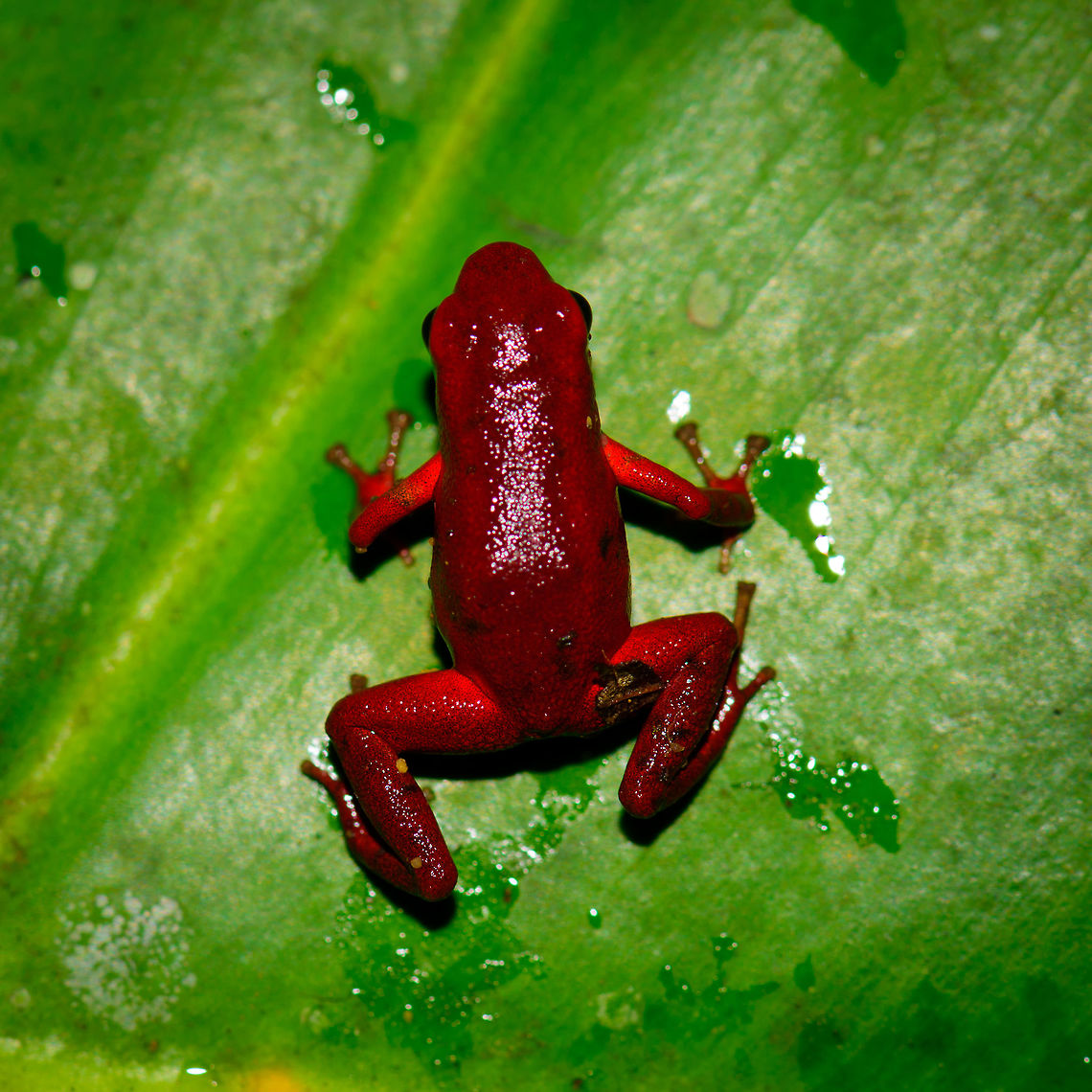 Andinobates victimatus - top view, Uraba, Colombia This observation is our main trophy from Uraba, and in many ways of our entire 2017 trip, for both its natural value and its symbolic value. This species is locally endemic to the Northwest of Colombia and had only been described 6 months earlier.<br />
<br />
The symbolic value is in its naming, victimatus, dedicated to the victims of armed conflict in this poor area of Colombia. It also radiates a sense of hope, as the scientist discovering and describing the species is a young Afro-Colombian born in this region. Against all odds, he managed to escape poverty and a lack of opportunity, and turned it into this.<br />
<br />
A few minutes before this observation, we had a strange encounter with illegal goldminers coming our way from the narrow forest path. Some greeted us when passing by, yet one insisted on stopping straight in front of me, and giving me a death stare for a solid 10 seconds. Which I returned. Not a word was said, but they were clearly not happy with our presence, even less so because of our cameras. Continuing, we could see signs of an improvised camp further down the path, and our guide shared that its probably not a good idea to find out if there&#039;s any weapons there. <br />
<br />
So we turned around, and whilst walking back I was contemplating in my mind what just happened. An unfortunate non-event, or a life threatening one. That thought was washed away instantly when our guide found this frog. <br />
<br />
Given how &quot;new&quot; this species is to science, I&#039;m going to be generous in sharing many shots. As an ethical disclaimer, we found this frog in the bushes on what looks like a Bromeliad plant. It was located based on its call. However, as the scene was very dark and obscured, our guide picked it up, and then we put it on a large leaf on the forest floor for some better shots. It was then placed back exactly where it came from. <br />
<br />
Personally, we find the symbolic value of this observation the most valuable. We&#039;ve come to love and deeply respect Colombia and its stunning wildlife and will be going back for a 3rd round later this year. This country deserves a far better reputation than it has, it is awesome, full of potential, and well into its next chapter, one of hope and pride.<br />
<br />
Full set:<br />
<figure class="photo"><a href="https://www.jungledragon.com/image/59096/andinobates_victimatus_-_in_habitat_uraba_colombia.html" title="Andinobates victimatus - in habitat, Uraba, Colombia"><img src="https://s3.amazonaws.com/media.jungledragon.com/images/2/59096_thumb.jpg?AWSAccessKeyId=05GMT0V3GWVNE7GGM1R2&Expires=1759968010&Signature=ifOWJYKg7vCLmr8ndw%2FFAkFdjdY%3D" width="200" height="142" alt="Andinobates victimatus - in habitat, Uraba, Colombia This observation is our main trophy from Uraba, and in many ways of our entire 2017 trip, for both its natural value and its symbolic value. This species is locally endemic to the Northwest of Colombia and had only been described 6 months earlier.<br />
<br />
The symbolic value is in its naming, victimatus, dedicated to the victims of armed conflict in this poor area of Colombia. It also radiates a sense of hope, as the scientist discovering and describing the species is a young Afro-Colombian born in this region. Against all odds, he managed to escape poverty and a lack of opportunity, and turned it into this.<br />
<br />
A few minutes before this observation, we had a strange encounter with illegal goldminers coming our way from the narrow forest path. Some greeted us when passing by, yet one insisted on stopping straight in front of me, and giving me a death stare for a solid 10 seconds. Which I returned. Not a word was said, but they were clearly not happy with our presence, even less so because of our cameras. Continuing, we could see signs of an improvised camp further down the path, and our guide shared that its probably not a good idea to find out if there&#039;s any weapons there. <br />
<br />
So we turned around, and whilst walking back I was contemplating in my mind what just happened. An unfortunate non-event, or a life threatening one. That thought was washed away instantly when our guide found this frog. <br />
<br />
Given how &quot;new&quot; this species is to science, I&#039;m going to be generous in sharing many shots. As an ethical disclaimer, we found this frog in the bushes on what looks like a Bromeliad plant. It was located based on its call. However, as the scene was very dark and obscured, our guide picked it up, and then we put it on a large leaf on the forest floor for some better shots. It was then placed back exactly where it came from. <br />
<br />
Personally, we find the symbolic value of this observation the most valuable. We&#039;ve come to love and deeply respect Colombia and its stunning wildlife and will be going back for a 3rd round later this year. This country deserves a far better reputation than it has, it is awesome, full of potential, and well into its next chapter, one of hope and pride.<br />
<br />
Full set:<br />
https://www.jungledragon.com/image/59096/andinobates_victimatus_-_in_habitat_uraba_colombia.html<br />
https://www.jungledragon.com/image/59097/andinobates_victimatus_-_in_habitat_ii_uraba_colombia.html<br />
https://www.jungledragon.com/image/59098/andinobates_victimatus_-_full_body_uraba_colombia.html<br />
https://www.jungledragon.com/image/59099/andinobates_victimatus_-_side_view_uraba_colombia.html<br />
https://www.jungledragon.com/image/59100/andinobates_victimatus_-_top_view_uraba_colombia.html<br />
https://www.jungledragon.com/image/59101/andinobates_victimatus_-_full_body_side_view_uraba_colombia.html<br />
https://www.jungledragon.com/image/59102/andinobates_victimatus_-_face_closeup_uraba_colombia.html<br />
https://www.jungledragon.com/image/59103/andinobates_victimatus_-_front_view_uraba_colombia.html<br />
https://www.jungledragon.com/image/59104/andinobates_victimatus_-_front_view_ii_uraba_colombia.html<br />
https://www.jungledragon.com/image/59105/andinobates_victimatus_-_face_closeup_ii_uraba_colombia.html Andinobates victimatus,Antioquia,Colombia,Colombia Choco &amp; Pacific region,South America,Uraba,Urab&aacute;,World" /></a></figure><br />
<figure class="photo"><a href="https://www.jungledragon.com/image/59097/andinobates_victimatus_-_in_habitat_ii_uraba_colombia.html" title="Andinobates victimatus - in habitat II, Uraba, Colombia"><img src="https://s3.amazonaws.com/media.jungledragon.com/images/2/59097_thumb.jpg?AWSAccessKeyId=05GMT0V3GWVNE7GGM1R2&Expires=1759968010&Signature=5V36SeM2Q6H%2B9TplXnCO7%2F%2Bwq4Q%3D" width="146" height="152" alt="Andinobates victimatus - in habitat II, Uraba, Colombia This observation is our main trophy from Uraba, and in many ways of our entire 2017 trip, for both its natural value and its symbolic value. This species is locally endemic to the Northwest of Colombia and had only been described 6 months earlier.<br />
<br />
The symbolic value is in its naming, victimatus, dedicated to the victims of armed conflict in this poor area of Colombia. It also radiates a sense of hope, as the scientist discovering and describing the species is a young Afro-Colombian born in this region. Against all odds, he managed to escape poverty and a lack of opportunity, and turned it into this.<br />
<br />
A few minutes before this observation, we had a strange encounter with illegal goldminers coming our way from the narrow forest path. Some greeted us when passing by, yet one insisted on stopping straight in front of me, and giving me a death stare for a solid 10 seconds. Which I returned. Not a word was said, but they were clearly not happy with our presence, even less so because of our cameras. Continuing, we could see signs of an improvised camp further down the path, and our guide shared that its probably not a good idea to find out if there&#039;s any weapons there. <br />
<br />
So we turned around, and whilst walking back I was contemplating in my mind what just happened. An unfortunate non-event, or a life threatening one. That thought was washed away instantly when our guide found this frog. <br />
<br />
Given how &quot;new&quot; this species is to science, I&#039;m going to be generous in sharing many shots. As an ethical disclaimer, we found this frog in the bushes on what looks like a Bromeliad plant. It was located based on its call. However, as the scene was very dark and obscured, our guide picked it up, and then we put it on a large leaf on the forest floor for some better shots. It was then placed back exactly where it came from. <br />
<br />
Personally, we find the symbolic value of this observation the most valuable. We&#039;ve come to love and deeply respect Colombia and its stunning wildlife and will be going back for a 3rd round later this year. This country deserves a far better reputation than it has, it is awesome, full of potential, and well into its next chapter, one of hope and pride.<br />
<br />
Full set:<br />
https://www.jungledragon.com/image/59096/andinobates_victimatus_-_in_habitat_uraba_colombia.html<br />
https://www.jungledragon.com/image/59097/andinobates_victimatus_-_in_habitat_ii_uraba_colombia.html<br />
https://www.jungledragon.com/image/59098/andinobates_victimatus_-_full_body_uraba_colombia.html<br />
https://www.jungledragon.com/image/59099/andinobates_victimatus_-_side_view_uraba_colombia.html<br />
https://www.jungledragon.com/image/59100/andinobates_victimatus_-_top_view_uraba_colombia.html<br />
https://www.jungledragon.com/image/59101/andinobates_victimatus_-_full_body_side_view_uraba_colombia.html<br />
https://www.jungledragon.com/image/59102/andinobates_victimatus_-_face_closeup_uraba_colombia.html<br />
https://www.jungledragon.com/image/59103/andinobates_victimatus_-_front_view_uraba_colombia.html<br />
https://www.jungledragon.com/image/59104/andinobates_victimatus_-_front_view_ii_uraba_colombia.html<br />
https://www.jungledragon.com/image/59105/andinobates_victimatus_-_face_closeup_ii_uraba_colombia.html Andinobates victimatus,Antioquia,Colombia,Colombia Choco &amp; Pacific region,South America,Uraba,Urab&aacute;,World" /></a></figure><br />
<figure class="photo"><a href="https://www.jungledragon.com/image/59098/andinobates_victimatus_-_full_body_uraba_colombia.html" title="Andinobates victimatus - full body, Uraba, Colombia"><img src="https://s3.amazonaws.com/media.jungledragon.com/images/2/59098_thumb.jpg?AWSAccessKeyId=05GMT0V3GWVNE7GGM1R2&Expires=1759968010&Signature=uaEDi9RQAjqkLxPgYG9jgBPPkoo%3D" width="200" height="142" alt="Andinobates victimatus - full body, Uraba, Colombia This observation is our main trophy from Uraba, and in many ways of our entire 2017 trip, for both its natural value and its symbolic value. This species is locally endemic to the Northwest of Colombia and had only been described 6 months earlier.<br />
<br />
The symbolic value is in its naming, victimatus, dedicated to the victims of armed conflict in this poor area of Colombia. It also radiates a sense of hope, as the scientist discovering and describing the species is a young Afro-Colombian born in this region. Against all odds, he managed to escape poverty and a lack of opportunity, and turned it into this.<br />
<br />
A few minutes before this observation, we had a strange encounter with illegal goldminers coming our way from the narrow forest path. Some greeted us when passing by, yet one insisted on stopping straight in front of me, and giving me a death stare for a solid 10 seconds. Which I returned. Not a word was said, but they were clearly not happy with our presence, even less so because of our cameras. Continuing, we could see signs of an improvised camp further down the path, and our guide shared that its probably not a good idea to find out if there&#039;s any weapons there. <br />
<br />
So we turned around, and whilst walking back I was contemplating in my mind what just happened. An unfortunate non-event, or a life threatening one. That thought was washed away instantly when our guide found this frog. <br />
<br />
Given how &quot;new&quot; this species is to science, I&#039;m going to be generous in sharing many shots. As an ethical disclaimer, we found this frog in the bushes on what looks like a Bromeliad plant. It was located based on its call. However, as the scene was very dark and obscured, our guide picked it up, and then we put it on a large leaf on the forest floor for some better shots. It was then placed back exactly where it came from. <br />
<br />
Personally, we find the symbolic value of this observation the most valuable. We&#039;ve come to love and deeply respect Colombia and its stunning wildlife and will be going back for a 3rd round later this year. This country deserves a far better reputation than it has, it is awesome, full of potential, and well into its next chapter, one of hope and pride.<br />
<br />
Full set:<br />
https://www.jungledragon.com/image/59096/andinobates_victimatus_-_in_habitat_uraba_colombia.html<br />
https://www.jungledragon.com/image/59097/andinobates_victimatus_-_in_habitat_ii_uraba_colombia.html<br />
https://www.jungledragon.com/image/59098/andinobates_victimatus_-_full_body_uraba_colombia.html<br />
https://www.jungledragon.com/image/59099/andinobates_victimatus_-_side_view_uraba_colombia.html<br />
https://www.jungledragon.com/image/59100/andinobates_victimatus_-_top_view_uraba_colombia.html<br />
https://www.jungledragon.com/image/59101/andinobates_victimatus_-_full_body_side_view_uraba_colombia.html<br />
https://www.jungledragon.com/image/59102/andinobates_victimatus_-_face_closeup_uraba_colombia.html<br />
https://www.jungledragon.com/image/59103/andinobates_victimatus_-_front_view_uraba_colombia.html<br />
https://www.jungledragon.com/image/59104/andinobates_victimatus_-_front_view_ii_uraba_colombia.html<br />
https://www.jungledragon.com/image/59105/andinobates_victimatus_-_face_closeup_ii_uraba_colombia.html Andinobates victimatus,Antioquia,Colombia,Colombia Choco &amp; Pacific region,South America,Uraba,Urab&aacute;,World" /></a></figure><br />
<figure class="photo"><a href="https://www.jungledragon.com/image/59099/andinobates_victimatus_-_side_view_uraba_colombia.html" title="Andinobates victimatus - side view, Uraba, Colombia"><img src="https://s3.amazonaws.com/media.jungledragon.com/images/2/59099_thumb.jpg?AWSAccessKeyId=05GMT0V3GWVNE7GGM1R2&Expires=1759968010&Signature=hgyxpBRgfhElFB%2FE9%2BPbAInNsCc%3D" width="200" height="200" alt="Andinobates victimatus - side view, Uraba, Colombia This observation is our main trophy from Uraba, and in many ways of our entire 2017 trip, for both its natural value and its symbolic value. This species is locally endemic to the Northwest of Colombia and had only been described 6 months earlier.<br />
<br />
The symbolic value is in its naming, victimatus, dedicated to the victims of armed conflict in this poor area of Colombia. It also radiates a sense of hope, as the scientist discovering and describing the species is a young Afro-Colombian born in this region. Against all odds, he managed to escape poverty and a lack of opportunity, and turned it into this.<br />
<br />
A few minutes before this observation, we had a strange encounter with illegal goldminers coming our way from the narrow forest path. Some greeted us when passing by, yet one insisted on stopping straight in front of me, and giving me a death stare for a solid 10 seconds. Which I returned. Not a word was said, but they were clearly not happy with our presence, even less so because of our cameras. Continuing, we could see signs of an improvised camp further down the path, and our guide shared that its probably not a good idea to find out if there&#039;s any weapons there. <br />
<br />
So we turned around, and whilst walking back I was contemplating in my mind what just happened. An unfortunate non-event, or a life threatening one. That thought was washed away instantly when our guide found this frog. <br />
<br />
Given how &quot;new&quot; this species is to science, I&#039;m going to be generous in sharing many shots. As an ethical disclaimer, we found this frog in the bushes on what looks like a Bromeliad plant. It was located based on its call. However, as the scene was very dark and obscured, our guide picked it up, and then we put it on a large leaf on the forest floor for some better shots. It was then placed back exactly where it came from. <br />
<br />
Personally, we find the symbolic value of this observation the most valuable. We&#039;ve come to love and deeply respect Colombia and its stunning wildlife and will be going back for a 3rd round later this year. This country deserves a far better reputation than it has, it is awesome, full of potential, and well into its next chapter, one of hope and pride.<br />
<br />
Full set:<br />
https://www.jungledragon.com/image/59096/andinobates_victimatus_-_in_habitat_uraba_colombia.html<br />
https://www.jungledragon.com/image/59097/andinobates_victimatus_-_in_habitat_ii_uraba_colombia.html<br />
https://www.jungledragon.com/image/59098/andinobates_victimatus_-_full_body_uraba_colombia.html<br />
https://www.jungledragon.com/image/59099/andinobates_victimatus_-_side_view_uraba_colombia.html<br />
https://www.jungledragon.com/image/59100/andinobates_victimatus_-_top_view_uraba_colombia.html<br />
https://www.jungledragon.com/image/59101/andinobates_victimatus_-_full_body_side_view_uraba_colombia.html<br />
https://www.jungledragon.com/image/59102/andinobates_victimatus_-_face_closeup_uraba_colombia.html<br />
https://www.jungledragon.com/image/59103/andinobates_victimatus_-_front_view_uraba_colombia.html<br />
https://www.jungledragon.com/image/59104/andinobates_victimatus_-_front_view_ii_uraba_colombia.html<br />
https://www.jungledragon.com/image/59105/andinobates_victimatus_-_face_closeup_ii_uraba_colombia.html Andinobates victimatus,Antioquia,Colombia,Colombia Choco &amp; Pacific region,South America,Uraba,Urab&aacute;,World" /></a></figure><br />
<figure class="photo"><a href="https://www.jungledragon.com/image/59100/andinobates_victimatus_-_top_view_uraba_colombia.html" title="Andinobates victimatus - top view, Uraba, Colombia"><img src="https://s3.amazonaws.com/media.jungledragon.com/images/2/59100_thumb.jpg?AWSAccessKeyId=05GMT0V3GWVNE7GGM1R2&Expires=1759968010&Signature=zRLkFWQaD86u6l537jU3VNhH%2BX4%3D" width="200" height="200" alt="Andinobates victimatus - top view, Uraba, Colombia This observation is our main trophy from Uraba, and in many ways of our entire 2017 trip, for both its natural value and its symbolic value. This species is locally endemic to the Northwest of Colombia and had only been described 6 months earlier.<br />
<br />
The symbolic value is in its naming, victimatus, dedicated to the victims of armed conflict in this poor area of Colombia. It also radiates a sense of hope, as the scientist discovering and describing the species is a young Afro-Colombian born in this region. Against all odds, he managed to escape poverty and a lack of opportunity, and turned it into this.<br />
<br />
A few minutes before this observation, we had a strange encounter with illegal goldminers coming our way from the narrow forest path. Some greeted us when passing by, yet one insisted on stopping straight in front of me, and giving me a death stare for a solid 10 seconds. Which I returned. Not a word was said, but they were clearly not happy with our presence, even less so because of our cameras. Continuing, we could see signs of an improvised camp further down the path, and our guide shared that its probably not a good idea to find out if there&#039;s any weapons there. <br />
<br />
So we turned around, and whilst walking back I was contemplating in my mind what just happened. An unfortunate non-event, or a life threatening one. That thought was washed away instantly when our guide found this frog. <br />
<br />
Given how &quot;new&quot; this species is to science, I&#039;m going to be generous in sharing many shots. As an ethical disclaimer, we found this frog in the bushes on what looks like a Bromeliad plant. It was located based on its call. However, as the scene was very dark and obscured, our guide picked it up, and then we put it on a large leaf on the forest floor for some better shots. It was then placed back exactly where it came from. <br />
<br />
Personally, we find the symbolic value of this observation the most valuable. We&#039;ve come to love and deeply respect Colombia and its stunning wildlife and will be going back for a 3rd round later this year. This country deserves a far better reputation than it has, it is awesome, full of potential, and well into its next chapter, one of hope and pride.<br />
<br />
Full set:<br />
https://www.jungledragon.com/image/59096/andinobates_victimatus_-_in_habitat_uraba_colombia.html<br />
https://www.jungledragon.com/image/59097/andinobates_victimatus_-_in_habitat_ii_uraba_colombia.html<br />
https://www.jungledragon.com/image/59098/andinobates_victimatus_-_full_body_uraba_colombia.html<br />
https://www.jungledragon.com/image/59099/andinobates_victimatus_-_side_view_uraba_colombia.html<br />
https://www.jungledragon.com/image/59100/andinobates_victimatus_-_top_view_uraba_colombia.html<br />
https://www.jungledragon.com/image/59101/andinobates_victimatus_-_full_body_side_view_uraba_colombia.html<br />
https://www.jungledragon.com/image/59102/andinobates_victimatus_-_face_closeup_uraba_colombia.html<br />
https://www.jungledragon.com/image/59103/andinobates_victimatus_-_front_view_uraba_colombia.html<br />
https://www.jungledragon.com/image/59104/andinobates_victimatus_-_front_view_ii_uraba_colombia.html<br />
https://www.jungledragon.com/image/59105/andinobates_victimatus_-_face_closeup_ii_uraba_colombia.html Andinobates victimatus,Antioquia,Colombia,Colombia Choco &amp; Pacific region,South America,Uraba,Urab&aacute;,World" /></a></figure><br />
<figure class="photo"><a href="https://www.jungledragon.com/image/59101/andinobates_victimatus_-_full_body_side_view_uraba_colombia.html" title="Andinobates victimatus - full body side view, Uraba, Colombia"><img src="https://s3.amazonaws.com/media.jungledragon.com/images/2/59101_thumb.jpg?AWSAccessKeyId=05GMT0V3GWVNE7GGM1R2&Expires=1759968010&Signature=CllxnpB0LFYHyQPI2vEqtBcImCE%3D" width="200" height="140" alt="Andinobates victimatus - full body side view, Uraba, Colombia This observation is our main trophy from Uraba, and in many ways of our entire 2017 trip, for both its natural value and its symbolic value. This species is locally endemic to the Northwest of Colombia and had only been described 6 months earlier.<br />
<br />
The symbolic value is in its naming, victimatus, dedicated to the victims of armed conflict in this poor area of Colombia. It also radiates a sense of hope, as the scientist discovering and describing the species is a young Afro-Colombian born in this region. Against all odds, he managed to escape poverty and a lack of opportunity, and turned it into this.<br />
<br />
A few minutes before this observation, we had a strange encounter with illegal goldminers coming our way from the narrow forest path. Some greeted us when passing by, yet one insisted on stopping straight in front of me, and giving me a death stare for a solid 10 seconds. Which I returned. Not a word was said, but they were clearly not happy with our presence, even less so because of our cameras. Continuing, we could see signs of an improvised camp further down the path, and our guide shared that its probably not a good idea to find out if there&#039;s any weapons there. <br />
<br />
So we turned around, and whilst walking back I was contemplating in my mind what just happened. An unfortunate non-event, or a life threatening one. That thought was washed away instantly when our guide found this frog. <br />
<br />
Given how &quot;new&quot; this species is to science, I&#039;m going to be generous in sharing many shots. As an ethical disclaimer, we found this frog in the bushes on what looks like a Bromeliad plant. It was located based on its call. However, as the scene was very dark and obscured, our guide picked it up, and then we put it on a large leaf on the forest floor for some better shots. It was then placed back exactly where it came from. <br />
<br />
Personally, we find the symbolic value of this observation the most valuable. We&#039;ve come to love and deeply respect Colombia and its stunning wildlife and will be going back for a 3rd round later this year. This country deserves a far better reputation than it has, it is awesome, full of potential, and well into its next chapter, one of hope and pride.<br />
<br />
Full set:<br />
https://www.jungledragon.com/image/59096/andinobates_victimatus_-_in_habitat_uraba_colombia.html<br />
https://www.jungledragon.com/image/59097/andinobates_victimatus_-_in_habitat_ii_uraba_colombia.html<br />
https://www.jungledragon.com/image/59098/andinobates_victimatus_-_full_body_uraba_colombia.html<br />
https://www.jungledragon.com/image/59099/andinobates_victimatus_-_side_view_uraba_colombia.html<br />
https://www.jungledragon.com/image/59100/andinobates_victimatus_-_top_view_uraba_colombia.html<br />
https://www.jungledragon.com/image/59101/andinobates_victimatus_-_full_body_side_view_uraba_colombia.html<br />
https://www.jungledragon.com/image/59102/andinobates_victimatus_-_face_closeup_uraba_colombia.html<br />
https://www.jungledragon.com/image/59103/andinobates_victimatus_-_front_view_uraba_colombia.html<br />
https://www.jungledragon.com/image/59104/andinobates_victimatus_-_front_view_ii_uraba_colombia.html<br />
https://www.jungledragon.com/image/59105/andinobates_victimatus_-_face_closeup_ii_uraba_colombia.html Andinobates victimatus,Antioquia,Colombia,Colombia Choco &amp; Pacific region,South America,Uraba,Urab&aacute;,World" /></a></figure><br />
<figure class="photo"><a href="https://www.jungledragon.com/image/59102/andinobates_victimatus_-_face_closeup_uraba_colombia.html" title="Andinobates victimatus - face closeup, Uraba, Colombia"><img src="https://s3.amazonaws.com/media.jungledragon.com/images/2/59102_thumb.jpg?AWSAccessKeyId=05GMT0V3GWVNE7GGM1R2&Expires=1759968010&Signature=0VJPAyZswNLN9x4OvljOjXf71yM%3D" width="200" height="126" alt="Andinobates victimatus - face closeup, Uraba, Colombia This observation is our main trophy from Uraba, and in many ways of our entire 2017 trip, for both its natural value and its symbolic value. This species is locally endemic to the Northwest of Colombia and had only been described 6 months earlier.<br />
<br />
The symbolic value is in its naming, victimatus, dedicated to the victims of armed conflict in this poor area of Colombia. It also radiates a sense of hope, as the scientist discovering and describing the species is a young Afro-Colombian born in this region. Against all odds, he managed to escape poverty and a lack of opportunity, and turned it into this.<br />
<br />
A few minutes before this observation, we had a strange encounter with illegal goldminers coming our way from the narrow forest path. Some greeted us when passing by, yet one insisted on stopping straight in front of me, and giving me a death stare for a solid 10 seconds. Which I returned. Not a word was said, but they were clearly not happy with our presence, even less so because of our cameras. Continuing, we could see signs of an improvised camp further down the path, and our guide shared that its probably not a good idea to find out if there&#039;s any weapons there. <br />
<br />
So we turned around, and whilst walking back I was contemplating in my mind what just happened. An unfortunate non-event, or a life threatening one. That thought was washed away instantly when our guide found this frog. <br />
<br />
Given how &quot;new&quot; this species is to science, I&#039;m going to be generous in sharing many shots. As an ethical disclaimer, we found this frog in the bushes on what looks like a Bromeliad plant. It was located based on its call. However, as the scene was very dark and obscured, our guide picked it up, and then we put it on a large leaf on the forest floor for some better shots. It was then placed back exactly where it came from. <br />
<br />
Personally, we find the symbolic value of this observation the most valuable. We&#039;ve come to love and deeply respect Colombia and its stunning wildlife and will be going back for a 3rd round later this year. This country deserves a far better reputation than it has, it is awesome, full of potential, and well into its next chapter, one of hope and pride.<br />
<br />
Full set:<br />
https://www.jungledragon.com/image/59096/andinobates_victimatus_-_in_habitat_uraba_colombia.html<br />
https://www.jungledragon.com/image/59097/andinobates_victimatus_-_in_habitat_ii_uraba_colombia.html<br />
https://www.jungledragon.com/image/59098/andinobates_victimatus_-_full_body_uraba_colombia.html<br />
https://www.jungledragon.com/image/59099/andinobates_victimatus_-_side_view_uraba_colombia.html<br />
https://www.jungledragon.com/image/59100/andinobates_victimatus_-_top_view_uraba_colombia.html<br />
https://www.jungledragon.com/image/59101/andinobates_victimatus_-_full_body_side_view_uraba_colombia.html<br />
https://www.jungledragon.com/image/59102/andinobates_victimatus_-_face_closeup_uraba_colombia.html<br />
https://www.jungledragon.com/image/59103/andinobates_victimatus_-_front_view_uraba_colombia.html<br />
https://www.jungledragon.com/image/59104/andinobates_victimatus_-_front_view_ii_uraba_colombia.html<br />
https://www.jungledragon.com/image/59105/andinobates_victimatus_-_face_closeup_ii_uraba_colombia.html Andinobates victimatus,Antioquia,Colombia,Colombia Choco &amp; Pacific region,South America,Uraba,Urab&aacute;,World" /></a></figure><br />
<figure class="photo"><a href="https://www.jungledragon.com/image/59103/andinobates_victimatus_-_front_view_uraba_colombia.html" title="Andinobates victimatus - front view, Uraba, Colombia"><img src="https://s3.amazonaws.com/media.jungledragon.com/images/2/59103_thumb.jpg?AWSAccessKeyId=05GMT0V3GWVNE7GGM1R2&Expires=1759968010&Signature=ws7aTUTwW9punh7Fkoq2lV4eENE%3D" width="200" height="114" alt="Andinobates victimatus - front view, Uraba, Colombia This observation is our main trophy from Uraba, and in many ways of our entire 2017 trip, for both its natural value and its symbolic value. This species is locally endemic to the Northwest of Colombia and had only been described 6 months earlier.<br />
<br />
The symbolic value is in its naming, victimatus, dedicated to the victims of armed conflict in this poor area of Colombia. It also radiates a sense of hope, as the scientist discovering and describing the species is a young Afro-Colombian born in this region. Against all odds, he managed to escape poverty and a lack of opportunity, and turned it into this.<br />
<br />
A few minutes before this observation, we had a strange encounter with illegal goldminers coming our way from the narrow forest path. Some greeted us when passing by, yet one insisted on stopping straight in front of me, and giving me a death stare for a solid 10 seconds. Which I returned. Not a word was said, but they were clearly not happy with our presence, even less so because of our cameras. Continuing, we could see signs of an improvised camp further down the path, and our guide shared that its probably not a good idea to find out if there&#039;s any weapons there. <br />
<br />
So we turned around, and whilst walking back I was contemplating in my mind what just happened. An unfortunate non-event, or a life threatening one. That thought was washed away instantly when our guide found this frog. <br />
<br />
Given how &quot;new&quot; this species is to science, I&#039;m going to be generous in sharing many shots. As an ethical disclaimer, we found this frog in the bushes on what looks like a Bromeliad plant. It was located based on its call. However, as the scene was very dark and obscured, our guide picked it up, and then we put it on a large leaf on the forest floor for some better shots. It was then placed back exactly where it came from. <br />
<br />
Personally, we find the symbolic value of this observation the most valuable. We&#039;ve come to love and deeply respect Colombia and its stunning wildlife and will be going back for a 3rd round later this year. This country deserves a far better reputation than it has, it is awesome, full of potential, and well into its next chapter, one of hope and pride.<br />
<br />
Full set:<br />
https://www.jungledragon.com/image/59096/andinobates_victimatus_-_in_habitat_uraba_colombia.html<br />
https://www.jungledragon.com/image/59097/andinobates_victimatus_-_in_habitat_ii_uraba_colombia.html<br />
https://www.jungledragon.com/image/59098/andinobates_victimatus_-_full_body_uraba_colombia.html<br />
https://www.jungledragon.com/image/59099/andinobates_victimatus_-_side_view_uraba_colombia.html<br />
https://www.jungledragon.com/image/59100/andinobates_victimatus_-_top_view_uraba_colombia.html<br />
https://www.jungledragon.com/image/59101/andinobates_victimatus_-_full_body_side_view_uraba_colombia.html<br />
https://www.jungledragon.com/image/59102/andinobates_victimatus_-_face_closeup_uraba_colombia.html<br />
https://www.jungledragon.com/image/59103/andinobates_victimatus_-_front_view_uraba_colombia.html<br />
https://www.jungledragon.com/image/59104/andinobates_victimatus_-_front_view_ii_uraba_colombia.html<br />
https://www.jungledragon.com/image/59105/andinobates_victimatus_-_face_closeup_ii_uraba_colombia.html Andinobates victimatus,Antioquia,Colombia,Colombia Choco &amp; Pacific region,South America,Uraba,Urab&aacute;,World" /></a></figure><br />
<figure class="photo"><a href="https://www.jungledragon.com/image/59104/andinobates_victimatus_-_front_view_ii_uraba_colombia.html" title="Andinobates victimatus - front view II, Uraba, Colombia"><img src="https://s3.amazonaws.com/media.jungledragon.com/images/2/59104_thumb.jpg?AWSAccessKeyId=05GMT0V3GWVNE7GGM1R2&Expires=1759968010&Signature=FHBrmaqHGpg%2FUHI728LdlP5n58Q%3D" width="200" height="134" alt="Andinobates victimatus - front view II, Uraba, Colombia This observation is our main trophy from Uraba, and in many ways of our entire 2017 trip, for both its natural value and its symbolic value. This species is locally endemic to the Northwest of Colombia and had only been described 6 months earlier.<br />
<br />
The symbolic value is in its naming, victimatus, dedicated to the victims of armed conflict in this poor area of Colombia. It also radiates a sense of hope, as the scientist discovering and describing the species is a young Afro-Colombian born in this region. Against all odds, he managed to escape poverty and a lack of opportunity, and turned it into this.<br />
<br />
A few minutes before this observation, we had a strange encounter with illegal goldminers coming our way from the narrow forest path. Some greeted us when passing by, yet one insisted on stopping straight in front of me, and giving me a death stare for a solid 10 seconds. Which I returned. Not a word was said, but they were clearly not happy with our presence, even less so because of our cameras. Continuing, we could see signs of an improvised camp further down the path, and our guide shared that its probably not a good idea to find out if there&#039;s any weapons there. <br />
<br />
So we turned around, and whilst walking back I was contemplating in my mind what just happened. An unfortunate non-event, or a life threatening one. That thought was washed away instantly when our guide found this frog. <br />
<br />
Given how &quot;new&quot; this species is to science, I&#039;m going to be generous in sharing many shots. As an ethical disclaimer, we found this frog in the bushes on what looks like a Bromeliad plant. It was located based on its call. However, as the scene was very dark and obscured, our guide picked it up, and then we put it on a large leaf on the forest floor for some better shots. It was then placed back exactly where it came from. <br />
<br />
Personally, we find the symbolic value of this observation the most valuable. We&#039;ve come to love and deeply respect Colombia and its stunning wildlife and will be going back for a 3rd round later this year. This country deserves a far better reputation than it has, it is awesome, full of potential, and well into its next chapter, one of hope and pride.<br />
<br />
Full set:<br />
https://www.jungledragon.com/image/59096/andinobates_victimatus_-_in_habitat_uraba_colombia.html<br />
https://www.jungledragon.com/image/59097/andinobates_victimatus_-_in_habitat_ii_uraba_colombia.html<br />
https://www.jungledragon.com/image/59098/andinobates_victimatus_-_full_body_uraba_colombia.html<br />
https://www.jungledragon.com/image/59099/andinobates_victimatus_-_side_view_uraba_colombia.html<br />
https://www.jungledragon.com/image/59100/andinobates_victimatus_-_top_view_uraba_colombia.html<br />
https://www.jungledragon.com/image/59101/andinobates_victimatus_-_full_body_side_view_uraba_colombia.html<br />
https://www.jungledragon.com/image/59102/andinobates_victimatus_-_face_closeup_uraba_colombia.html<br />
https://www.jungledragon.com/image/59103/andinobates_victimatus_-_front_view_uraba_colombia.html<br />
https://www.jungledragon.com/image/59104/andinobates_victimatus_-_front_view_ii_uraba_colombia.html<br />
https://www.jungledragon.com/image/59105/andinobates_victimatus_-_face_closeup_ii_uraba_colombia.html Andinobates victimatus,Antioquia,Colombia,Colombia Choco &amp; Pacific region,South America,Uraba,Urab&aacute;,World" /></a></figure><br />
<figure class="photo"><a href="https://www.jungledragon.com/image/59105/andinobates_victimatus_-_face_closeup_ii_uraba_colombia.html" title="Andinobates victimatus - face closeup II, Uraba, Colombia"><img src="https://s3.amazonaws.com/media.jungledragon.com/images/2/59105_thumb.jpg?AWSAccessKeyId=05GMT0V3GWVNE7GGM1R2&Expires=1759968010&Signature=kRFfmBEa%2FAHaTpM2aiIgRGE21Xo%3D" width="200" height="134" alt="Andinobates victimatus - face closeup II, Uraba, Colombia This observation is our main trophy from Uraba, and in many ways of our entire 2017 trip, for both its natural value and its symbolic value. This species is locally endemic to the Northwest of Colombia and had only been described 6 months earlier.<br />
<br />
The symbolic value is in its naming, victimatus, dedicated to the victims of armed conflict in this poor area of Colombia. It also radiates a sense of hope, as the scientist discovering and describing the species is a young Afro-Colombian born in this region. Against all odds, he managed to escape poverty and a lack of opportunity, and turned it into this.<br />
<br />
A few minutes before this observation, we had a strange encounter with illegal goldminers coming our way from the narrow forest path. Some greeted us when passing by, yet one insisted on stopping straight in front of me, and giving me a death stare for a solid 10 seconds. Which I returned. Not a word was said, but they were clearly not happy with our presence, even less so because of our cameras. Continuing, we could see signs of an improvised camp further down the path, and our guide shared that its probably not a good idea to find out if there&#039;s any weapons there. <br />
<br />
So we turned around, and whilst walking back I was contemplating in my mind what just happened. An unfortunate non-event, or a life threatening one. That thought was washed away instantly when our guide found this frog. <br />
<br />
Given how &quot;new&quot; this species is to science, I&#039;m going to be generous in sharing many shots. As an ethical disclaimer, we found this frog in the bushes on what looks like a Bromeliad plant. It was located based on its call. However, as the scene was very dark and obscured, our guide picked it up, and then we put it on a large leaf on the forest floor for some better shots. It was then placed back exactly where it came from. <br />
<br />
Personally, we find the symbolic value of this observation the most valuable. We&#039;ve come to love and deeply respect Colombia and its stunning wildlife and will be going back for a 3rd round later this year. This country deserves a far better reputation than it has, it is awesome, full of potential, and well into its next chapter, one of hope and pride.<br />
<br />
Full set:<br />
https://www.jungledragon.com/image/59096/andinobates_victimatus_-_in_habitat_uraba_colombia.html<br />
https://www.jungledragon.com/image/59097/andinobates_victimatus_-_in_habitat_ii_uraba_colombia.html<br />
https://www.jungledragon.com/image/59098/andinobates_victimatus_-_full_body_uraba_colombia.html<br />
https://www.jungledragon.com/image/59099/andinobates_victimatus_-_side_view_uraba_colombia.html<br />
https://www.jungledragon.com/image/59100/andinobates_victimatus_-_top_view_uraba_colombia.html<br />
https://www.jungledragon.com/image/59101/andinobates_victimatus_-_full_body_side_view_uraba_colombia.html<br />
https://www.jungledragon.com/image/59102/andinobates_victimatus_-_face_closeup_uraba_colombia.html<br />
https://www.jungledragon.com/image/59103/andinobates_victimatus_-_front_view_uraba_colombia.html<br />
https://www.jungledragon.com/image/59104/andinobates_victimatus_-_front_view_ii_uraba_colombia.html<br />
https://www.jungledragon.com/image/59105/andinobates_victimatus_-_face_closeup_ii_uraba_colombia.html Andinobates victimatus,Antioquia,Colombia,Colombia Choco &amp; Pacific region,South America,Uraba,Urab&aacute;,World" /></a></figure> Andinobates victimatus,Antioquia,Colombia,Colombia Choco & Pacific region,South America,Uraba,Urabá,World