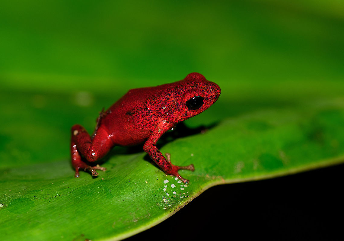 Andinobates victimatus - full body side view, Uraba, Colombia This observation is our main trophy from Uraba, and in many ways of our entire 2017 trip, for both its natural value and its symbolic value. This species is locally endemic to the Northwest of Colombia and had only been described 6 months earlier.<br />
<br />
The symbolic value is in its naming, victimatus, dedicated to the victims of armed conflict in this poor area of Colombia. It also radiates a sense of hope, as the scientist discovering and describing the species is a young Afro-Colombian born in this region. Against all odds, he managed to escape poverty and a lack of opportunity, and turned it into this.<br />
<br />
A few minutes before this observation, we had a strange encounter with illegal goldminers coming our way from the narrow forest path. Some greeted us when passing by, yet one insisted on stopping straight in front of me, and giving me a death stare for a solid 10 seconds. Which I returned. Not a word was said, but they were clearly not happy with our presence, even less so because of our cameras. Continuing, we could see signs of an improvised camp further down the path, and our guide shared that its probably not a good idea to find out if there's any weapons there. <br />
<br />
So we turned around, and whilst walking back I was contemplating in my mind what just happened. An unfortunate non-event, or a life threatening one. That thought was washed away instantly when our guide found this frog. <br />
<br />
Given how "new" this species is to science, I'm going to be generous in sharing many shots. As an ethical disclaimer, we found this frog in the bushes on what looks like a Bromeliad plant. It was located based on its call. However, as the scene was very dark and obscured, our guide picked it up, and then we put it on a large leaf on the forest floor for some better shots. It was then placed back exactly where it came from. <br />
<br />
Personally, we find the symbolic value of this observation the most valuable. We've come to love and deeply respect Colombia and its stunning wildlife and will be going back for a 3rd round later this year. This country deserves a far better reputation than it has, it is awesome, full of potential, and well into its next chapter, one of hope and pride.<br />
<br />
Full set:<br />
<figure class="photo"><a href="https://www.jungledragon.com/image/59096/andinobates_victimatus_-_in_habitat_uraba_colombia.html" title="Andinobates victimatus - in habitat, Uraba, Colombia"><img src="https://s3.amazonaws.com/media.jungledragon.com/images/2/59096_thumb.jpg?AWSAccessKeyId=05GMT0V3GWVNE7GGM1R2&Expires=1770854410&Signature=ivdkeHYjdjalVYpaRBBVKltSTTg%3D" width="200" height="142" alt="Andinobates victimatus - in habitat, Uraba, Colombia This observation is our main trophy from Uraba, and in many ways of our entire 2017 trip, for both its natural value and its symbolic value. This species is locally endemic to the Northwest of Colombia and had only been described 6 months earlier.<br />
<br />
The symbolic value is in its naming, victimatus, dedicated to the victims of armed conflict in this poor area of Colombia. It also radiates a sense of hope, as the scientist discovering and describing the species is a young Afro-Colombian born in this region. Against all odds, he managed to escape poverty and a lack of opportunity, and turned it into this.<br />
<br />
A few minutes before this observation, we had a strange encounter with illegal goldminers coming our way from the narrow forest path. Some greeted us when passing by, yet one insisted on stopping straight in front of me, and giving me a death stare for a solid 10 seconds. Which I returned. Not a word was said, but they were clearly not happy with our presence, even less so because of our cameras. Continuing, we could see signs of an improvised camp further down the path, and our guide shared that its probably not a good idea to find out if there's any weapons there. <br />
<br />
So we turned around, and whilst walking back I was contemplating in my mind what just happened. An unfortunate non-event, or a life threatening one. That thought was washed away instantly when our guide found this frog. <br />
<br />
Given how "new" this species is to science, I'm going to be generous in sharing many shots. As an ethical disclaimer, we found this frog in the bushes on what looks like a Bromeliad plant. It was located based on its call. However, as the scene was very dark and obscured, our guide picked it up, and then we put it on a large leaf on the forest floor for some better shots. It was then placed back exactly where it came from. <br />
<br />
Personally, we find the symbolic value of this observation the most valuable. We've come to love and deeply respect Colombia and its stunning wildlife and will be going back for a 3rd round later this year. This country deserves a far better reputation than it has, it is awesome, full of potential, and well into its next chapter, one of hope and pride.<br />
<br />
Full set:<br />
https://www.jungledragon.com/image/59096/andinobates_victimatus_-_in_habitat_uraba_colombia.html<br />
https://www.jungledragon.com/image/59097/andinobates_victimatus_-_in_habitat_ii_uraba_colombia.html<br />
https://www.jungledragon.com/image/59098/andinobates_victimatus_-_full_body_uraba_colombia.html<br />
https://www.jungledragon.com/image/59099/andinobates_victimatus_-_side_view_uraba_colombia.html<br />
https://www.jungledragon.com/image/59100/andinobates_victimatus_-_top_view_uraba_colombia.html<br />
https://www.jungledragon.com/image/59101/andinobates_victimatus_-_full_body_side_view_uraba_colombia.html<br />
https://www.jungledragon.com/image/59102/andinobates_victimatus_-_face_closeup_uraba_colombia.html<br />
https://www.jungledragon.com/image/59103/andinobates_victimatus_-_front_view_uraba_colombia.html<br />
https://www.jungledragon.com/image/59104/andinobates_victimatus_-_front_view_ii_uraba_colombia.html<br />
https://www.jungledragon.com/image/59105/andinobates_victimatus_-_face_closeup_ii_uraba_colombia.html Andinobates victimatus,Antioquia,Colombia,Colombia Choco &amp; Pacific region,South America,Uraba,Urab&aacute;,World" /></a></figure><br />
<figure class="photo"><a href="https://www.jungledragon.com/image/59097/andinobates_victimatus_-_in_habitat_ii_uraba_colombia.html" title="Andinobates victimatus - in habitat II, Uraba, Colombia"><img src="https://s3.amazonaws.com/media.jungledragon.com/images/2/59097_thumb.jpg?AWSAccessKeyId=05GMT0V3GWVNE7GGM1R2&Expires=1770854410&Signature=D8xVvwLwiFNE%2FLFYqUQb1hkW3uc%3D" width="146" height="152" alt="Andinobates victimatus - in habitat II, Uraba, Colombia This observation is our main trophy from Uraba, and in many ways of our entire 2017 trip, for both its natural value and its symbolic value. This species is locally endemic to the Northwest of Colombia and had only been described 6 months earlier.<br />
<br />
The symbolic value is in its naming, victimatus, dedicated to the victims of armed conflict in this poor area of Colombia. It also radiates a sense of hope, as the scientist discovering and describing the species is a young Afro-Colombian born in this region. Against all odds, he managed to escape poverty and a lack of opportunity, and turned it into this.<br />
<br />
A few minutes before this observation, we had a strange encounter with illegal goldminers coming our way from the narrow forest path. Some greeted us when passing by, yet one insisted on stopping straight in front of me, and giving me a death stare for a solid 10 seconds. Which I returned. Not a word was said, but they were clearly not happy with our presence, even less so because of our cameras. Continuing, we could see signs of an improvised camp further down the path, and our guide shared that its probably not a good idea to find out if there's any weapons there. <br />
<br />
So we turned around, and whilst walking back I was contemplating in my mind what just happened. An unfortunate non-event, or a life threatening one. That thought was washed away instantly when our guide found this frog. <br />
<br />
Given how "new" this species is to science, I'm going to be generous in sharing many shots. As an ethical disclaimer, we found this frog in the bushes on what looks like a Bromeliad plant. It was located based on its call. However, as the scene was very dark and obscured, our guide picked it up, and then we put it on a large leaf on the forest floor for some better shots. It was then placed back exactly where it came from. <br />
<br />
Personally, we find the symbolic value of this observation the most valuable. We've come to love and deeply respect Colombia and its stunning wildlife and will be going back for a 3rd round later this year. This country deserves a far better reputation than it has, it is awesome, full of potential, and well into its next chapter, one of hope and pride.<br />
<br />
Full set:<br />
https://www.jungledragon.com/image/59096/andinobates_victimatus_-_in_habitat_uraba_colombia.html<br />
https://www.jungledragon.com/image/59097/andinobates_victimatus_-_in_habitat_ii_uraba_colombia.html<br />
https://www.jungledragon.com/image/59098/andinobates_victimatus_-_full_body_uraba_colombia.html<br />
https://www.jungledragon.com/image/59099/andinobates_victimatus_-_side_view_uraba_colombia.html<br />
https://www.jungledragon.com/image/59100/andinobates_victimatus_-_top_view_uraba_colombia.html<br />
https://www.jungledragon.com/image/59101/andinobates_victimatus_-_full_body_side_view_uraba_colombia.html<br />
https://www.jungledragon.com/image/59102/andinobates_victimatus_-_face_closeup_uraba_colombia.html<br />
https://www.jungledragon.com/image/59103/andinobates_victimatus_-_front_view_uraba_colombia.html<br />
https://www.jungledragon.com/image/59104/andinobates_victimatus_-_front_view_ii_uraba_colombia.html<br />
https://www.jungledragon.com/image/59105/andinobates_victimatus_-_face_closeup_ii_uraba_colombia.html Andinobates victimatus,Antioquia,Colombia,Colombia Choco &amp; Pacific region,South America,Uraba,Urab&aacute;,World" /></a></figure><br />
<figure class="photo"><a href="https://www.jungledragon.com/image/59098/andinobates_victimatus_-_full_body_uraba_colombia.html" title="Andinobates victimatus - full body, Uraba, Colombia"><img src="https://s3.amazonaws.com/media.jungledragon.com/images/2/59098_thumb.jpg?AWSAccessKeyId=05GMT0V3GWVNE7GGM1R2&Expires=1770854410&Signature=6a8XxOB%2FNrWuffwCjoIzJl4V%2B%2B4%3D" width="200" height="142" alt="Andinobates victimatus - full body, Uraba, Colombia This observation is our main trophy from Uraba, and in many ways of our entire 2017 trip, for both its natural value and its symbolic value. This species is locally endemic to the Northwest of Colombia and had only been described 6 months earlier.<br />
<br />
The symbolic value is in its naming, victimatus, dedicated to the victims of armed conflict in this poor area of Colombia. It also radiates a sense of hope, as the scientist discovering and describing the species is a young Afro-Colombian born in this region. Against all odds, he managed to escape poverty and a lack of opportunity, and turned it into this.<br />
<br />
A few minutes before this observation, we had a strange encounter with illegal goldminers coming our way from the narrow forest path. Some greeted us when passing by, yet one insisted on stopping straight in front of me, and giving me a death stare for a solid 10 seconds. Which I returned. Not a word was said, but they were clearly not happy with our presence, even less so because of our cameras. Continuing, we could see signs of an improvised camp further down the path, and our guide shared that its probably not a good idea to find out if there's any weapons there. <br />
<br />
So we turned around, and whilst walking back I was contemplating in my mind what just happened. An unfortunate non-event, or a life threatening one. That thought was washed away instantly when our guide found this frog. <br />
<br />
Given how "new" this species is to science, I'm going to be generous in sharing many shots. As an ethical disclaimer, we found this frog in the bushes on what looks like a Bromeliad plant. It was located based on its call. However, as the scene was very dark and obscured, our guide picked it up, and then we put it on a large leaf on the forest floor for some better shots. It was then placed back exactly where it came from. <br />
<br />
Personally, we find the symbolic value of this observation the most valuable. We've come to love and deeply respect Colombia and its stunning wildlife and will be going back for a 3rd round later this year. This country deserves a far better reputation than it has, it is awesome, full of potential, and well into its next chapter, one of hope and pride.<br />
<br />
Full set:<br />
https://www.jungledragon.com/image/59096/andinobates_victimatus_-_in_habitat_uraba_colombia.html<br />
https://www.jungledragon.com/image/59097/andinobates_victimatus_-_in_habitat_ii_uraba_colombia.html<br />
https://www.jungledragon.com/image/59098/andinobates_victimatus_-_full_body_uraba_colombia.html<br />
https://www.jungledragon.com/image/59099/andinobates_victimatus_-_side_view_uraba_colombia.html<br />
https://www.jungledragon.com/image/59100/andinobates_victimatus_-_top_view_uraba_colombia.html<br />
https://www.jungledragon.com/image/59101/andinobates_victimatus_-_full_body_side_view_uraba_colombia.html<br />
https://www.jungledragon.com/image/59102/andinobates_victimatus_-_face_closeup_uraba_colombia.html<br />
https://www.jungledragon.com/image/59103/andinobates_victimatus_-_front_view_uraba_colombia.html<br />
https://www.jungledragon.com/image/59104/andinobates_victimatus_-_front_view_ii_uraba_colombia.html<br />
https://www.jungledragon.com/image/59105/andinobates_victimatus_-_face_closeup_ii_uraba_colombia.html Andinobates victimatus,Antioquia,Colombia,Colombia Choco &amp; Pacific region,South America,Uraba,Urab&aacute;,World" /></a></figure><br />
<figure class="photo"><a href="https://www.jungledragon.com/image/59099/andinobates_victimatus_-_side_view_uraba_colombia.html" title="Andinobates victimatus - side view, Uraba, Colombia"><img src="https://s3.amazonaws.com/media.jungledragon.com/images/2/59099_thumb.jpg?AWSAccessKeyId=05GMT0V3GWVNE7GGM1R2&Expires=1770854410&Signature=RjVdgR%2FCseFsIFMB10MHaRMLmsc%3D" width="200" height="200" alt="Andinobates victimatus - side view, Uraba, Colombia This observation is our main trophy from Uraba, and in many ways of our entire 2017 trip, for both its natural value and its symbolic value. This species is locally endemic to the Northwest of Colombia and had only been described 6 months earlier.<br />
<br />
The symbolic value is in its naming, victimatus, dedicated to the victims of armed conflict in this poor area of Colombia. It also radiates a sense of hope, as the scientist discovering and describing the species is a young Afro-Colombian born in this region. Against all odds, he managed to escape poverty and a lack of opportunity, and turned it into this.<br />
<br />
A few minutes before this observation, we had a strange encounter with illegal goldminers coming our way from the narrow forest path. Some greeted us when passing by, yet one insisted on stopping straight in front of me, and giving me a death stare for a solid 10 seconds. Which I returned. Not a word was said, but they were clearly not happy with our presence, even less so because of our cameras. Continuing, we could see signs of an improvised camp further down the path, and our guide shared that its probably not a good idea to find out if there's any weapons there. <br />
<br />
So we turned around, and whilst walking back I was contemplating in my mind what just happened. An unfortunate non-event, or a life threatening one. That thought was washed away instantly when our guide found this frog. <br />
<br />
Given how "new" this species is to science, I'm going to be generous in sharing many shots. As an ethical disclaimer, we found this frog in the bushes on what looks like a Bromeliad plant. It was located based on its call. However, as the scene was very dark and obscured, our guide picked it up, and then we put it on a large leaf on the forest floor for some better shots. It was then placed back exactly where it came from. <br />
<br />
Personally, we find the symbolic value of this observation the most valuable. We've come to love and deeply respect Colombia and its stunning wildlife and will be going back for a 3rd round later this year. This country deserves a far better reputation than it has, it is awesome, full of potential, and well into its next chapter, one of hope and pride.<br />
<br />
Full set:<br />
https://www.jungledragon.com/image/59096/andinobates_victimatus_-_in_habitat_uraba_colombia.html<br />
https://www.jungledragon.com/image/59097/andinobates_victimatus_-_in_habitat_ii_uraba_colombia.html<br />
https://www.jungledragon.com/image/59098/andinobates_victimatus_-_full_body_uraba_colombia.html<br />
https://www.jungledragon.com/image/59099/andinobates_victimatus_-_side_view_uraba_colombia.html<br />
https://www.jungledragon.com/image/59100/andinobates_victimatus_-_top_view_uraba_colombia.html<br />
https://www.jungledragon.com/image/59101/andinobates_victimatus_-_full_body_side_view_uraba_colombia.html<br />
https://www.jungledragon.com/image/59102/andinobates_victimatus_-_face_closeup_uraba_colombia.html<br />
https://www.jungledragon.com/image/59103/andinobates_victimatus_-_front_view_uraba_colombia.html<br />
https://www.jungledragon.com/image/59104/andinobates_victimatus_-_front_view_ii_uraba_colombia.html<br />
https://www.jungledragon.com/image/59105/andinobates_victimatus_-_face_closeup_ii_uraba_colombia.html Andinobates victimatus,Antioquia,Colombia,Colombia Choco &amp; Pacific region,South America,Uraba,Urab&aacute;,World" /></a></figure><br />
<figure class="photo"><a href="https://www.jungledragon.com/image/59100/andinobates_victimatus_-_top_view_uraba_colombia.html" title="Andinobates victimatus - top view, Uraba, Colombia"><img src="https://s3.amazonaws.com/media.jungledragon.com/images/2/59100_thumb.jpg?AWSAccessKeyId=05GMT0V3GWVNE7GGM1R2&Expires=1770854410&Signature=vqcPvJ21ajYdTEjccplLGuKaN%2Bw%3D" width="200" height="200" alt="Andinobates victimatus - top view, Uraba, Colombia This observation is our main trophy from Uraba, and in many ways of our entire 2017 trip, for both its natural value and its symbolic value. This species is locally endemic to the Northwest of Colombia and had only been described 6 months earlier.<br />
<br />
The symbolic value is in its naming, victimatus, dedicated to the victims of armed conflict in this poor area of Colombia. It also radiates a sense of hope, as the scientist discovering and describing the species is a young Afro-Colombian born in this region. Against all odds, he managed to escape poverty and a lack of opportunity, and turned it into this.<br />
<br />
A few minutes before this observation, we had a strange encounter with illegal goldminers coming our way from the narrow forest path. Some greeted us when passing by, yet one insisted on stopping straight in front of me, and giving me a death stare for a solid 10 seconds. Which I returned. Not a word was said, but they were clearly not happy with our presence, even less so because of our cameras. Continuing, we could see signs of an improvised camp further down the path, and our guide shared that its probably not a good idea to find out if there's any weapons there. <br />
<br />
So we turned around, and whilst walking back I was contemplating in my mind what just happened. An unfortunate non-event, or a life threatening one. That thought was washed away instantly when our guide found this frog. <br />
<br />
Given how "new" this species is to science, I'm going to be generous in sharing many shots. As an ethical disclaimer, we found this frog in the bushes on what looks like a Bromeliad plant. It was located based on its call. However, as the scene was very dark and obscured, our guide picked it up, and then we put it on a large leaf on the forest floor for some better shots. It was then placed back exactly where it came from. <br />
<br />
Personally, we find the symbolic value of this observation the most valuable. We've come to love and deeply respect Colombia and its stunning wildlife and will be going back for a 3rd round later this year. This country deserves a far better reputation than it has, it is awesome, full of potential, and well into its next chapter, one of hope and pride.<br />
<br />
Full set:<br />
https://www.jungledragon.com/image/59096/andinobates_victimatus_-_in_habitat_uraba_colombia.html<br />
https://www.jungledragon.com/image/59097/andinobates_victimatus_-_in_habitat_ii_uraba_colombia.html<br />
https://www.jungledragon.com/image/59098/andinobates_victimatus_-_full_body_uraba_colombia.html<br />
https://www.jungledragon.com/image/59099/andinobates_victimatus_-_side_view_uraba_colombia.html<br />
https://www.jungledragon.com/image/59100/andinobates_victimatus_-_top_view_uraba_colombia.html<br />
https://www.jungledragon.com/image/59101/andinobates_victimatus_-_full_body_side_view_uraba_colombia.html<br />
https://www.jungledragon.com/image/59102/andinobates_victimatus_-_face_closeup_uraba_colombia.html<br />
https://www.jungledragon.com/image/59103/andinobates_victimatus_-_front_view_uraba_colombia.html<br />
https://www.jungledragon.com/image/59104/andinobates_victimatus_-_front_view_ii_uraba_colombia.html<br />
https://www.jungledragon.com/image/59105/andinobates_victimatus_-_face_closeup_ii_uraba_colombia.html Andinobates victimatus,Antioquia,Colombia,Colombia Choco &amp; Pacific region,South America,Uraba,Urab&aacute;,World" /></a></figure><br />
<figure class="photo"><a href="https://www.jungledragon.com/image/59101/andinobates_victimatus_-_full_body_side_view_uraba_colombia.html" title="Andinobates victimatus - full body side view, Uraba, Colombia"><img src="https://s3.amazonaws.com/media.jungledragon.com/images/2/59101_thumb.jpg?AWSAccessKeyId=05GMT0V3GWVNE7GGM1R2&Expires=1770854410&Signature=QY58FO%2FyyjACgtND0MgnBg04k8U%3D" width="200" height="140" alt="Andinobates victimatus - full body side view, Uraba, Colombia This observation is our main trophy from Uraba, and in many ways of our entire 2017 trip, for both its natural value and its symbolic value. This species is locally endemic to the Northwest of Colombia and had only been described 6 months earlier.<br />
<br />
The symbolic value is in its naming, victimatus, dedicated to the victims of armed conflict in this poor area of Colombia. It also radiates a sense of hope, as the scientist discovering and describing the species is a young Afro-Colombian born in this region. Against all odds, he managed to escape poverty and a lack of opportunity, and turned it into this.<br />
<br />
A few minutes before this observation, we had a strange encounter with illegal goldminers coming our way from the narrow forest path. Some greeted us when passing by, yet one insisted on stopping straight in front of me, and giving me a death stare for a solid 10 seconds. Which I returned. Not a word was said, but they were clearly not happy with our presence, even less so because of our cameras. Continuing, we could see signs of an improvised camp further down the path, and our guide shared that its probably not a good idea to find out if there's any weapons there. <br />
<br />
So we turned around, and whilst walking back I was contemplating in my mind what just happened. An unfortunate non-event, or a life threatening one. That thought was washed away instantly when our guide found this frog. <br />
<br />
Given how "new" this species is to science, I'm going to be generous in sharing many shots. As an ethical disclaimer, we found this frog in the bushes on what looks like a Bromeliad plant. It was located based on its call. However, as the scene was very dark and obscured, our guide picked it up, and then we put it on a large leaf on the forest floor for some better shots. It was then placed back exactly where it came from. <br />
<br />
Personally, we find the symbolic value of this observation the most valuable. We've come to love and deeply respect Colombia and its stunning wildlife and will be going back for a 3rd round later this year. This country deserves a far better reputation than it has, it is awesome, full of potential, and well into its next chapter, one of hope and pride.<br />
<br />
Full set:<br />
https://www.jungledragon.com/image/59096/andinobates_victimatus_-_in_habitat_uraba_colombia.html<br />
https://www.jungledragon.com/image/59097/andinobates_victimatus_-_in_habitat_ii_uraba_colombia.html<br />
https://www.jungledragon.com/image/59098/andinobates_victimatus_-_full_body_uraba_colombia.html<br />
https://www.jungledragon.com/image/59099/andinobates_victimatus_-_side_view_uraba_colombia.html<br />
https://www.jungledragon.com/image/59100/andinobates_victimatus_-_top_view_uraba_colombia.html<br />
https://www.jungledragon.com/image/59101/andinobates_victimatus_-_full_body_side_view_uraba_colombia.html<br />
https://www.jungledragon.com/image/59102/andinobates_victimatus_-_face_closeup_uraba_colombia.html<br />
https://www.jungledragon.com/image/59103/andinobates_victimatus_-_front_view_uraba_colombia.html<br />
https://www.jungledragon.com/image/59104/andinobates_victimatus_-_front_view_ii_uraba_colombia.html<br />
https://www.jungledragon.com/image/59105/andinobates_victimatus_-_face_closeup_ii_uraba_colombia.html Andinobates victimatus,Antioquia,Colombia,Colombia Choco &amp; Pacific region,South America,Uraba,Urab&aacute;,World" /></a></figure><br />
<figure class="photo"><a href="https://www.jungledragon.com/image/59102/andinobates_victimatus_-_face_closeup_uraba_colombia.html" title="Andinobates victimatus - face closeup, Uraba, Colombia"><img src="https://s3.amazonaws.com/media.jungledragon.com/images/2/59102_thumb.jpg?AWSAccessKeyId=05GMT0V3GWVNE7GGM1R2&Expires=1770854410&Signature=XGzsZCblUxJtmdQY%2BVPRTNp8dY8%3D" width="200" height="126" alt="Andinobates victimatus - face closeup, Uraba, Colombia This observation is our main trophy from Uraba, and in many ways of our entire 2017 trip, for both its natural value and its symbolic value. This species is locally endemic to the Northwest of Colombia and had only been described 6 months earlier.<br />
<br />
The symbolic value is in its naming, victimatus, dedicated to the victims of armed conflict in this poor area of Colombia. It also radiates a sense of hope, as the scientist discovering and describing the species is a young Afro-Colombian born in this region. Against all odds, he managed to escape poverty and a lack of opportunity, and turned it into this.<br />
<br />
A few minutes before this observation, we had a strange encounter with illegal goldminers coming our way from the narrow forest path. Some greeted us when passing by, yet one insisted on stopping straight in front of me, and giving me a death stare for a solid 10 seconds. Which I returned. Not a word was said, but they were clearly not happy with our presence, even less so because of our cameras. Continuing, we could see signs of an improvised camp further down the path, and our guide shared that its probably not a good idea to find out if there's any weapons there. <br />
<br />
So we turned around, and whilst walking back I was contemplating in my mind what just happened. An unfortunate non-event, or a life threatening one. That thought was washed away instantly when our guide found this frog. <br />
<br />
Given how "new" this species is to science, I'm going to be generous in sharing many shots. As an ethical disclaimer, we found this frog in the bushes on what looks like a Bromeliad plant. It was located based on its call. However, as the scene was very dark and obscured, our guide picked it up, and then we put it on a large leaf on the forest floor for some better shots. It was then placed back exactly where it came from. <br />
<br />
Personally, we find the symbolic value of this observation the most valuable. We've come to love and deeply respect Colombia and its stunning wildlife and will be going back for a 3rd round later this year. This country deserves a far better reputation than it has, it is awesome, full of potential, and well into its next chapter, one of hope and pride.<br />
<br />
Full set:<br />
https://www.jungledragon.com/image/59096/andinobates_victimatus_-_in_habitat_uraba_colombia.html<br />
https://www.jungledragon.com/image/59097/andinobates_victimatus_-_in_habitat_ii_uraba_colombia.html<br />
https://www.jungledragon.com/image/59098/andinobates_victimatus_-_full_body_uraba_colombia.html<br />
https://www.jungledragon.com/image/59099/andinobates_victimatus_-_side_view_uraba_colombia.html<br />
https://www.jungledragon.com/image/59100/andinobates_victimatus_-_top_view_uraba_colombia.html<br />
https://www.jungledragon.com/image/59101/andinobates_victimatus_-_full_body_side_view_uraba_colombia.html<br />
https://www.jungledragon.com/image/59102/andinobates_victimatus_-_face_closeup_uraba_colombia.html<br />
https://www.jungledragon.com/image/59103/andinobates_victimatus_-_front_view_uraba_colombia.html<br />
https://www.jungledragon.com/image/59104/andinobates_victimatus_-_front_view_ii_uraba_colombia.html<br />
https://www.jungledragon.com/image/59105/andinobates_victimatus_-_face_closeup_ii_uraba_colombia.html Andinobates victimatus,Antioquia,Colombia,Colombia Choco &amp; Pacific region,South America,Uraba,Urab&aacute;,World" /></a></figure><br />
<figure class="photo"><a href="https://www.jungledragon.com/image/59103/andinobates_victimatus_-_front_view_uraba_colombia.html" title="Andinobates victimatus - front view, Uraba, Colombia"><img src="https://s3.amazonaws.com/media.jungledragon.com/images/2/59103_thumb.jpg?AWSAccessKeyId=05GMT0V3GWVNE7GGM1R2&Expires=1770854410&Signature=vIRA3Urzv3Dp%2BHrRepOhDcyax00%3D" width="200" height="114" alt="Andinobates victimatus - front view, Uraba, Colombia This observation is our main trophy from Uraba, and in many ways of our entire 2017 trip, for both its natural value and its symbolic value. This species is locally endemic to the Northwest of Colombia and had only been described 6 months earlier.<br />
<br />
The symbolic value is in its naming, victimatus, dedicated to the victims of armed conflict in this poor area of Colombia. It also radiates a sense of hope, as the scientist discovering and describing the species is a young Afro-Colombian born in this region. Against all odds, he managed to escape poverty and a lack of opportunity, and turned it into this.<br />
<br />
A few minutes before this observation, we had a strange encounter with illegal goldminers coming our way from the narrow forest path. Some greeted us when passing by, yet one insisted on stopping straight in front of me, and giving me a death stare for a solid 10 seconds. Which I returned. Not a word was said, but they were clearly not happy with our presence, even less so because of our cameras. Continuing, we could see signs of an improvised camp further down the path, and our guide shared that its probably not a good idea to find out if there's any weapons there. <br />
<br />
So we turned around, and whilst walking back I was contemplating in my mind what just happened. An unfortunate non-event, or a life threatening one. That thought was washed away instantly when our guide found this frog. <br />
<br />
Given how "new" this species is to science, I'm going to be generous in sharing many shots. As an ethical disclaimer, we found this frog in the bushes on what looks like a Bromeliad plant. It was located based on its call. However, as the scene was very dark and obscured, our guide picked it up, and then we put it on a large leaf on the forest floor for some better shots. It was then placed back exactly where it came from. <br />
<br />
Personally, we find the symbolic value of this observation the most valuable. We've come to love and deeply respect Colombia and its stunning wildlife and will be going back for a 3rd round later this year. This country deserves a far better reputation than it has, it is awesome, full of potential, and well into its next chapter, one of hope and pride.<br />
<br />
Full set:<br />
https://www.jungledragon.com/image/59096/andinobates_victimatus_-_in_habitat_uraba_colombia.html<br />
https://www.jungledragon.com/image/59097/andinobates_victimatus_-_in_habitat_ii_uraba_colombia.html<br />
https://www.jungledragon.com/image/59098/andinobates_victimatus_-_full_body_uraba_colombia.html<br />
https://www.jungledragon.com/image/59099/andinobates_victimatus_-_side_view_uraba_colombia.html<br />
https://www.jungledragon.com/image/59100/andinobates_victimatus_-_top_view_uraba_colombia.html<br />
https://www.jungledragon.com/image/59101/andinobates_victimatus_-_full_body_side_view_uraba_colombia.html<br />
https://www.jungledragon.com/image/59102/andinobates_victimatus_-_face_closeup_uraba_colombia.html<br />
https://www.jungledragon.com/image/59103/andinobates_victimatus_-_front_view_uraba_colombia.html<br />
https://www.jungledragon.com/image/59104/andinobates_victimatus_-_front_view_ii_uraba_colombia.html<br />
https://www.jungledragon.com/image/59105/andinobates_victimatus_-_face_closeup_ii_uraba_colombia.html Andinobates victimatus,Antioquia,Colombia,Colombia Choco &amp; Pacific region,South America,Uraba,Urab&aacute;,World" /></a></figure><br />
<figure class="photo"><a href="https://www.jungledragon.com/image/59104/andinobates_victimatus_-_front_view_ii_uraba_colombia.html" title="Andinobates victimatus - front view II, Uraba, Colombia"><img src="https://s3.amazonaws.com/media.jungledragon.com/images/2/59104_thumb.jpg?AWSAccessKeyId=05GMT0V3GWVNE7GGM1R2&Expires=1770854410&Signature=efozEf%2F2bLoVKGbFP%2F1QgnL9QOI%3D" width="200" height="134" alt="Andinobates victimatus - front view II, Uraba, Colombia This observation is our main trophy from Uraba, and in many ways of our entire 2017 trip, for both its natural value and its symbolic value. This species is locally endemic to the Northwest of Colombia and had only been described 6 months earlier.<br />
<br />
The symbolic value is in its naming, victimatus, dedicated to the victims of armed conflict in this poor area of Colombia. It also radiates a sense of hope, as the scientist discovering and describing the species is a young Afro-Colombian born in this region. Against all odds, he managed to escape poverty and a lack of opportunity, and turned it into this.<br />
<br />
A few minutes before this observation, we had a strange encounter with illegal goldminers coming our way from the narrow forest path. Some greeted us when passing by, yet one insisted on stopping straight in front of me, and giving me a death stare for a solid 10 seconds. Which I returned. Not a word was said, but they were clearly not happy with our presence, even less so because of our cameras. Continuing, we could see signs of an improvised camp further down the path, and our guide shared that its probably not a good idea to find out if there's any weapons there. <br />
<br />
So we turned around, and whilst walking back I was contemplating in my mind what just happened. An unfortunate non-event, or a life threatening one. That thought was washed away instantly when our guide found this frog. <br />
<br />
Given how "new" this species is to science, I'm going to be generous in sharing many shots. As an ethical disclaimer, we found this frog in the bushes on what looks like a Bromeliad plant. It was located based on its call. However, as the scene was very dark and obscured, our guide picked it up, and then we put it on a large leaf on the forest floor for some better shots. It was then placed back exactly where it came from. <br />
<br />
Personally, we find the symbolic value of this observation the most valuable. We've come to love and deeply respect Colombia and its stunning wildlife and will be going back for a 3rd round later this year. This country deserves a far better reputation than it has, it is awesome, full of potential, and well into its next chapter, one of hope and pride.<br />
<br />
Full set:<br />
https://www.jungledragon.com/image/59096/andinobates_victimatus_-_in_habitat_uraba_colombia.html<br />
https://www.jungledragon.com/image/59097/andinobates_victimatus_-_in_habitat_ii_uraba_colombia.html<br />
https://www.jungledragon.com/image/59098/andinobates_victimatus_-_full_body_uraba_colombia.html<br />
https://www.jungledragon.com/image/59099/andinobates_victimatus_-_side_view_uraba_colombia.html<br />
https://www.jungledragon.com/image/59100/andinobates_victimatus_-_top_view_uraba_colombia.html<br />
https://www.jungledragon.com/image/59101/andinobates_victimatus_-_full_body_side_view_uraba_colombia.html<br />
https://www.jungledragon.com/image/59102/andinobates_victimatus_-_face_closeup_uraba_colombia.html<br />
https://www.jungledragon.com/image/59103/andinobates_victimatus_-_front_view_uraba_colombia.html<br />
https://www.jungledragon.com/image/59104/andinobates_victimatus_-_front_view_ii_uraba_colombia.html<br />
https://www.jungledragon.com/image/59105/andinobates_victimatus_-_face_closeup_ii_uraba_colombia.html Andinobates victimatus,Antioquia,Colombia,Colombia Choco &amp; Pacific region,South America,Uraba,Urab&aacute;,World" /></a></figure><br />
<figure class="photo"><a href="https://www.jungledragon.com/image/59105/andinobates_victimatus_-_face_closeup_ii_uraba_colombia.html" title="Andinobates victimatus - face closeup II, Uraba, Colombia"><img src="https://s3.amazonaws.com/media.jungledragon.com/images/2/59105_thumb.jpg?AWSAccessKeyId=05GMT0V3GWVNE7GGM1R2&Expires=1770854410&Signature=qCGeUT7E5040EHp%2F7o0AK%2F8Mfcw%3D" width="200" height="134" alt="Andinobates victimatus - face closeup II, Uraba, Colombia This observation is our main trophy from Uraba, and in many ways of our entire 2017 trip, for both its natural value and its symbolic value. This species is locally endemic to the Northwest of Colombia and had only been described 6 months earlier.<br />
<br />
The symbolic value is in its naming, victimatus, dedicated to the victims of armed conflict in this poor area of Colombia. It also radiates a sense of hope, as the scientist discovering and describing the species is a young Afro-Colombian born in this region. Against all odds, he managed to escape poverty and a lack of opportunity, and turned it into this.<br />
<br />
A few minutes before this observation, we had a strange encounter with illegal goldminers coming our way from the narrow forest path. Some greeted us when passing by, yet one insisted on stopping straight in front of me, and giving me a death stare for a solid 10 seconds. Which I returned. Not a word was said, but they were clearly not happy with our presence, even less so because of our cameras. Continuing, we could see signs of an improvised camp further down the path, and our guide shared that its probably not a good idea to find out if there's any weapons there. <br />
<br />
So we turned around, and whilst walking back I was contemplating in my mind what just happened. An unfortunate non-event, or a life threatening one. That thought was washed away instantly when our guide found this frog. <br />
<br />
Given how "new" this species is to science, I'm going to be generous in sharing many shots. As an ethical disclaimer, we found this frog in the bushes on what looks like a Bromeliad plant. It was located based on its call. However, as the scene was very dark and obscured, our guide picked it up, and then we put it on a large leaf on the forest floor for some better shots. It was then placed back exactly where it came from. <br />
<br />
Personally, we find the symbolic value of this observation the most valuable. We've come to love and deeply respect Colombia and its stunning wildlife and will be going back for a 3rd round later this year. This country deserves a far better reputation than it has, it is awesome, full of potential, and well into its next chapter, one of hope and pride.<br />
<br />
Full set:<br />
https://www.jungledragon.com/image/59096/andinobates_victimatus_-_in_habitat_uraba_colombia.html<br />
https://www.jungledragon.com/image/59097/andinobates_victimatus_-_in_habitat_ii_uraba_colombia.html<br />
https://www.jungledragon.com/image/59098/andinobates_victimatus_-_full_body_uraba_colombia.html<br />
https://www.jungledragon.com/image/59099/andinobates_victimatus_-_side_view_uraba_colombia.html<br />
https://www.jungledragon.com/image/59100/andinobates_victimatus_-_top_view_uraba_colombia.html<br />
https://www.jungledragon.com/image/59101/andinobates_victimatus_-_full_body_side_view_uraba_colombia.html<br />
https://www.jungledragon.com/image/59102/andinobates_victimatus_-_face_closeup_uraba_colombia.html<br />
https://www.jungledragon.com/image/59103/andinobates_victimatus_-_front_view_uraba_colombia.html<br />
https://www.jungledragon.com/image/59104/andinobates_victimatus_-_front_view_ii_uraba_colombia.html<br />
https://www.jungledragon.com/image/59105/andinobates_victimatus_-_face_closeup_ii_uraba_colombia.html Andinobates victimatus,Antioquia,Colombia,Colombia Choco &amp; Pacific region,South America,Uraba,Urab&aacute;,World" /></a></figure> Andinobates victimatus,Antioquia,Colombia,Colombia Choco & Pacific region,South America,Uraba,Urab&aacute;,World