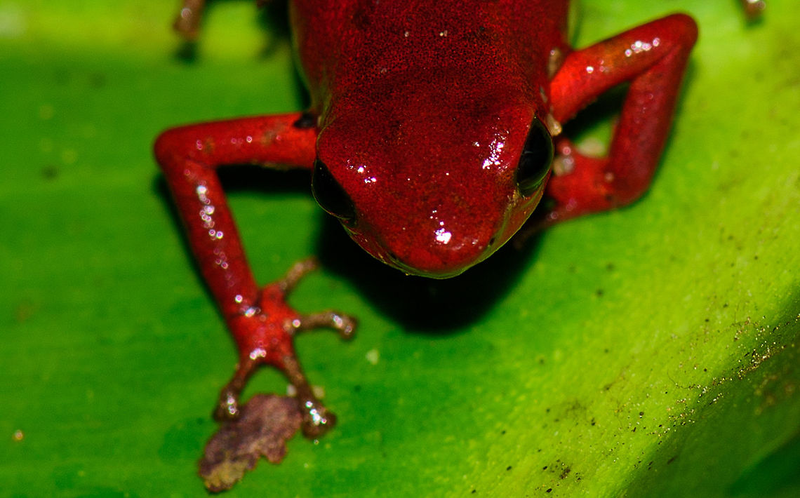 Andinobates victimatus - face closeup, Uraba, Colombia This observation is our main trophy from Uraba, and in many ways of our entire 2017 trip, for both its natural value and its symbolic value. This species is locally endemic to the Northwest of Colombia and had only been described 6 months earlier.<br />
<br />
The symbolic value is in its naming, victimatus, dedicated to the victims of armed conflict in this poor area of Colombia. It also radiates a sense of hope, as the scientist discovering and describing the species is a young Afro-Colombian born in this region. Against all odds, he managed to escape poverty and a lack of opportunity, and turned it into this.<br />
<br />
A few minutes before this observation, we had a strange encounter with illegal goldminers coming our way from the narrow forest path. Some greeted us when passing by, yet one insisted on stopping straight in front of me, and giving me a death stare for a solid 10 seconds. Which I returned. Not a word was said, but they were clearly not happy with our presence, even less so because of our cameras. Continuing, we could see signs of an improvised camp further down the path, and our guide shared that its probably not a good idea to find out if there&#039;s any weapons there. <br />
<br />
So we turned around, and whilst walking back I was contemplating in my mind what just happened. An unfortunate non-event, or a life threatening one. That thought was washed away instantly when our guide found this frog. <br />
<br />
Given how &quot;new&quot; this species is to science, I&#039;m going to be generous in sharing many shots. As an ethical disclaimer, we found this frog in the bushes on what looks like a Bromeliad plant. It was located based on its call. However, as the scene was very dark and obscured, our guide picked it up, and then we put it on a large leaf on the forest floor for some better shots. It was then placed back exactly where it came from. <br />
<br />
Personally, we find the symbolic value of this observation the most valuable. We&#039;ve come to love and deeply respect Colombia and its stunning wildlife and will be going back for a 3rd round later this year. This country deserves a far better reputation than it has, it is awesome, full of potential, and well into its next chapter, one of hope and pride.<br />
<br />
Full set:<br />
<figure class="photo"><a href="https://www.jungledragon.com/image/59096/andinobates_victimatus_-_in_habitat_uraba_colombia.html" title="Andinobates victimatus - in habitat, Uraba, Colombia"><img src="https://s3.amazonaws.com/media.jungledragon.com/images/2/59096_thumb.jpg?AWSAccessKeyId=05GMT0V3GWVNE7GGM1R2&Expires=1759968010&Signature=ifOWJYKg7vCLmr8ndw%2FFAkFdjdY%3D" width="200" height="142" alt="Andinobates victimatus - in habitat, Uraba, Colombia This observation is our main trophy from Uraba, and in many ways of our entire 2017 trip, for both its natural value and its symbolic value. This species is locally endemic to the Northwest of Colombia and had only been described 6 months earlier.<br />
<br />
The symbolic value is in its naming, victimatus, dedicated to the victims of armed conflict in this poor area of Colombia. It also radiates a sense of hope, as the scientist discovering and describing the species is a young Afro-Colombian born in this region. Against all odds, he managed to escape poverty and a lack of opportunity, and turned it into this.<br />
<br />
A few minutes before this observation, we had a strange encounter with illegal goldminers coming our way from the narrow forest path. Some greeted us when passing by, yet one insisted on stopping straight in front of me, and giving me a death stare for a solid 10 seconds. Which I returned. Not a word was said, but they were clearly not happy with our presence, even less so because of our cameras. Continuing, we could see signs of an improvised camp further down the path, and our guide shared that its probably not a good idea to find out if there&#039;s any weapons there. <br />
<br />
So we turned around, and whilst walking back I was contemplating in my mind what just happened. An unfortunate non-event, or a life threatening one. That thought was washed away instantly when our guide found this frog. <br />
<br />
Given how &quot;new&quot; this species is to science, I&#039;m going to be generous in sharing many shots. As an ethical disclaimer, we found this frog in the bushes on what looks like a Bromeliad plant. It was located based on its call. However, as the scene was very dark and obscured, our guide picked it up, and then we put it on a large leaf on the forest floor for some better shots. It was then placed back exactly where it came from. <br />
<br />
Personally, we find the symbolic value of this observation the most valuable. We&#039;ve come to love and deeply respect Colombia and its stunning wildlife and will be going back for a 3rd round later this year. This country deserves a far better reputation than it has, it is awesome, full of potential, and well into its next chapter, one of hope and pride.<br />
<br />
Full set:<br />
https://www.jungledragon.com/image/59096/andinobates_victimatus_-_in_habitat_uraba_colombia.html<br />
https://www.jungledragon.com/image/59097/andinobates_victimatus_-_in_habitat_ii_uraba_colombia.html<br />
https://www.jungledragon.com/image/59098/andinobates_victimatus_-_full_body_uraba_colombia.html<br />
https://www.jungledragon.com/image/59099/andinobates_victimatus_-_side_view_uraba_colombia.html<br />
https://www.jungledragon.com/image/59100/andinobates_victimatus_-_top_view_uraba_colombia.html<br />
https://www.jungledragon.com/image/59101/andinobates_victimatus_-_full_body_side_view_uraba_colombia.html<br />
https://www.jungledragon.com/image/59102/andinobates_victimatus_-_face_closeup_uraba_colombia.html<br />
https://www.jungledragon.com/image/59103/andinobates_victimatus_-_front_view_uraba_colombia.html<br />
https://www.jungledragon.com/image/59104/andinobates_victimatus_-_front_view_ii_uraba_colombia.html<br />
https://www.jungledragon.com/image/59105/andinobates_victimatus_-_face_closeup_ii_uraba_colombia.html Andinobates victimatus,Antioquia,Colombia,Colombia Choco &amp; Pacific region,South America,Uraba,Urab&aacute;,World" /></a></figure><br />
<figure class="photo"><a href="https://www.jungledragon.com/image/59097/andinobates_victimatus_-_in_habitat_ii_uraba_colombia.html" title="Andinobates victimatus - in habitat II, Uraba, Colombia"><img src="https://s3.amazonaws.com/media.jungledragon.com/images/2/59097_thumb.jpg?AWSAccessKeyId=05GMT0V3GWVNE7GGM1R2&Expires=1759968010&Signature=5V36SeM2Q6H%2B9TplXnCO7%2F%2Bwq4Q%3D" width="146" height="152" alt="Andinobates victimatus - in habitat II, Uraba, Colombia This observation is our main trophy from Uraba, and in many ways of our entire 2017 trip, for both its natural value and its symbolic value. This species is locally endemic to the Northwest of Colombia and had only been described 6 months earlier.<br />
<br />
The symbolic value is in its naming, victimatus, dedicated to the victims of armed conflict in this poor area of Colombia. It also radiates a sense of hope, as the scientist discovering and describing the species is a young Afro-Colombian born in this region. Against all odds, he managed to escape poverty and a lack of opportunity, and turned it into this.<br />
<br />
A few minutes before this observation, we had a strange encounter with illegal goldminers coming our way from the narrow forest path. Some greeted us when passing by, yet one insisted on stopping straight in front of me, and giving me a death stare for a solid 10 seconds. Which I returned. Not a word was said, but they were clearly not happy with our presence, even less so because of our cameras. Continuing, we could see signs of an improvised camp further down the path, and our guide shared that its probably not a good idea to find out if there&#039;s any weapons there. <br />
<br />
So we turned around, and whilst walking back I was contemplating in my mind what just happened. An unfortunate non-event, or a life threatening one. That thought was washed away instantly when our guide found this frog. <br />
<br />
Given how &quot;new&quot; this species is to science, I&#039;m going to be generous in sharing many shots. As an ethical disclaimer, we found this frog in the bushes on what looks like a Bromeliad plant. It was located based on its call. However, as the scene was very dark and obscured, our guide picked it up, and then we put it on a large leaf on the forest floor for some better shots. It was then placed back exactly where it came from. <br />
<br />
Personally, we find the symbolic value of this observation the most valuable. We&#039;ve come to love and deeply respect Colombia and its stunning wildlife and will be going back for a 3rd round later this year. This country deserves a far better reputation than it has, it is awesome, full of potential, and well into its next chapter, one of hope and pride.<br />
<br />
Full set:<br />
https://www.jungledragon.com/image/59096/andinobates_victimatus_-_in_habitat_uraba_colombia.html<br />
https://www.jungledragon.com/image/59097/andinobates_victimatus_-_in_habitat_ii_uraba_colombia.html<br />
https://www.jungledragon.com/image/59098/andinobates_victimatus_-_full_body_uraba_colombia.html<br />
https://www.jungledragon.com/image/59099/andinobates_victimatus_-_side_view_uraba_colombia.html<br />
https://www.jungledragon.com/image/59100/andinobates_victimatus_-_top_view_uraba_colombia.html<br />
https://www.jungledragon.com/image/59101/andinobates_victimatus_-_full_body_side_view_uraba_colombia.html<br />
https://www.jungledragon.com/image/59102/andinobates_victimatus_-_face_closeup_uraba_colombia.html<br />
https://www.jungledragon.com/image/59103/andinobates_victimatus_-_front_view_uraba_colombia.html<br />
https://www.jungledragon.com/image/59104/andinobates_victimatus_-_front_view_ii_uraba_colombia.html<br />
https://www.jungledragon.com/image/59105/andinobates_victimatus_-_face_closeup_ii_uraba_colombia.html Andinobates victimatus,Antioquia,Colombia,Colombia Choco &amp; Pacific region,South America,Uraba,Urab&aacute;,World" /></a></figure><br />
<figure class="photo"><a href="https://www.jungledragon.com/image/59098/andinobates_victimatus_-_full_body_uraba_colombia.html" title="Andinobates victimatus - full body, Uraba, Colombia"><img src="https://s3.amazonaws.com/media.jungledragon.com/images/2/59098_thumb.jpg?AWSAccessKeyId=05GMT0V3GWVNE7GGM1R2&Expires=1759968010&Signature=uaEDi9RQAjqkLxPgYG9jgBPPkoo%3D" width="200" height="142" alt="Andinobates victimatus - full body, Uraba, Colombia This observation is our main trophy from Uraba, and in many ways of our entire 2017 trip, for both its natural value and its symbolic value. This species is locally endemic to the Northwest of Colombia and had only been described 6 months earlier.<br />
<br />
The symbolic value is in its naming, victimatus, dedicated to the victims of armed conflict in this poor area of Colombia. It also radiates a sense of hope, as the scientist discovering and describing the species is a young Afro-Colombian born in this region. Against all odds, he managed to escape poverty and a lack of opportunity, and turned it into this.<br />
<br />
A few minutes before this observation, we had a strange encounter with illegal goldminers coming our way from the narrow forest path. Some greeted us when passing by, yet one insisted on stopping straight in front of me, and giving me a death stare for a solid 10 seconds. Which I returned. Not a word was said, but they were clearly not happy with our presence, even less so because of our cameras. Continuing, we could see signs of an improvised camp further down the path, and our guide shared that its probably not a good idea to find out if there&#039;s any weapons there. <br />
<br />
So we turned around, and whilst walking back I was contemplating in my mind what just happened. An unfortunate non-event, or a life threatening one. That thought was washed away instantly when our guide found this frog. <br />
<br />
Given how &quot;new&quot; this species is to science, I&#039;m going to be generous in sharing many shots. As an ethical disclaimer, we found this frog in the bushes on what looks like a Bromeliad plant. It was located based on its call. However, as the scene was very dark and obscured, our guide picked it up, and then we put it on a large leaf on the forest floor for some better shots. It was then placed back exactly where it came from. <br />
<br />
Personally, we find the symbolic value of this observation the most valuable. We&#039;ve come to love and deeply respect Colombia and its stunning wildlife and will be going back for a 3rd round later this year. This country deserves a far better reputation than it has, it is awesome, full of potential, and well into its next chapter, one of hope and pride.<br />
<br />
Full set:<br />
https://www.jungledragon.com/image/59096/andinobates_victimatus_-_in_habitat_uraba_colombia.html<br />
https://www.jungledragon.com/image/59097/andinobates_victimatus_-_in_habitat_ii_uraba_colombia.html<br />
https://www.jungledragon.com/image/59098/andinobates_victimatus_-_full_body_uraba_colombia.html<br />
https://www.jungledragon.com/image/59099/andinobates_victimatus_-_side_view_uraba_colombia.html<br />
https://www.jungledragon.com/image/59100/andinobates_victimatus_-_top_view_uraba_colombia.html<br />
https://www.jungledragon.com/image/59101/andinobates_victimatus_-_full_body_side_view_uraba_colombia.html<br />
https://www.jungledragon.com/image/59102/andinobates_victimatus_-_face_closeup_uraba_colombia.html<br />
https://www.jungledragon.com/image/59103/andinobates_victimatus_-_front_view_uraba_colombia.html<br />
https://www.jungledragon.com/image/59104/andinobates_victimatus_-_front_view_ii_uraba_colombia.html<br />
https://www.jungledragon.com/image/59105/andinobates_victimatus_-_face_closeup_ii_uraba_colombia.html Andinobates victimatus,Antioquia,Colombia,Colombia Choco &amp; Pacific region,South America,Uraba,Urab&aacute;,World" /></a></figure><br />
<figure class="photo"><a href="https://www.jungledragon.com/image/59099/andinobates_victimatus_-_side_view_uraba_colombia.html" title="Andinobates victimatus - side view, Uraba, Colombia"><img src="https://s3.amazonaws.com/media.jungledragon.com/images/2/59099_thumb.jpg?AWSAccessKeyId=05GMT0V3GWVNE7GGM1R2&Expires=1759968010&Signature=hgyxpBRgfhElFB%2FE9%2BPbAInNsCc%3D" width="200" height="200" alt="Andinobates victimatus - side view, Uraba, Colombia This observation is our main trophy from Uraba, and in many ways of our entire 2017 trip, for both its natural value and its symbolic value. This species is locally endemic to the Northwest of Colombia and had only been described 6 months earlier.<br />
<br />
The symbolic value is in its naming, victimatus, dedicated to the victims of armed conflict in this poor area of Colombia. It also radiates a sense of hope, as the scientist discovering and describing the species is a young Afro-Colombian born in this region. Against all odds, he managed to escape poverty and a lack of opportunity, and turned it into this.<br />
<br />
A few minutes before this observation, we had a strange encounter with illegal goldminers coming our way from the narrow forest path. Some greeted us when passing by, yet one insisted on stopping straight in front of me, and giving me a death stare for a solid 10 seconds. Which I returned. Not a word was said, but they were clearly not happy with our presence, even less so because of our cameras. Continuing, we could see signs of an improvised camp further down the path, and our guide shared that its probably not a good idea to find out if there&#039;s any weapons there. <br />
<br />
So we turned around, and whilst walking back I was contemplating in my mind what just happened. An unfortunate non-event, or a life threatening one. That thought was washed away instantly when our guide found this frog. <br />
<br />
Given how &quot;new&quot; this species is to science, I&#039;m going to be generous in sharing many shots. As an ethical disclaimer, we found this frog in the bushes on what looks like a Bromeliad plant. It was located based on its call. However, as the scene was very dark and obscured, our guide picked it up, and then we put it on a large leaf on the forest floor for some better shots. It was then placed back exactly where it came from. <br />
<br />
Personally, we find the symbolic value of this observation the most valuable. We&#039;ve come to love and deeply respect Colombia and its stunning wildlife and will be going back for a 3rd round later this year. This country deserves a far better reputation than it has, it is awesome, full of potential, and well into its next chapter, one of hope and pride.<br />
<br />
Full set:<br />
https://www.jungledragon.com/image/59096/andinobates_victimatus_-_in_habitat_uraba_colombia.html<br />
https://www.jungledragon.com/image/59097/andinobates_victimatus_-_in_habitat_ii_uraba_colombia.html<br />
https://www.jungledragon.com/image/59098/andinobates_victimatus_-_full_body_uraba_colombia.html<br />
https://www.jungledragon.com/image/59099/andinobates_victimatus_-_side_view_uraba_colombia.html<br />
https://www.jungledragon.com/image/59100/andinobates_victimatus_-_top_view_uraba_colombia.html<br />
https://www.jungledragon.com/image/59101/andinobates_victimatus_-_full_body_side_view_uraba_colombia.html<br />
https://www.jungledragon.com/image/59102/andinobates_victimatus_-_face_closeup_uraba_colombia.html<br />
https://www.jungledragon.com/image/59103/andinobates_victimatus_-_front_view_uraba_colombia.html<br />
https://www.jungledragon.com/image/59104/andinobates_victimatus_-_front_view_ii_uraba_colombia.html<br />
https://www.jungledragon.com/image/59105/andinobates_victimatus_-_face_closeup_ii_uraba_colombia.html Andinobates victimatus,Antioquia,Colombia,Colombia Choco &amp; Pacific region,South America,Uraba,Urab&aacute;,World" /></a></figure><br />
<figure class="photo"><a href="https://www.jungledragon.com/image/59100/andinobates_victimatus_-_top_view_uraba_colombia.html" title="Andinobates victimatus - top view, Uraba, Colombia"><img src="https://s3.amazonaws.com/media.jungledragon.com/images/2/59100_thumb.jpg?AWSAccessKeyId=05GMT0V3GWVNE7GGM1R2&Expires=1759968010&Signature=zRLkFWQaD86u6l537jU3VNhH%2BX4%3D" width="200" height="200" alt="Andinobates victimatus - top view, Uraba, Colombia This observation is our main trophy from Uraba, and in many ways of our entire 2017 trip, for both its natural value and its symbolic value. This species is locally endemic to the Northwest of Colombia and had only been described 6 months earlier.<br />
<br />
The symbolic value is in its naming, victimatus, dedicated to the victims of armed conflict in this poor area of Colombia. It also radiates a sense of hope, as the scientist discovering and describing the species is a young Afro-Colombian born in this region. Against all odds, he managed to escape poverty and a lack of opportunity, and turned it into this.<br />
<br />
A few minutes before this observation, we had a strange encounter with illegal goldminers coming our way from the narrow forest path. Some greeted us when passing by, yet one insisted on stopping straight in front of me, and giving me a death stare for a solid 10 seconds. Which I returned. Not a word was said, but they were clearly not happy with our presence, even less so because of our cameras. Continuing, we could see signs of an improvised camp further down the path, and our guide shared that its probably not a good idea to find out if there&#039;s any weapons there. <br />
<br />
So we turned around, and whilst walking back I was contemplating in my mind what just happened. An unfortunate non-event, or a life threatening one. That thought was washed away instantly when our guide found this frog. <br />
<br />
Given how &quot;new&quot; this species is to science, I&#039;m going to be generous in sharing many shots. As an ethical disclaimer, we found this frog in the bushes on what looks like a Bromeliad plant. It was located based on its call. However, as the scene was very dark and obscured, our guide picked it up, and then we put it on a large leaf on the forest floor for some better shots. It was then placed back exactly where it came from. <br />
<br />
Personally, we find the symbolic value of this observation the most valuable. We&#039;ve come to love and deeply respect Colombia and its stunning wildlife and will be going back for a 3rd round later this year. This country deserves a far better reputation than it has, it is awesome, full of potential, and well into its next chapter, one of hope and pride.<br />
<br />
Full set:<br />
https://www.jungledragon.com/image/59096/andinobates_victimatus_-_in_habitat_uraba_colombia.html<br />
https://www.jungledragon.com/image/59097/andinobates_victimatus_-_in_habitat_ii_uraba_colombia.html<br />
https://www.jungledragon.com/image/59098/andinobates_victimatus_-_full_body_uraba_colombia.html<br />
https://www.jungledragon.com/image/59099/andinobates_victimatus_-_side_view_uraba_colombia.html<br />
https://www.jungledragon.com/image/59100/andinobates_victimatus_-_top_view_uraba_colombia.html<br />
https://www.jungledragon.com/image/59101/andinobates_victimatus_-_full_body_side_view_uraba_colombia.html<br />
https://www.jungledragon.com/image/59102/andinobates_victimatus_-_face_closeup_uraba_colombia.html<br />
https://www.jungledragon.com/image/59103/andinobates_victimatus_-_front_view_uraba_colombia.html<br />
https://www.jungledragon.com/image/59104/andinobates_victimatus_-_front_view_ii_uraba_colombia.html<br />
https://www.jungledragon.com/image/59105/andinobates_victimatus_-_face_closeup_ii_uraba_colombia.html Andinobates victimatus,Antioquia,Colombia,Colombia Choco &amp; Pacific region,South America,Uraba,Urab&aacute;,World" /></a></figure><br />
<figure class="photo"><a href="https://www.jungledragon.com/image/59101/andinobates_victimatus_-_full_body_side_view_uraba_colombia.html" title="Andinobates victimatus - full body side view, Uraba, Colombia"><img src="https://s3.amazonaws.com/media.jungledragon.com/images/2/59101_thumb.jpg?AWSAccessKeyId=05GMT0V3GWVNE7GGM1R2&Expires=1759968010&Signature=CllxnpB0LFYHyQPI2vEqtBcImCE%3D" width="200" height="140" alt="Andinobates victimatus - full body side view, Uraba, Colombia This observation is our main trophy from Uraba, and in many ways of our entire 2017 trip, for both its natural value and its symbolic value. This species is locally endemic to the Northwest of Colombia and had only been described 6 months earlier.<br />
<br />
The symbolic value is in its naming, victimatus, dedicated to the victims of armed conflict in this poor area of Colombia. It also radiates a sense of hope, as the scientist discovering and describing the species is a young Afro-Colombian born in this region. Against all odds, he managed to escape poverty and a lack of opportunity, and turned it into this.<br />
<br />
A few minutes before this observation, we had a strange encounter with illegal goldminers coming our way from the narrow forest path. Some greeted us when passing by, yet one insisted on stopping straight in front of me, and giving me a death stare for a solid 10 seconds. Which I returned. Not a word was said, but they were clearly not happy with our presence, even less so because of our cameras. Continuing, we could see signs of an improvised camp further down the path, and our guide shared that its probably not a good idea to find out if there&#039;s any weapons there. <br />
<br />
So we turned around, and whilst walking back I was contemplating in my mind what just happened. An unfortunate non-event, or a life threatening one. That thought was washed away instantly when our guide found this frog. <br />
<br />
Given how &quot;new&quot; this species is to science, I&#039;m going to be generous in sharing many shots. As an ethical disclaimer, we found this frog in the bushes on what looks like a Bromeliad plant. It was located based on its call. However, as the scene was very dark and obscured, our guide picked it up, and then we put it on a large leaf on the forest floor for some better shots. It was then placed back exactly where it came from. <br />
<br />
Personally, we find the symbolic value of this observation the most valuable. We&#039;ve come to love and deeply respect Colombia and its stunning wildlife and will be going back for a 3rd round later this year. This country deserves a far better reputation than it has, it is awesome, full of potential, and well into its next chapter, one of hope and pride.<br />
<br />
Full set:<br />
https://www.jungledragon.com/image/59096/andinobates_victimatus_-_in_habitat_uraba_colombia.html<br />
https://www.jungledragon.com/image/59097/andinobates_victimatus_-_in_habitat_ii_uraba_colombia.html<br />
https://www.jungledragon.com/image/59098/andinobates_victimatus_-_full_body_uraba_colombia.html<br />
https://www.jungledragon.com/image/59099/andinobates_victimatus_-_side_view_uraba_colombia.html<br />
https://www.jungledragon.com/image/59100/andinobates_victimatus_-_top_view_uraba_colombia.html<br />
https://www.jungledragon.com/image/59101/andinobates_victimatus_-_full_body_side_view_uraba_colombia.html<br />
https://www.jungledragon.com/image/59102/andinobates_victimatus_-_face_closeup_uraba_colombia.html<br />
https://www.jungledragon.com/image/59103/andinobates_victimatus_-_front_view_uraba_colombia.html<br />
https://www.jungledragon.com/image/59104/andinobates_victimatus_-_front_view_ii_uraba_colombia.html<br />
https://www.jungledragon.com/image/59105/andinobates_victimatus_-_face_closeup_ii_uraba_colombia.html Andinobates victimatus,Antioquia,Colombia,Colombia Choco &amp; Pacific region,South America,Uraba,Urab&aacute;,World" /></a></figure><br />
<figure class="photo"><a href="https://www.jungledragon.com/image/59102/andinobates_victimatus_-_face_closeup_uraba_colombia.html" title="Andinobates victimatus - face closeup, Uraba, Colombia"><img src="https://s3.amazonaws.com/media.jungledragon.com/images/2/59102_thumb.jpg?AWSAccessKeyId=05GMT0V3GWVNE7GGM1R2&Expires=1759968010&Signature=0VJPAyZswNLN9x4OvljOjXf71yM%3D" width="200" height="126" alt="Andinobates victimatus - face closeup, Uraba, Colombia This observation is our main trophy from Uraba, and in many ways of our entire 2017 trip, for both its natural value and its symbolic value. This species is locally endemic to the Northwest of Colombia and had only been described 6 months earlier.<br />
<br />
The symbolic value is in its naming, victimatus, dedicated to the victims of armed conflict in this poor area of Colombia. It also radiates a sense of hope, as the scientist discovering and describing the species is a young Afro-Colombian born in this region. Against all odds, he managed to escape poverty and a lack of opportunity, and turned it into this.<br />
<br />
A few minutes before this observation, we had a strange encounter with illegal goldminers coming our way from the narrow forest path. Some greeted us when passing by, yet one insisted on stopping straight in front of me, and giving me a death stare for a solid 10 seconds. Which I returned. Not a word was said, but they were clearly not happy with our presence, even less so because of our cameras. Continuing, we could see signs of an improvised camp further down the path, and our guide shared that its probably not a good idea to find out if there&#039;s any weapons there. <br />
<br />
So we turned around, and whilst walking back I was contemplating in my mind what just happened. An unfortunate non-event, or a life threatening one. That thought was washed away instantly when our guide found this frog. <br />
<br />
Given how &quot;new&quot; this species is to science, I&#039;m going to be generous in sharing many shots. As an ethical disclaimer, we found this frog in the bushes on what looks like a Bromeliad plant. It was located based on its call. However, as the scene was very dark and obscured, our guide picked it up, and then we put it on a large leaf on the forest floor for some better shots. It was then placed back exactly where it came from. <br />
<br />
Personally, we find the symbolic value of this observation the most valuable. We&#039;ve come to love and deeply respect Colombia and its stunning wildlife and will be going back for a 3rd round later this year. This country deserves a far better reputation than it has, it is awesome, full of potential, and well into its next chapter, one of hope and pride.<br />
<br />
Full set:<br />
https://www.jungledragon.com/image/59096/andinobates_victimatus_-_in_habitat_uraba_colombia.html<br />
https://www.jungledragon.com/image/59097/andinobates_victimatus_-_in_habitat_ii_uraba_colombia.html<br />
https://www.jungledragon.com/image/59098/andinobates_victimatus_-_full_body_uraba_colombia.html<br />
https://www.jungledragon.com/image/59099/andinobates_victimatus_-_side_view_uraba_colombia.html<br />
https://www.jungledragon.com/image/59100/andinobates_victimatus_-_top_view_uraba_colombia.html<br />
https://www.jungledragon.com/image/59101/andinobates_victimatus_-_full_body_side_view_uraba_colombia.html<br />
https://www.jungledragon.com/image/59102/andinobates_victimatus_-_face_closeup_uraba_colombia.html<br />
https://www.jungledragon.com/image/59103/andinobates_victimatus_-_front_view_uraba_colombia.html<br />
https://www.jungledragon.com/image/59104/andinobates_victimatus_-_front_view_ii_uraba_colombia.html<br />
https://www.jungledragon.com/image/59105/andinobates_victimatus_-_face_closeup_ii_uraba_colombia.html Andinobates victimatus,Antioquia,Colombia,Colombia Choco &amp; Pacific region,South America,Uraba,Urab&aacute;,World" /></a></figure><br />
<figure class="photo"><a href="https://www.jungledragon.com/image/59103/andinobates_victimatus_-_front_view_uraba_colombia.html" title="Andinobates victimatus - front view, Uraba, Colombia"><img src="https://s3.amazonaws.com/media.jungledragon.com/images/2/59103_thumb.jpg?AWSAccessKeyId=05GMT0V3GWVNE7GGM1R2&Expires=1759968010&Signature=ws7aTUTwW9punh7Fkoq2lV4eENE%3D" width="200" height="114" alt="Andinobates victimatus - front view, Uraba, Colombia This observation is our main trophy from Uraba, and in many ways of our entire 2017 trip, for both its natural value and its symbolic value. This species is locally endemic to the Northwest of Colombia and had only been described 6 months earlier.<br />
<br />
The symbolic value is in its naming, victimatus, dedicated to the victims of armed conflict in this poor area of Colombia. It also radiates a sense of hope, as the scientist discovering and describing the species is a young Afro-Colombian born in this region. Against all odds, he managed to escape poverty and a lack of opportunity, and turned it into this.<br />
<br />
A few minutes before this observation, we had a strange encounter with illegal goldminers coming our way from the narrow forest path. Some greeted us when passing by, yet one insisted on stopping straight in front of me, and giving me a death stare for a solid 10 seconds. Which I returned. Not a word was said, but they were clearly not happy with our presence, even less so because of our cameras. Continuing, we could see signs of an improvised camp further down the path, and our guide shared that its probably not a good idea to find out if there&#039;s any weapons there. <br />
<br />
So we turned around, and whilst walking back I was contemplating in my mind what just happened. An unfortunate non-event, or a life threatening one. That thought was washed away instantly when our guide found this frog. <br />
<br />
Given how &quot;new&quot; this species is to science, I&#039;m going to be generous in sharing many shots. As an ethical disclaimer, we found this frog in the bushes on what looks like a Bromeliad plant. It was located based on its call. However, as the scene was very dark and obscured, our guide picked it up, and then we put it on a large leaf on the forest floor for some better shots. It was then placed back exactly where it came from. <br />
<br />
Personally, we find the symbolic value of this observation the most valuable. We&#039;ve come to love and deeply respect Colombia and its stunning wildlife and will be going back for a 3rd round later this year. This country deserves a far better reputation than it has, it is awesome, full of potential, and well into its next chapter, one of hope and pride.<br />
<br />
Full set:<br />
https://www.jungledragon.com/image/59096/andinobates_victimatus_-_in_habitat_uraba_colombia.html<br />
https://www.jungledragon.com/image/59097/andinobates_victimatus_-_in_habitat_ii_uraba_colombia.html<br />
https://www.jungledragon.com/image/59098/andinobates_victimatus_-_full_body_uraba_colombia.html<br />
https://www.jungledragon.com/image/59099/andinobates_victimatus_-_side_view_uraba_colombia.html<br />
https://www.jungledragon.com/image/59100/andinobates_victimatus_-_top_view_uraba_colombia.html<br />
https://www.jungledragon.com/image/59101/andinobates_victimatus_-_full_body_side_view_uraba_colombia.html<br />
https://www.jungledragon.com/image/59102/andinobates_victimatus_-_face_closeup_uraba_colombia.html<br />
https://www.jungledragon.com/image/59103/andinobates_victimatus_-_front_view_uraba_colombia.html<br />
https://www.jungledragon.com/image/59104/andinobates_victimatus_-_front_view_ii_uraba_colombia.html<br />
https://www.jungledragon.com/image/59105/andinobates_victimatus_-_face_closeup_ii_uraba_colombia.html Andinobates victimatus,Antioquia,Colombia,Colombia Choco &amp; Pacific region,South America,Uraba,Urab&aacute;,World" /></a></figure><br />
<figure class="photo"><a href="https://www.jungledragon.com/image/59104/andinobates_victimatus_-_front_view_ii_uraba_colombia.html" title="Andinobates victimatus - front view II, Uraba, Colombia"><img src="https://s3.amazonaws.com/media.jungledragon.com/images/2/59104_thumb.jpg?AWSAccessKeyId=05GMT0V3GWVNE7GGM1R2&Expires=1759968010&Signature=FHBrmaqHGpg%2FUHI728LdlP5n58Q%3D" width="200" height="134" alt="Andinobates victimatus - front view II, Uraba, Colombia This observation is our main trophy from Uraba, and in many ways of our entire 2017 trip, for both its natural value and its symbolic value. This species is locally endemic to the Northwest of Colombia and had only been described 6 months earlier.<br />
<br />
The symbolic value is in its naming, victimatus, dedicated to the victims of armed conflict in this poor area of Colombia. It also radiates a sense of hope, as the scientist discovering and describing the species is a young Afro-Colombian born in this region. Against all odds, he managed to escape poverty and a lack of opportunity, and turned it into this.<br />
<br />
A few minutes before this observation, we had a strange encounter with illegal goldminers coming our way from the narrow forest path. Some greeted us when passing by, yet one insisted on stopping straight in front of me, and giving me a death stare for a solid 10 seconds. Which I returned. Not a word was said, but they were clearly not happy with our presence, even less so because of our cameras. Continuing, we could see signs of an improvised camp further down the path, and our guide shared that its probably not a good idea to find out if there&#039;s any weapons there. <br />
<br />
So we turned around, and whilst walking back I was contemplating in my mind what just happened. An unfortunate non-event, or a life threatening one. That thought was washed away instantly when our guide found this frog. <br />
<br />
Given how &quot;new&quot; this species is to science, I&#039;m going to be generous in sharing many shots. As an ethical disclaimer, we found this frog in the bushes on what looks like a Bromeliad plant. It was located based on its call. However, as the scene was very dark and obscured, our guide picked it up, and then we put it on a large leaf on the forest floor for some better shots. It was then placed back exactly where it came from. <br />
<br />
Personally, we find the symbolic value of this observation the most valuable. We&#039;ve come to love and deeply respect Colombia and its stunning wildlife and will be going back for a 3rd round later this year. This country deserves a far better reputation than it has, it is awesome, full of potential, and well into its next chapter, one of hope and pride.<br />
<br />
Full set:<br />
https://www.jungledragon.com/image/59096/andinobates_victimatus_-_in_habitat_uraba_colombia.html<br />
https://www.jungledragon.com/image/59097/andinobates_victimatus_-_in_habitat_ii_uraba_colombia.html<br />
https://www.jungledragon.com/image/59098/andinobates_victimatus_-_full_body_uraba_colombia.html<br />
https://www.jungledragon.com/image/59099/andinobates_victimatus_-_side_view_uraba_colombia.html<br />
https://www.jungledragon.com/image/59100/andinobates_victimatus_-_top_view_uraba_colombia.html<br />
https://www.jungledragon.com/image/59101/andinobates_victimatus_-_full_body_side_view_uraba_colombia.html<br />
https://www.jungledragon.com/image/59102/andinobates_victimatus_-_face_closeup_uraba_colombia.html<br />
https://www.jungledragon.com/image/59103/andinobates_victimatus_-_front_view_uraba_colombia.html<br />
https://www.jungledragon.com/image/59104/andinobates_victimatus_-_front_view_ii_uraba_colombia.html<br />
https://www.jungledragon.com/image/59105/andinobates_victimatus_-_face_closeup_ii_uraba_colombia.html Andinobates victimatus,Antioquia,Colombia,Colombia Choco &amp; Pacific region,South America,Uraba,Urab&aacute;,World" /></a></figure><br />
<figure class="photo"><a href="https://www.jungledragon.com/image/59105/andinobates_victimatus_-_face_closeup_ii_uraba_colombia.html" title="Andinobates victimatus - face closeup II, Uraba, Colombia"><img src="https://s3.amazonaws.com/media.jungledragon.com/images/2/59105_thumb.jpg?AWSAccessKeyId=05GMT0V3GWVNE7GGM1R2&Expires=1759968010&Signature=kRFfmBEa%2FAHaTpM2aiIgRGE21Xo%3D" width="200" height="134" alt="Andinobates victimatus - face closeup II, Uraba, Colombia This observation is our main trophy from Uraba, and in many ways of our entire 2017 trip, for both its natural value and its symbolic value. This species is locally endemic to the Northwest of Colombia and had only been described 6 months earlier.<br />
<br />
The symbolic value is in its naming, victimatus, dedicated to the victims of armed conflict in this poor area of Colombia. It also radiates a sense of hope, as the scientist discovering and describing the species is a young Afro-Colombian born in this region. Against all odds, he managed to escape poverty and a lack of opportunity, and turned it into this.<br />
<br />
A few minutes before this observation, we had a strange encounter with illegal goldminers coming our way from the narrow forest path. Some greeted us when passing by, yet one insisted on stopping straight in front of me, and giving me a death stare for a solid 10 seconds. Which I returned. Not a word was said, but they were clearly not happy with our presence, even less so because of our cameras. Continuing, we could see signs of an improvised camp further down the path, and our guide shared that its probably not a good idea to find out if there&#039;s any weapons there. <br />
<br />
So we turned around, and whilst walking back I was contemplating in my mind what just happened. An unfortunate non-event, or a life threatening one. That thought was washed away instantly when our guide found this frog. <br />
<br />
Given how &quot;new&quot; this species is to science, I&#039;m going to be generous in sharing many shots. As an ethical disclaimer, we found this frog in the bushes on what looks like a Bromeliad plant. It was located based on its call. However, as the scene was very dark and obscured, our guide picked it up, and then we put it on a large leaf on the forest floor for some better shots. It was then placed back exactly where it came from. <br />
<br />
Personally, we find the symbolic value of this observation the most valuable. We&#039;ve come to love and deeply respect Colombia and its stunning wildlife and will be going back for a 3rd round later this year. This country deserves a far better reputation than it has, it is awesome, full of potential, and well into its next chapter, one of hope and pride.<br />
<br />
Full set:<br />
https://www.jungledragon.com/image/59096/andinobates_victimatus_-_in_habitat_uraba_colombia.html<br />
https://www.jungledragon.com/image/59097/andinobates_victimatus_-_in_habitat_ii_uraba_colombia.html<br />
https://www.jungledragon.com/image/59098/andinobates_victimatus_-_full_body_uraba_colombia.html<br />
https://www.jungledragon.com/image/59099/andinobates_victimatus_-_side_view_uraba_colombia.html<br />
https://www.jungledragon.com/image/59100/andinobates_victimatus_-_top_view_uraba_colombia.html<br />
https://www.jungledragon.com/image/59101/andinobates_victimatus_-_full_body_side_view_uraba_colombia.html<br />
https://www.jungledragon.com/image/59102/andinobates_victimatus_-_face_closeup_uraba_colombia.html<br />
https://www.jungledragon.com/image/59103/andinobates_victimatus_-_front_view_uraba_colombia.html<br />
https://www.jungledragon.com/image/59104/andinobates_victimatus_-_front_view_ii_uraba_colombia.html<br />
https://www.jungledragon.com/image/59105/andinobates_victimatus_-_face_closeup_ii_uraba_colombia.html Andinobates victimatus,Antioquia,Colombia,Colombia Choco &amp; Pacific region,South America,Uraba,Urab&aacute;,World" /></a></figure> Andinobates victimatus,Antioquia,Colombia,Colombia Choco & Pacific region,South America,Uraba,Urabá,World