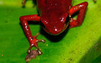 Andinobates victimatus - face closeup, Uraba, Colombia This observation is our main trophy from Uraba, and in many ways of our entire 2017 trip, for both its natural value and its symbolic value. This species is locally endemic to the Northwest of Colombia and had only been described 6 months earlier.<br />
<br />
The symbolic value is in its naming, victimatus, dedicated to the victims of armed conflict in this poor area of Colombia. It also radiates a sense of hope, as the scientist discovering and describing the species is a young Afro-Colombian born in this region. Against all odds, he managed to escape poverty and a lack of opportunity, and turned it into this.<br />
<br />
A few minutes before this observation, we had a strange encounter with illegal goldminers coming our way from the narrow forest path. Some greeted us when passing by, yet one insisted on stopping straight in front of me, and giving me a death stare for a solid 10 seconds. Which I returned. Not a word was said, but they were clearly not happy with our presence, even less so because of our cameras. Continuing, we could see signs of an improvised camp further down the path, and our guide shared that its probably not a good idea to find out if there's any weapons there. <br />
<br />
So we turned around, and whilst walking back I was contemplating in my mind what just happened. An unfortunate non-event, or a life threatening one. That thought was washed away instantly when our guide found this frog. <br />
<br />
Given how "new" this species is to science, I'm going to be generous in sharing many shots. As an ethical disclaimer, we found this frog in the bushes on what looks like a Bromeliad plant. It was located based on its call. However, as the scene was very dark and obscured, our guide picked it up, and then we put it on a large leaf on the forest floor for some better shots. It was then placed back exactly where it came from. <br />
<br />
Personally, we find the symbolic value of this observation the most valuable. We've come to love and deeply respect Colombia and its stunning wildlife and will be going back for a 3rd round later this year. This country deserves a far better reputation than it has, it is awesome, full of potential, and well into its next chapter, one of hope and pride.<br />
<br />
Full set:<br />
https://www.jungledragon.com/image/59096/andinobates_victimatus_-_in_habitat_uraba_colombia.html<br />
https://www.jungledragon.com/image/59097/andinobates_victimatus_-_in_habitat_ii_uraba_colombia.html<br />
https://www.jungledragon.com/image/59098/andinobates_victimatus_-_full_body_uraba_colombia.html<br />
https://www.jungledragon.com/image/59099/andinobates_victimatus_-_side_view_uraba_colombia.html<br />
https://www.jungledragon.com/image/59100/andinobates_victimatus_-_top_view_uraba_colombia.html<br />
https://www.jungledragon.com/image/59101/andinobates_victimatus_-_full_body_side_view_uraba_colombia.html<br />
https://www.jungledragon.com/image/59102/andinobates_victimatus_-_face_closeup_uraba_colombia.html<br />
https://www.jungledragon.com/image/59103/andinobates_victimatus_-_front_view_uraba_colombia.html<br />
https://www.jungledragon.com/image/59104/andinobates_victimatus_-_front_view_ii_uraba_colombia.html<br />
https://www.jungledragon.com/image/59105/andinobates_victimatus_-_face_closeup_ii_uraba_colombia.html Andinobates victimatus,Antioquia,Colombia,Colombia Choco & Pacific region,South America,Uraba,Urab&aacute;,World