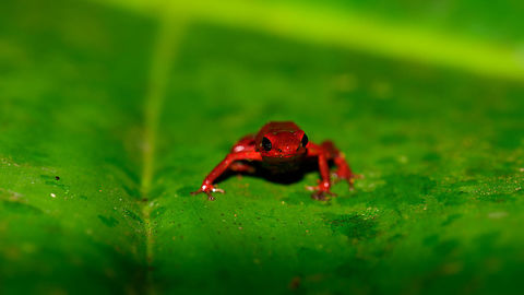 Andinobates victimatus - front view, Uraba, Colombia This observation is our main trophy from Uraba, and in many ways of our entire 2017 trip, for both its natural value and its symbolic value. This species is locally endemic to the Northwest of Colombia and had only been described 6 months earlier.

The symbolic value is in its naming, victimatus, dedicated to the victims of armed conflict in this poor area of Colombia. It also radiates a sense of hope, as the scientist discovering and describing the species is a young Afro-Colombian born in this region. Against all odds, he managed to escape poverty and a lack of opportunity, and turned it into this.

A few minutes before this observation, we had a strange encounter with illegal goldminers coming our way from the narrow forest path. Some greeted us when passing by, yet one insisted on stopping straight in front of me, and giving me a death stare for a solid 10 seconds. Which I returned. Not a word was said, but they were clearly not happy with our presence, even less so because of our cameras. Continuing, we could see signs of an improvised camp further down the path, and our guide shared that its probably not a good idea to find out if there's any weapons there. 

So we turned around, and whilst walking back I was contemplating in my mind what just happened. An unfortunate non-event, or a life threatening one. That thought was washed away instantly when our guide found this frog. 

Given how "new" this species is to science, I'm going to be generous in sharing many shots. As an ethical disclaimer, we found this frog in the bushes on what looks like a Bromeliad plant. It was located based on its call. However, as the scene was very dark and obscured, our guide picked it up, and then we put it on a large leaf on the forest floor for some better shots. It was then placed back exactly where it came from. 

Personally, we find the symbolic value of this observation the most valuable. We've come to love and deeply respect Colombia and its stunning wildlife and will be going back for a 3rd round later this year. This country deserves a far better reputation than it has, it is awesome, full of potential, and well into its next chapter, one of hope and pride.

Full set:
https://www.jungledragon.com/image/59096/andinobates_victimatus_-_in_habitat_uraba_colombia.html
https://www.jungledragon.com/image/59097/andinobates_victimatus_-_in_habitat_ii_uraba_colombia.html
https://www.jungledragon.com/image/59098/andinobates_victimatus_-_full_body_uraba_colombia.html
https://www.jungledragon.com/image/59099/andinobates_victimatus_-_side_view_uraba_colombia.html
https://www.jungledragon.com/image/59100/andinobates_victimatus_-_top_view_uraba_colombia.html
https://www.jungledragon.com/image/59101/andinobates_victimatus_-_full_body_side_view_uraba_colombia.html
https://www.jungledragon.com/image/59102/andinobates_victimatus_-_face_closeup_uraba_colombia.html
https://www.jungledragon.com/image/59103/andinobates_victimatus_-_front_view_uraba_colombia.html
https://www.jungledragon.com/image/59104/andinobates_victimatus_-_front_view_ii_uraba_colombia.html
https://www.jungledragon.com/image/59105/andinobates_victimatus_-_face_closeup_ii_uraba_colombia.html Andinobates victimatus,Antioquia,Colombia,Colombia Choco & Pacific region,South America,Uraba,Urab&aacute;,World