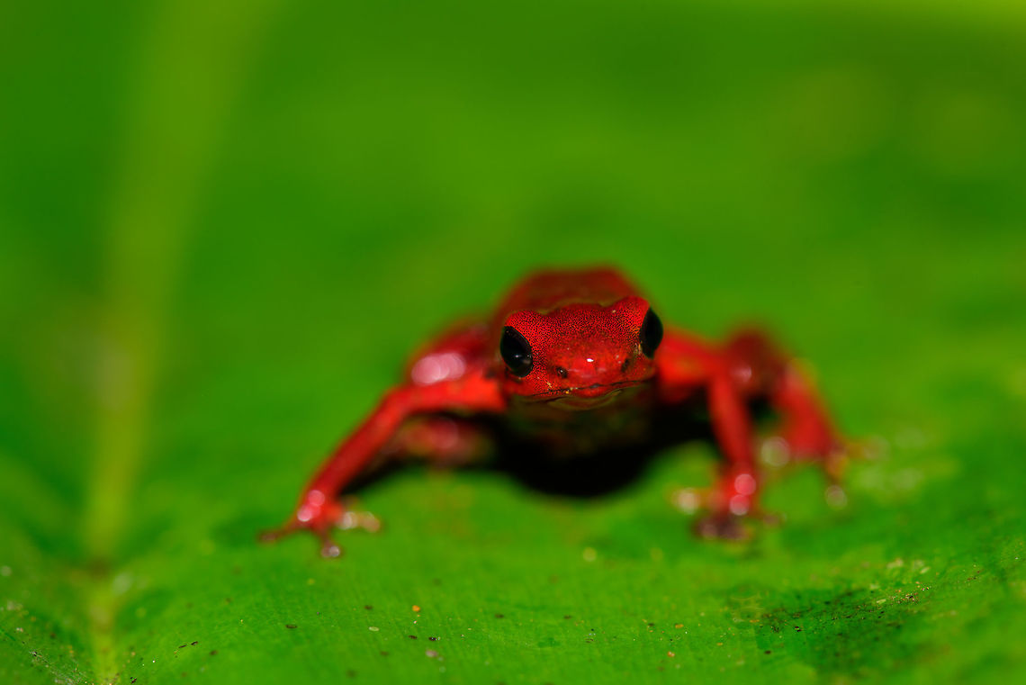 Andinobates victimatus - front view II, Uraba, Colombia This observation is our main trophy from Uraba, and in many ways of our entire 2017 trip, for both its natural value and its symbolic value. This species is locally endemic to the Northwest of Colombia and had only been described 6 months earlier.<br />
<br />
The symbolic value is in its naming, victimatus, dedicated to the victims of armed conflict in this poor area of Colombia. It also radiates a sense of hope, as the scientist discovering and describing the species is a young Afro-Colombian born in this region. Against all odds, he managed to escape poverty and a lack of opportunity, and turned it into this.<br />
<br />
A few minutes before this observation, we had a strange encounter with illegal goldminers coming our way from the narrow forest path. Some greeted us when passing by, yet one insisted on stopping straight in front of me, and giving me a death stare for a solid 10 seconds. Which I returned. Not a word was said, but they were clearly not happy with our presence, even less so because of our cameras. Continuing, we could see signs of an improvised camp further down the path, and our guide shared that its probably not a good idea to find out if there&#039;s any weapons there. <br />
<br />
So we turned around, and whilst walking back I was contemplating in my mind what just happened. An unfortunate non-event, or a life threatening one. That thought was washed away instantly when our guide found this frog. <br />
<br />
Given how &quot;new&quot; this species is to science, I&#039;m going to be generous in sharing many shots. As an ethical disclaimer, we found this frog in the bushes on what looks like a Bromeliad plant. It was located based on its call. However, as the scene was very dark and obscured, our guide picked it up, and then we put it on a large leaf on the forest floor for some better shots. It was then placed back exactly where it came from. <br />
<br />
Personally, we find the symbolic value of this observation the most valuable. We&#039;ve come to love and deeply respect Colombia and its stunning wildlife and will be going back for a 3rd round later this year. This country deserves a far better reputation than it has, it is awesome, full of potential, and well into its next chapter, one of hope and pride.<br />
<br />
Full set:<br />
<figure class="photo"><a href="https://www.jungledragon.com/image/59096/andinobates_victimatus_-_in_habitat_uraba_colombia.html" title="Andinobates victimatus - in habitat, Uraba, Colombia"><img src="https://s3.amazonaws.com/media.jungledragon.com/images/2/59096_thumb.jpg?AWSAccessKeyId=05GMT0V3GWVNE7GGM1R2&Expires=1759968010&Signature=ifOWJYKg7vCLmr8ndw%2FFAkFdjdY%3D" width="200" height="142" alt="Andinobates victimatus - in habitat, Uraba, Colombia This observation is our main trophy from Uraba, and in many ways of our entire 2017 trip, for both its natural value and its symbolic value. This species is locally endemic to the Northwest of Colombia and had only been described 6 months earlier.<br />
<br />
The symbolic value is in its naming, victimatus, dedicated to the victims of armed conflict in this poor area of Colombia. It also radiates a sense of hope, as the scientist discovering and describing the species is a young Afro-Colombian born in this region. Against all odds, he managed to escape poverty and a lack of opportunity, and turned it into this.<br />
<br />
A few minutes before this observation, we had a strange encounter with illegal goldminers coming our way from the narrow forest path. Some greeted us when passing by, yet one insisted on stopping straight in front of me, and giving me a death stare for a solid 10 seconds. Which I returned. Not a word was said, but they were clearly not happy with our presence, even less so because of our cameras. Continuing, we could see signs of an improvised camp further down the path, and our guide shared that its probably not a good idea to find out if there&#039;s any weapons there. <br />
<br />
So we turned around, and whilst walking back I was contemplating in my mind what just happened. An unfortunate non-event, or a life threatening one. That thought was washed away instantly when our guide found this frog. <br />
<br />
Given how &quot;new&quot; this species is to science, I&#039;m going to be generous in sharing many shots. As an ethical disclaimer, we found this frog in the bushes on what looks like a Bromeliad plant. It was located based on its call. However, as the scene was very dark and obscured, our guide picked it up, and then we put it on a large leaf on the forest floor for some better shots. It was then placed back exactly where it came from. <br />
<br />
Personally, we find the symbolic value of this observation the most valuable. We&#039;ve come to love and deeply respect Colombia and its stunning wildlife and will be going back for a 3rd round later this year. This country deserves a far better reputation than it has, it is awesome, full of potential, and well into its next chapter, one of hope and pride.<br />
<br />
Full set:<br />
https://www.jungledragon.com/image/59096/andinobates_victimatus_-_in_habitat_uraba_colombia.html<br />
https://www.jungledragon.com/image/59097/andinobates_victimatus_-_in_habitat_ii_uraba_colombia.html<br />
https://www.jungledragon.com/image/59098/andinobates_victimatus_-_full_body_uraba_colombia.html<br />
https://www.jungledragon.com/image/59099/andinobates_victimatus_-_side_view_uraba_colombia.html<br />
https://www.jungledragon.com/image/59100/andinobates_victimatus_-_top_view_uraba_colombia.html<br />
https://www.jungledragon.com/image/59101/andinobates_victimatus_-_full_body_side_view_uraba_colombia.html<br />
https://www.jungledragon.com/image/59102/andinobates_victimatus_-_face_closeup_uraba_colombia.html<br />
https://www.jungledragon.com/image/59103/andinobates_victimatus_-_front_view_uraba_colombia.html<br />
https://www.jungledragon.com/image/59104/andinobates_victimatus_-_front_view_ii_uraba_colombia.html<br />
https://www.jungledragon.com/image/59105/andinobates_victimatus_-_face_closeup_ii_uraba_colombia.html Andinobates victimatus,Antioquia,Colombia,Colombia Choco &amp; Pacific region,South America,Uraba,Urab&aacute;,World" /></a></figure><br />
<figure class="photo"><a href="https://www.jungledragon.com/image/59097/andinobates_victimatus_-_in_habitat_ii_uraba_colombia.html" title="Andinobates victimatus - in habitat II, Uraba, Colombia"><img src="https://s3.amazonaws.com/media.jungledragon.com/images/2/59097_thumb.jpg?AWSAccessKeyId=05GMT0V3GWVNE7GGM1R2&Expires=1759968010&Signature=5V36SeM2Q6H%2B9TplXnCO7%2F%2Bwq4Q%3D" width="146" height="152" alt="Andinobates victimatus - in habitat II, Uraba, Colombia This observation is our main trophy from Uraba, and in many ways of our entire 2017 trip, for both its natural value and its symbolic value. This species is locally endemic to the Northwest of Colombia and had only been described 6 months earlier.<br />
<br />
The symbolic value is in its naming, victimatus, dedicated to the victims of armed conflict in this poor area of Colombia. It also radiates a sense of hope, as the scientist discovering and describing the species is a young Afro-Colombian born in this region. Against all odds, he managed to escape poverty and a lack of opportunity, and turned it into this.<br />
<br />
A few minutes before this observation, we had a strange encounter with illegal goldminers coming our way from the narrow forest path. Some greeted us when passing by, yet one insisted on stopping straight in front of me, and giving me a death stare for a solid 10 seconds. Which I returned. Not a word was said, but they were clearly not happy with our presence, even less so because of our cameras. Continuing, we could see signs of an improvised camp further down the path, and our guide shared that its probably not a good idea to find out if there&#039;s any weapons there. <br />
<br />
So we turned around, and whilst walking back I was contemplating in my mind what just happened. An unfortunate non-event, or a life threatening one. That thought was washed away instantly when our guide found this frog. <br />
<br />
Given how &quot;new&quot; this species is to science, I&#039;m going to be generous in sharing many shots. As an ethical disclaimer, we found this frog in the bushes on what looks like a Bromeliad plant. It was located based on its call. However, as the scene was very dark and obscured, our guide picked it up, and then we put it on a large leaf on the forest floor for some better shots. It was then placed back exactly where it came from. <br />
<br />
Personally, we find the symbolic value of this observation the most valuable. We&#039;ve come to love and deeply respect Colombia and its stunning wildlife and will be going back for a 3rd round later this year. This country deserves a far better reputation than it has, it is awesome, full of potential, and well into its next chapter, one of hope and pride.<br />
<br />
Full set:<br />
https://www.jungledragon.com/image/59096/andinobates_victimatus_-_in_habitat_uraba_colombia.html<br />
https://www.jungledragon.com/image/59097/andinobates_victimatus_-_in_habitat_ii_uraba_colombia.html<br />
https://www.jungledragon.com/image/59098/andinobates_victimatus_-_full_body_uraba_colombia.html<br />
https://www.jungledragon.com/image/59099/andinobates_victimatus_-_side_view_uraba_colombia.html<br />
https://www.jungledragon.com/image/59100/andinobates_victimatus_-_top_view_uraba_colombia.html<br />
https://www.jungledragon.com/image/59101/andinobates_victimatus_-_full_body_side_view_uraba_colombia.html<br />
https://www.jungledragon.com/image/59102/andinobates_victimatus_-_face_closeup_uraba_colombia.html<br />
https://www.jungledragon.com/image/59103/andinobates_victimatus_-_front_view_uraba_colombia.html<br />
https://www.jungledragon.com/image/59104/andinobates_victimatus_-_front_view_ii_uraba_colombia.html<br />
https://www.jungledragon.com/image/59105/andinobates_victimatus_-_face_closeup_ii_uraba_colombia.html Andinobates victimatus,Antioquia,Colombia,Colombia Choco &amp; Pacific region,South America,Uraba,Urab&aacute;,World" /></a></figure><br />
<figure class="photo"><a href="https://www.jungledragon.com/image/59098/andinobates_victimatus_-_full_body_uraba_colombia.html" title="Andinobates victimatus - full body, Uraba, Colombia"><img src="https://s3.amazonaws.com/media.jungledragon.com/images/2/59098_thumb.jpg?AWSAccessKeyId=05GMT0V3GWVNE7GGM1R2&Expires=1759968010&Signature=uaEDi9RQAjqkLxPgYG9jgBPPkoo%3D" width="200" height="142" alt="Andinobates victimatus - full body, Uraba, Colombia This observation is our main trophy from Uraba, and in many ways of our entire 2017 trip, for both its natural value and its symbolic value. This species is locally endemic to the Northwest of Colombia and had only been described 6 months earlier.<br />
<br />
The symbolic value is in its naming, victimatus, dedicated to the victims of armed conflict in this poor area of Colombia. It also radiates a sense of hope, as the scientist discovering and describing the species is a young Afro-Colombian born in this region. Against all odds, he managed to escape poverty and a lack of opportunity, and turned it into this.<br />
<br />
A few minutes before this observation, we had a strange encounter with illegal goldminers coming our way from the narrow forest path. Some greeted us when passing by, yet one insisted on stopping straight in front of me, and giving me a death stare for a solid 10 seconds. Which I returned. Not a word was said, but they were clearly not happy with our presence, even less so because of our cameras. Continuing, we could see signs of an improvised camp further down the path, and our guide shared that its probably not a good idea to find out if there&#039;s any weapons there. <br />
<br />
So we turned around, and whilst walking back I was contemplating in my mind what just happened. An unfortunate non-event, or a life threatening one. That thought was washed away instantly when our guide found this frog. <br />
<br />
Given how &quot;new&quot; this species is to science, I&#039;m going to be generous in sharing many shots. As an ethical disclaimer, we found this frog in the bushes on what looks like a Bromeliad plant. It was located based on its call. However, as the scene was very dark and obscured, our guide picked it up, and then we put it on a large leaf on the forest floor for some better shots. It was then placed back exactly where it came from. <br />
<br />
Personally, we find the symbolic value of this observation the most valuable. We&#039;ve come to love and deeply respect Colombia and its stunning wildlife and will be going back for a 3rd round later this year. This country deserves a far better reputation than it has, it is awesome, full of potential, and well into its next chapter, one of hope and pride.<br />
<br />
Full set:<br />
https://www.jungledragon.com/image/59096/andinobates_victimatus_-_in_habitat_uraba_colombia.html<br />
https://www.jungledragon.com/image/59097/andinobates_victimatus_-_in_habitat_ii_uraba_colombia.html<br />
https://www.jungledragon.com/image/59098/andinobates_victimatus_-_full_body_uraba_colombia.html<br />
https://www.jungledragon.com/image/59099/andinobates_victimatus_-_side_view_uraba_colombia.html<br />
https://www.jungledragon.com/image/59100/andinobates_victimatus_-_top_view_uraba_colombia.html<br />
https://www.jungledragon.com/image/59101/andinobates_victimatus_-_full_body_side_view_uraba_colombia.html<br />
https://www.jungledragon.com/image/59102/andinobates_victimatus_-_face_closeup_uraba_colombia.html<br />
https://www.jungledragon.com/image/59103/andinobates_victimatus_-_front_view_uraba_colombia.html<br />
https://www.jungledragon.com/image/59104/andinobates_victimatus_-_front_view_ii_uraba_colombia.html<br />
https://www.jungledragon.com/image/59105/andinobates_victimatus_-_face_closeup_ii_uraba_colombia.html Andinobates victimatus,Antioquia,Colombia,Colombia Choco &amp; Pacific region,South America,Uraba,Urab&aacute;,World" /></a></figure><br />
<figure class="photo"><a href="https://www.jungledragon.com/image/59099/andinobates_victimatus_-_side_view_uraba_colombia.html" title="Andinobates victimatus - side view, Uraba, Colombia"><img src="https://s3.amazonaws.com/media.jungledragon.com/images/2/59099_thumb.jpg?AWSAccessKeyId=05GMT0V3GWVNE7GGM1R2&Expires=1759968010&Signature=hgyxpBRgfhElFB%2FE9%2BPbAInNsCc%3D" width="200" height="200" alt="Andinobates victimatus - side view, Uraba, Colombia This observation is our main trophy from Uraba, and in many ways of our entire 2017 trip, for both its natural value and its symbolic value. This species is locally endemic to the Northwest of Colombia and had only been described 6 months earlier.<br />
<br />
The symbolic value is in its naming, victimatus, dedicated to the victims of armed conflict in this poor area of Colombia. It also radiates a sense of hope, as the scientist discovering and describing the species is a young Afro-Colombian born in this region. Against all odds, he managed to escape poverty and a lack of opportunity, and turned it into this.<br />
<br />
A few minutes before this observation, we had a strange encounter with illegal goldminers coming our way from the narrow forest path. Some greeted us when passing by, yet one insisted on stopping straight in front of me, and giving me a death stare for a solid 10 seconds. Which I returned. Not a word was said, but they were clearly not happy with our presence, even less so because of our cameras. Continuing, we could see signs of an improvised camp further down the path, and our guide shared that its probably not a good idea to find out if there&#039;s any weapons there. <br />
<br />
So we turned around, and whilst walking back I was contemplating in my mind what just happened. An unfortunate non-event, or a life threatening one. That thought was washed away instantly when our guide found this frog. <br />
<br />
Given how &quot;new&quot; this species is to science, I&#039;m going to be generous in sharing many shots. As an ethical disclaimer, we found this frog in the bushes on what looks like a Bromeliad plant. It was located based on its call. However, as the scene was very dark and obscured, our guide picked it up, and then we put it on a large leaf on the forest floor for some better shots. It was then placed back exactly where it came from. <br />
<br />
Personally, we find the symbolic value of this observation the most valuable. We&#039;ve come to love and deeply respect Colombia and its stunning wildlife and will be going back for a 3rd round later this year. This country deserves a far better reputation than it has, it is awesome, full of potential, and well into its next chapter, one of hope and pride.<br />
<br />
Full set:<br />
https://www.jungledragon.com/image/59096/andinobates_victimatus_-_in_habitat_uraba_colombia.html<br />
https://www.jungledragon.com/image/59097/andinobates_victimatus_-_in_habitat_ii_uraba_colombia.html<br />
https://www.jungledragon.com/image/59098/andinobates_victimatus_-_full_body_uraba_colombia.html<br />
https://www.jungledragon.com/image/59099/andinobates_victimatus_-_side_view_uraba_colombia.html<br />
https://www.jungledragon.com/image/59100/andinobates_victimatus_-_top_view_uraba_colombia.html<br />
https://www.jungledragon.com/image/59101/andinobates_victimatus_-_full_body_side_view_uraba_colombia.html<br />
https://www.jungledragon.com/image/59102/andinobates_victimatus_-_face_closeup_uraba_colombia.html<br />
https://www.jungledragon.com/image/59103/andinobates_victimatus_-_front_view_uraba_colombia.html<br />
https://www.jungledragon.com/image/59104/andinobates_victimatus_-_front_view_ii_uraba_colombia.html<br />
https://www.jungledragon.com/image/59105/andinobates_victimatus_-_face_closeup_ii_uraba_colombia.html Andinobates victimatus,Antioquia,Colombia,Colombia Choco &amp; Pacific region,South America,Uraba,Urab&aacute;,World" /></a></figure><br />
<figure class="photo"><a href="https://www.jungledragon.com/image/59100/andinobates_victimatus_-_top_view_uraba_colombia.html" title="Andinobates victimatus - top view, Uraba, Colombia"><img src="https://s3.amazonaws.com/media.jungledragon.com/images/2/59100_thumb.jpg?AWSAccessKeyId=05GMT0V3GWVNE7GGM1R2&Expires=1759968010&Signature=zRLkFWQaD86u6l537jU3VNhH%2BX4%3D" width="200" height="200" alt="Andinobates victimatus - top view, Uraba, Colombia This observation is our main trophy from Uraba, and in many ways of our entire 2017 trip, for both its natural value and its symbolic value. This species is locally endemic to the Northwest of Colombia and had only been described 6 months earlier.<br />
<br />
The symbolic value is in its naming, victimatus, dedicated to the victims of armed conflict in this poor area of Colombia. It also radiates a sense of hope, as the scientist discovering and describing the species is a young Afro-Colombian born in this region. Against all odds, he managed to escape poverty and a lack of opportunity, and turned it into this.<br />
<br />
A few minutes before this observation, we had a strange encounter with illegal goldminers coming our way from the narrow forest path. Some greeted us when passing by, yet one insisted on stopping straight in front of me, and giving me a death stare for a solid 10 seconds. Which I returned. Not a word was said, but they were clearly not happy with our presence, even less so because of our cameras. Continuing, we could see signs of an improvised camp further down the path, and our guide shared that its probably not a good idea to find out if there&#039;s any weapons there. <br />
<br />
So we turned around, and whilst walking back I was contemplating in my mind what just happened. An unfortunate non-event, or a life threatening one. That thought was washed away instantly when our guide found this frog. <br />
<br />
Given how &quot;new&quot; this species is to science, I&#039;m going to be generous in sharing many shots. As an ethical disclaimer, we found this frog in the bushes on what looks like a Bromeliad plant. It was located based on its call. However, as the scene was very dark and obscured, our guide picked it up, and then we put it on a large leaf on the forest floor for some better shots. It was then placed back exactly where it came from. <br />
<br />
Personally, we find the symbolic value of this observation the most valuable. We&#039;ve come to love and deeply respect Colombia and its stunning wildlife and will be going back for a 3rd round later this year. This country deserves a far better reputation than it has, it is awesome, full of potential, and well into its next chapter, one of hope and pride.<br />
<br />
Full set:<br />
https://www.jungledragon.com/image/59096/andinobates_victimatus_-_in_habitat_uraba_colombia.html<br />
https://www.jungledragon.com/image/59097/andinobates_victimatus_-_in_habitat_ii_uraba_colombia.html<br />
https://www.jungledragon.com/image/59098/andinobates_victimatus_-_full_body_uraba_colombia.html<br />
https://www.jungledragon.com/image/59099/andinobates_victimatus_-_side_view_uraba_colombia.html<br />
https://www.jungledragon.com/image/59100/andinobates_victimatus_-_top_view_uraba_colombia.html<br />
https://www.jungledragon.com/image/59101/andinobates_victimatus_-_full_body_side_view_uraba_colombia.html<br />
https://www.jungledragon.com/image/59102/andinobates_victimatus_-_face_closeup_uraba_colombia.html<br />
https://www.jungledragon.com/image/59103/andinobates_victimatus_-_front_view_uraba_colombia.html<br />
https://www.jungledragon.com/image/59104/andinobates_victimatus_-_front_view_ii_uraba_colombia.html<br />
https://www.jungledragon.com/image/59105/andinobates_victimatus_-_face_closeup_ii_uraba_colombia.html Andinobates victimatus,Antioquia,Colombia,Colombia Choco &amp; Pacific region,South America,Uraba,Urab&aacute;,World" /></a></figure><br />
<figure class="photo"><a href="https://www.jungledragon.com/image/59101/andinobates_victimatus_-_full_body_side_view_uraba_colombia.html" title="Andinobates victimatus - full body side view, Uraba, Colombia"><img src="https://s3.amazonaws.com/media.jungledragon.com/images/2/59101_thumb.jpg?AWSAccessKeyId=05GMT0V3GWVNE7GGM1R2&Expires=1759968010&Signature=CllxnpB0LFYHyQPI2vEqtBcImCE%3D" width="200" height="140" alt="Andinobates victimatus - full body side view, Uraba, Colombia This observation is our main trophy from Uraba, and in many ways of our entire 2017 trip, for both its natural value and its symbolic value. This species is locally endemic to the Northwest of Colombia and had only been described 6 months earlier.<br />
<br />
The symbolic value is in its naming, victimatus, dedicated to the victims of armed conflict in this poor area of Colombia. It also radiates a sense of hope, as the scientist discovering and describing the species is a young Afro-Colombian born in this region. Against all odds, he managed to escape poverty and a lack of opportunity, and turned it into this.<br />
<br />
A few minutes before this observation, we had a strange encounter with illegal goldminers coming our way from the narrow forest path. Some greeted us when passing by, yet one insisted on stopping straight in front of me, and giving me a death stare for a solid 10 seconds. Which I returned. Not a word was said, but they were clearly not happy with our presence, even less so because of our cameras. Continuing, we could see signs of an improvised camp further down the path, and our guide shared that its probably not a good idea to find out if there&#039;s any weapons there. <br />
<br />
So we turned around, and whilst walking back I was contemplating in my mind what just happened. An unfortunate non-event, or a life threatening one. That thought was washed away instantly when our guide found this frog. <br />
<br />
Given how &quot;new&quot; this species is to science, I&#039;m going to be generous in sharing many shots. As an ethical disclaimer, we found this frog in the bushes on what looks like a Bromeliad plant. It was located based on its call. However, as the scene was very dark and obscured, our guide picked it up, and then we put it on a large leaf on the forest floor for some better shots. It was then placed back exactly where it came from. <br />
<br />
Personally, we find the symbolic value of this observation the most valuable. We&#039;ve come to love and deeply respect Colombia and its stunning wildlife and will be going back for a 3rd round later this year. This country deserves a far better reputation than it has, it is awesome, full of potential, and well into its next chapter, one of hope and pride.<br />
<br />
Full set:<br />
https://www.jungledragon.com/image/59096/andinobates_victimatus_-_in_habitat_uraba_colombia.html<br />
https://www.jungledragon.com/image/59097/andinobates_victimatus_-_in_habitat_ii_uraba_colombia.html<br />
https://www.jungledragon.com/image/59098/andinobates_victimatus_-_full_body_uraba_colombia.html<br />
https://www.jungledragon.com/image/59099/andinobates_victimatus_-_side_view_uraba_colombia.html<br />
https://www.jungledragon.com/image/59100/andinobates_victimatus_-_top_view_uraba_colombia.html<br />
https://www.jungledragon.com/image/59101/andinobates_victimatus_-_full_body_side_view_uraba_colombia.html<br />
https://www.jungledragon.com/image/59102/andinobates_victimatus_-_face_closeup_uraba_colombia.html<br />
https://www.jungledragon.com/image/59103/andinobates_victimatus_-_front_view_uraba_colombia.html<br />
https://www.jungledragon.com/image/59104/andinobates_victimatus_-_front_view_ii_uraba_colombia.html<br />
https://www.jungledragon.com/image/59105/andinobates_victimatus_-_face_closeup_ii_uraba_colombia.html Andinobates victimatus,Antioquia,Colombia,Colombia Choco &amp; Pacific region,South America,Uraba,Urab&aacute;,World" /></a></figure><br />
<figure class="photo"><a href="https://www.jungledragon.com/image/59102/andinobates_victimatus_-_face_closeup_uraba_colombia.html" title="Andinobates victimatus - face closeup, Uraba, Colombia"><img src="https://s3.amazonaws.com/media.jungledragon.com/images/2/59102_thumb.jpg?AWSAccessKeyId=05GMT0V3GWVNE7GGM1R2&Expires=1759968010&Signature=0VJPAyZswNLN9x4OvljOjXf71yM%3D" width="200" height="126" alt="Andinobates victimatus - face closeup, Uraba, Colombia This observation is our main trophy from Uraba, and in many ways of our entire 2017 trip, for both its natural value and its symbolic value. This species is locally endemic to the Northwest of Colombia and had only been described 6 months earlier.<br />
<br />
The symbolic value is in its naming, victimatus, dedicated to the victims of armed conflict in this poor area of Colombia. It also radiates a sense of hope, as the scientist discovering and describing the species is a young Afro-Colombian born in this region. Against all odds, he managed to escape poverty and a lack of opportunity, and turned it into this.<br />
<br />
A few minutes before this observation, we had a strange encounter with illegal goldminers coming our way from the narrow forest path. Some greeted us when passing by, yet one insisted on stopping straight in front of me, and giving me a death stare for a solid 10 seconds. Which I returned. Not a word was said, but they were clearly not happy with our presence, even less so because of our cameras. Continuing, we could see signs of an improvised camp further down the path, and our guide shared that its probably not a good idea to find out if there&#039;s any weapons there. <br />
<br />
So we turned around, and whilst walking back I was contemplating in my mind what just happened. An unfortunate non-event, or a life threatening one. That thought was washed away instantly when our guide found this frog. <br />
<br />
Given how &quot;new&quot; this species is to science, I&#039;m going to be generous in sharing many shots. As an ethical disclaimer, we found this frog in the bushes on what looks like a Bromeliad plant. It was located based on its call. However, as the scene was very dark and obscured, our guide picked it up, and then we put it on a large leaf on the forest floor for some better shots. It was then placed back exactly where it came from. <br />
<br />
Personally, we find the symbolic value of this observation the most valuable. We&#039;ve come to love and deeply respect Colombia and its stunning wildlife and will be going back for a 3rd round later this year. This country deserves a far better reputation than it has, it is awesome, full of potential, and well into its next chapter, one of hope and pride.<br />
<br />
Full set:<br />
https://www.jungledragon.com/image/59096/andinobates_victimatus_-_in_habitat_uraba_colombia.html<br />
https://www.jungledragon.com/image/59097/andinobates_victimatus_-_in_habitat_ii_uraba_colombia.html<br />
https://www.jungledragon.com/image/59098/andinobates_victimatus_-_full_body_uraba_colombia.html<br />
https://www.jungledragon.com/image/59099/andinobates_victimatus_-_side_view_uraba_colombia.html<br />
https://www.jungledragon.com/image/59100/andinobates_victimatus_-_top_view_uraba_colombia.html<br />
https://www.jungledragon.com/image/59101/andinobates_victimatus_-_full_body_side_view_uraba_colombia.html<br />
https://www.jungledragon.com/image/59102/andinobates_victimatus_-_face_closeup_uraba_colombia.html<br />
https://www.jungledragon.com/image/59103/andinobates_victimatus_-_front_view_uraba_colombia.html<br />
https://www.jungledragon.com/image/59104/andinobates_victimatus_-_front_view_ii_uraba_colombia.html<br />
https://www.jungledragon.com/image/59105/andinobates_victimatus_-_face_closeup_ii_uraba_colombia.html Andinobates victimatus,Antioquia,Colombia,Colombia Choco &amp; Pacific region,South America,Uraba,Urab&aacute;,World" /></a></figure><br />
<figure class="photo"><a href="https://www.jungledragon.com/image/59103/andinobates_victimatus_-_front_view_uraba_colombia.html" title="Andinobates victimatus - front view, Uraba, Colombia"><img src="https://s3.amazonaws.com/media.jungledragon.com/images/2/59103_thumb.jpg?AWSAccessKeyId=05GMT0V3GWVNE7GGM1R2&Expires=1759968010&Signature=ws7aTUTwW9punh7Fkoq2lV4eENE%3D" width="200" height="114" alt="Andinobates victimatus - front view, Uraba, Colombia This observation is our main trophy from Uraba, and in many ways of our entire 2017 trip, for both its natural value and its symbolic value. This species is locally endemic to the Northwest of Colombia and had only been described 6 months earlier.<br />
<br />
The symbolic value is in its naming, victimatus, dedicated to the victims of armed conflict in this poor area of Colombia. It also radiates a sense of hope, as the scientist discovering and describing the species is a young Afro-Colombian born in this region. Against all odds, he managed to escape poverty and a lack of opportunity, and turned it into this.<br />
<br />
A few minutes before this observation, we had a strange encounter with illegal goldminers coming our way from the narrow forest path. Some greeted us when passing by, yet one insisted on stopping straight in front of me, and giving me a death stare for a solid 10 seconds. Which I returned. Not a word was said, but they were clearly not happy with our presence, even less so because of our cameras. Continuing, we could see signs of an improvised camp further down the path, and our guide shared that its probably not a good idea to find out if there&#039;s any weapons there. <br />
<br />
So we turned around, and whilst walking back I was contemplating in my mind what just happened. An unfortunate non-event, or a life threatening one. That thought was washed away instantly when our guide found this frog. <br />
<br />
Given how &quot;new&quot; this species is to science, I&#039;m going to be generous in sharing many shots. As an ethical disclaimer, we found this frog in the bushes on what looks like a Bromeliad plant. It was located based on its call. However, as the scene was very dark and obscured, our guide picked it up, and then we put it on a large leaf on the forest floor for some better shots. It was then placed back exactly where it came from. <br />
<br />
Personally, we find the symbolic value of this observation the most valuable. We&#039;ve come to love and deeply respect Colombia and its stunning wildlife and will be going back for a 3rd round later this year. This country deserves a far better reputation than it has, it is awesome, full of potential, and well into its next chapter, one of hope and pride.<br />
<br />
Full set:<br />
https://www.jungledragon.com/image/59096/andinobates_victimatus_-_in_habitat_uraba_colombia.html<br />
https://www.jungledragon.com/image/59097/andinobates_victimatus_-_in_habitat_ii_uraba_colombia.html<br />
https://www.jungledragon.com/image/59098/andinobates_victimatus_-_full_body_uraba_colombia.html<br />
https://www.jungledragon.com/image/59099/andinobates_victimatus_-_side_view_uraba_colombia.html<br />
https://www.jungledragon.com/image/59100/andinobates_victimatus_-_top_view_uraba_colombia.html<br />
https://www.jungledragon.com/image/59101/andinobates_victimatus_-_full_body_side_view_uraba_colombia.html<br />
https://www.jungledragon.com/image/59102/andinobates_victimatus_-_face_closeup_uraba_colombia.html<br />
https://www.jungledragon.com/image/59103/andinobates_victimatus_-_front_view_uraba_colombia.html<br />
https://www.jungledragon.com/image/59104/andinobates_victimatus_-_front_view_ii_uraba_colombia.html<br />
https://www.jungledragon.com/image/59105/andinobates_victimatus_-_face_closeup_ii_uraba_colombia.html Andinobates victimatus,Antioquia,Colombia,Colombia Choco &amp; Pacific region,South America,Uraba,Urab&aacute;,World" /></a></figure><br />
<figure class="photo"><a href="https://www.jungledragon.com/image/59104/andinobates_victimatus_-_front_view_ii_uraba_colombia.html" title="Andinobates victimatus - front view II, Uraba, Colombia"><img src="https://s3.amazonaws.com/media.jungledragon.com/images/2/59104_thumb.jpg?AWSAccessKeyId=05GMT0V3GWVNE7GGM1R2&Expires=1759968010&Signature=FHBrmaqHGpg%2FUHI728LdlP5n58Q%3D" width="200" height="134" alt="Andinobates victimatus - front view II, Uraba, Colombia This observation is our main trophy from Uraba, and in many ways of our entire 2017 trip, for both its natural value and its symbolic value. This species is locally endemic to the Northwest of Colombia and had only been described 6 months earlier.<br />
<br />
The symbolic value is in its naming, victimatus, dedicated to the victims of armed conflict in this poor area of Colombia. It also radiates a sense of hope, as the scientist discovering and describing the species is a young Afro-Colombian born in this region. Against all odds, he managed to escape poverty and a lack of opportunity, and turned it into this.<br />
<br />
A few minutes before this observation, we had a strange encounter with illegal goldminers coming our way from the narrow forest path. Some greeted us when passing by, yet one insisted on stopping straight in front of me, and giving me a death stare for a solid 10 seconds. Which I returned. Not a word was said, but they were clearly not happy with our presence, even less so because of our cameras. Continuing, we could see signs of an improvised camp further down the path, and our guide shared that its probably not a good idea to find out if there&#039;s any weapons there. <br />
<br />
So we turned around, and whilst walking back I was contemplating in my mind what just happened. An unfortunate non-event, or a life threatening one. That thought was washed away instantly when our guide found this frog. <br />
<br />
Given how &quot;new&quot; this species is to science, I&#039;m going to be generous in sharing many shots. As an ethical disclaimer, we found this frog in the bushes on what looks like a Bromeliad plant. It was located based on its call. However, as the scene was very dark and obscured, our guide picked it up, and then we put it on a large leaf on the forest floor for some better shots. It was then placed back exactly where it came from. <br />
<br />
Personally, we find the symbolic value of this observation the most valuable. We&#039;ve come to love and deeply respect Colombia and its stunning wildlife and will be going back for a 3rd round later this year. This country deserves a far better reputation than it has, it is awesome, full of potential, and well into its next chapter, one of hope and pride.<br />
<br />
Full set:<br />
https://www.jungledragon.com/image/59096/andinobates_victimatus_-_in_habitat_uraba_colombia.html<br />
https://www.jungledragon.com/image/59097/andinobates_victimatus_-_in_habitat_ii_uraba_colombia.html<br />
https://www.jungledragon.com/image/59098/andinobates_victimatus_-_full_body_uraba_colombia.html<br />
https://www.jungledragon.com/image/59099/andinobates_victimatus_-_side_view_uraba_colombia.html<br />
https://www.jungledragon.com/image/59100/andinobates_victimatus_-_top_view_uraba_colombia.html<br />
https://www.jungledragon.com/image/59101/andinobates_victimatus_-_full_body_side_view_uraba_colombia.html<br />
https://www.jungledragon.com/image/59102/andinobates_victimatus_-_face_closeup_uraba_colombia.html<br />
https://www.jungledragon.com/image/59103/andinobates_victimatus_-_front_view_uraba_colombia.html<br />
https://www.jungledragon.com/image/59104/andinobates_victimatus_-_front_view_ii_uraba_colombia.html<br />
https://www.jungledragon.com/image/59105/andinobates_victimatus_-_face_closeup_ii_uraba_colombia.html Andinobates victimatus,Antioquia,Colombia,Colombia Choco &amp; Pacific region,South America,Uraba,Urab&aacute;,World" /></a></figure><br />
<figure class="photo"><a href="https://www.jungledragon.com/image/59105/andinobates_victimatus_-_face_closeup_ii_uraba_colombia.html" title="Andinobates victimatus - face closeup II, Uraba, Colombia"><img src="https://s3.amazonaws.com/media.jungledragon.com/images/2/59105_thumb.jpg?AWSAccessKeyId=05GMT0V3GWVNE7GGM1R2&Expires=1759968010&Signature=kRFfmBEa%2FAHaTpM2aiIgRGE21Xo%3D" width="200" height="134" alt="Andinobates victimatus - face closeup II, Uraba, Colombia This observation is our main trophy from Uraba, and in many ways of our entire 2017 trip, for both its natural value and its symbolic value. This species is locally endemic to the Northwest of Colombia and had only been described 6 months earlier.<br />
<br />
The symbolic value is in its naming, victimatus, dedicated to the victims of armed conflict in this poor area of Colombia. It also radiates a sense of hope, as the scientist discovering and describing the species is a young Afro-Colombian born in this region. Against all odds, he managed to escape poverty and a lack of opportunity, and turned it into this.<br />
<br />
A few minutes before this observation, we had a strange encounter with illegal goldminers coming our way from the narrow forest path. Some greeted us when passing by, yet one insisted on stopping straight in front of me, and giving me a death stare for a solid 10 seconds. Which I returned. Not a word was said, but they were clearly not happy with our presence, even less so because of our cameras. Continuing, we could see signs of an improvised camp further down the path, and our guide shared that its probably not a good idea to find out if there&#039;s any weapons there. <br />
<br />
So we turned around, and whilst walking back I was contemplating in my mind what just happened. An unfortunate non-event, or a life threatening one. That thought was washed away instantly when our guide found this frog. <br />
<br />
Given how &quot;new&quot; this species is to science, I&#039;m going to be generous in sharing many shots. As an ethical disclaimer, we found this frog in the bushes on what looks like a Bromeliad plant. It was located based on its call. However, as the scene was very dark and obscured, our guide picked it up, and then we put it on a large leaf on the forest floor for some better shots. It was then placed back exactly where it came from. <br />
<br />
Personally, we find the symbolic value of this observation the most valuable. We&#039;ve come to love and deeply respect Colombia and its stunning wildlife and will be going back for a 3rd round later this year. This country deserves a far better reputation than it has, it is awesome, full of potential, and well into its next chapter, one of hope and pride.<br />
<br />
Full set:<br />
https://www.jungledragon.com/image/59096/andinobates_victimatus_-_in_habitat_uraba_colombia.html<br />
https://www.jungledragon.com/image/59097/andinobates_victimatus_-_in_habitat_ii_uraba_colombia.html<br />
https://www.jungledragon.com/image/59098/andinobates_victimatus_-_full_body_uraba_colombia.html<br />
https://www.jungledragon.com/image/59099/andinobates_victimatus_-_side_view_uraba_colombia.html<br />
https://www.jungledragon.com/image/59100/andinobates_victimatus_-_top_view_uraba_colombia.html<br />
https://www.jungledragon.com/image/59101/andinobates_victimatus_-_full_body_side_view_uraba_colombia.html<br />
https://www.jungledragon.com/image/59102/andinobates_victimatus_-_face_closeup_uraba_colombia.html<br />
https://www.jungledragon.com/image/59103/andinobates_victimatus_-_front_view_uraba_colombia.html<br />
https://www.jungledragon.com/image/59104/andinobates_victimatus_-_front_view_ii_uraba_colombia.html<br />
https://www.jungledragon.com/image/59105/andinobates_victimatus_-_face_closeup_ii_uraba_colombia.html Andinobates victimatus,Antioquia,Colombia,Colombia Choco &amp; Pacific region,South America,Uraba,Urab&aacute;,World" /></a></figure> Andinobates victimatus,Antioquia,Colombia,Colombia Choco & Pacific region,South America,Uraba,Urabá,World