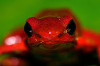 Andinobates victimatus - face closeup II, Uraba, Colombia This observation is our main trophy from Uraba, and in many ways of our entire 2017 trip, for both its natural value and its symbolic value. This species is locally endemic to the Northwest of Colombia and had only been described 6 months earlier.<br />
<br />
The symbolic value is in its naming, victimatus, dedicated to the victims of armed conflict in this poor area of Colombia. It also radiates a sense of hope, as the scientist discovering and describing the species is a young Afro-Colombian born in this region. Against all odds, he managed to escape poverty and a lack of opportunity, and turned it into this.<br />
<br />
A few minutes before this observation, we had a strange encounter with illegal goldminers coming our way from the narrow forest path. Some greeted us when passing by, yet one insisted on stopping straight in front of me, and giving me a death stare for a solid 10 seconds. Which I returned. Not a word was said, but they were clearly not happy with our presence, even less so because of our cameras. Continuing, we could see signs of an improvised camp further down the path, and our guide shared that its probably not a good idea to find out if there's any weapons there. <br />
<br />
So we turned around, and whilst walking back I was contemplating in my mind what just happened. An unfortunate non-event, or a life threatening one. That thought was washed away instantly when our guide found this frog. <br />
<br />
Given how "new" this species is to science, I'm going to be generous in sharing many shots. As an ethical disclaimer, we found this frog in the bushes on what looks like a Bromeliad plant. It was located based on its call. However, as the scene was very dark and obscured, our guide picked it up, and then we put it on a large leaf on the forest floor for some better shots. It was then placed back exactly where it came from. <br />
<br />
Personally, we find the symbolic value of this observation the most valuable. We've come to love and deeply respect Colombia and its stunning wildlife and will be going back for a 3rd round later this year. This country deserves a far better reputation than it has, it is awesome, full of potential, and well into its next chapter, one of hope and pride.<br />
<br />
Full set:<br />
https://www.jungledragon.com/image/59096/andinobates_victimatus_-_in_habitat_uraba_colombia.html<br />
https://www.jungledragon.com/image/59097/andinobates_victimatus_-_in_habitat_ii_uraba_colombia.html<br />
https://www.jungledragon.com/image/59098/andinobates_victimatus_-_full_body_uraba_colombia.html<br />
https://www.jungledragon.com/image/59099/andinobates_victimatus_-_side_view_uraba_colombia.html<br />
https://www.jungledragon.com/image/59100/andinobates_victimatus_-_top_view_uraba_colombia.html<br />
https://www.jungledragon.com/image/59101/andinobates_victimatus_-_full_body_side_view_uraba_colombia.html<br />
https://www.jungledragon.com/image/59102/andinobates_victimatus_-_face_closeup_uraba_colombia.html<br />
https://www.jungledragon.com/image/59103/andinobates_victimatus_-_front_view_uraba_colombia.html<br />
https://www.jungledragon.com/image/59104/andinobates_victimatus_-_front_view_ii_uraba_colombia.html<br />
https://www.jungledragon.com/image/59105/andinobates_victimatus_-_face_closeup_ii_uraba_colombia.html Andinobates victimatus,Antioquia,Colombia,Colombia Choco & Pacific region,South America,Uraba,Urabá,World
