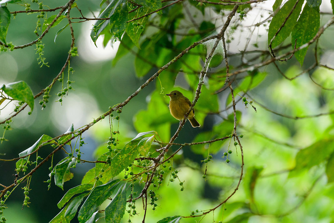 Ochre-bellied flycatcher, Uraba, Colombia  Antioquia,Colombia,Colombia Choco & Pacific region,Fall,Geotagged,Mionectes oleagineus,Ochre-bellied flycatcher,South America,Uraba,Urabá,World