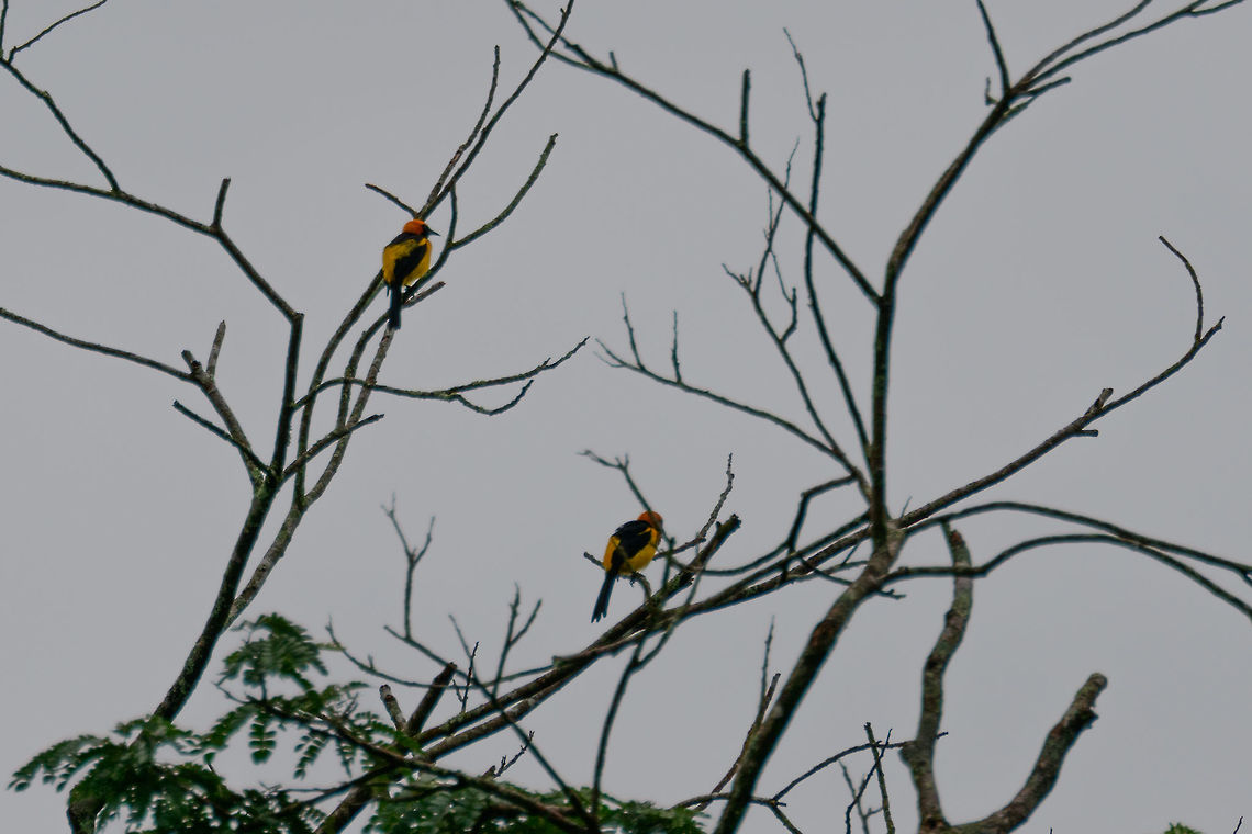 Orange-crowned oriole couple, Uraba, Colombia Sorry for the poor photo, this one was very far away and against the light. This is the only oriole species in Colombia where the head is more red than the body, therefore it is unmistakable. Antioquia,Colombia,Colombia Choco & Pacific region,Fall,Geotagged,Icterus auricapillus,Orange-crowned oriole,South America,Uraba,Urab&aacute;,World