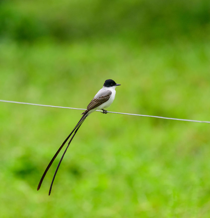 Fork-tailed flycatcher posing, Uraba, Colombia The beautiful male of the fork-tailed flycatcher. Found on private farm land near a forest edge in Uraba, Colombia. Antioquia,Colombia,Colombia Choco & Pacific region,Fall,Fork-tailed flycatcher,Geotagged,South America,Tyrannus savana,Uraba,Urabá,World