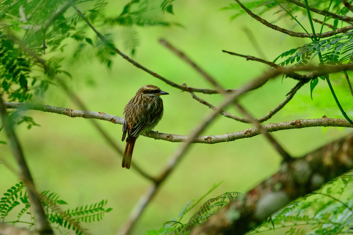 Streaked Flycatcher, Uraba, Colombia  Antioquia,Colombia,Colombia Choco & Pacific region,Fall,Geotagged,Myiodynastes maculatus,South America,Streaked flycatcher,Uraba,Urabá,World