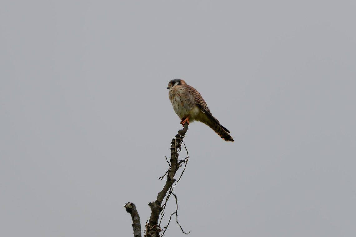 American Kestrel, Uraba, Colombia Found very high up in open farm land. American Kestrel,Antioquia,Colombia,Colombia Choco & Pacific region,Falco sparverius,Fall,Geotagged,South America,Uraba,Urabá,World