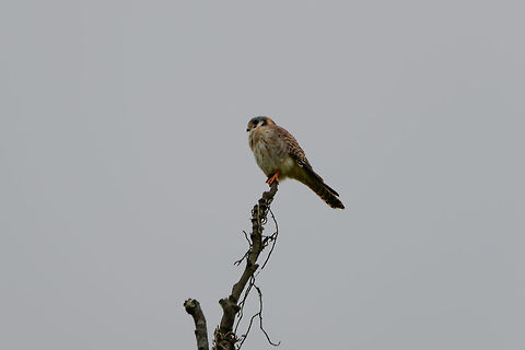 American Kestrel, Uraba, Colombia Found very high up in open farm land. American Kestrel,Antioquia,Colombia,Colombia Choco & Pacific region,Falco sparverius,Fall,Geotagged,South America,Uraba,Urabá,World